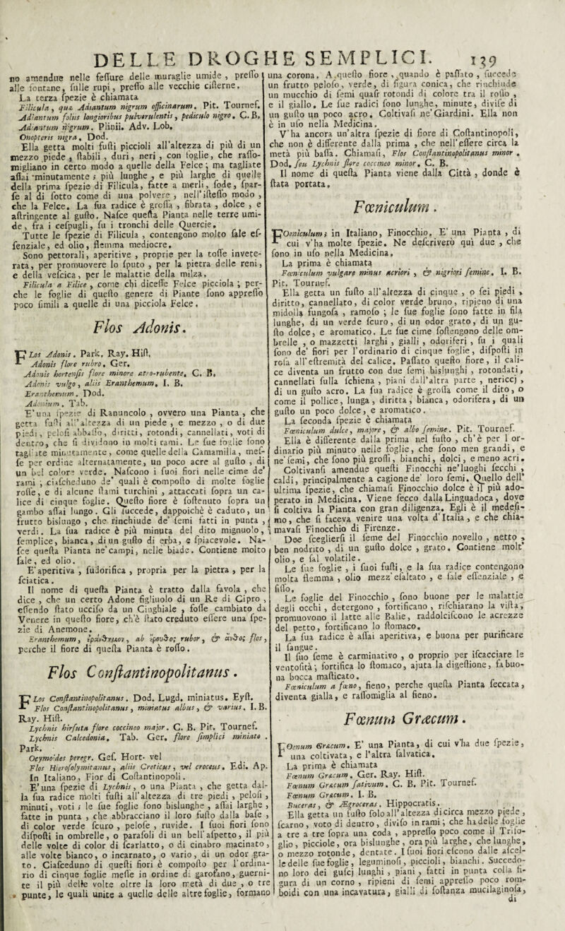 no amendue nelle feffure delle muraglie umide , predo alle fontane, Lulle rupi, preffo alle vecchie cifterne, La terza fpezie è chiamata iniettiti, cjuée Adtantum nigrum officinarum. Pit. Tournef. Adi ani um foliis longioribus ptilvtrulentis, pediculo nigro, C. B. Adantum nigrum. Pìinii, Adv. Lob, Onopteris ntgra% Dod. ^ Ella getta molti furti piccioli all altezza di piu di un mezzo piede , (labili , duri, neri , con toglie, che rarto- migliano in certo modo a quelle della Felce ; ma tagliate aliai 'minutamente > più lunghe , e più larghe di quelle della prima fpezie di Filicula, fatte a merli, lode, fpar- fe al di fotto come di una polvere , nell’ideilo modo , che la Felce. La fua radice è grolla , fibrata , dolce , e aftringente al gurto. Nafce quella Pianta nelle terre umi¬ de, fra i cefpugli, fu i tronchi delle Quercie. Tutte le fpezie di Filicula , contengono molto fale ef- fenziale, ed olio, flemma mediocre. Sono pettorali, aperitive , proprie per la torte invete¬ rata, per promuovere lo Iputo , per la pietra delle reni, e della velcica, per le malattie della milza, Filicula a Filìce , come chi dicefle Felce picciola ; per¬ che le foglie di quefto genere di Piante fono appretto poco ùmili a quelle di una picciola Felce. Flos Adonti. T2J1 Los Adonis. Park, Ray. Hift, Adonis flore rubro» Ger. Adonis bortenfis flore minore atro~rubentet C. I». Adonis vulgo, aliis Frani he tnum, I. B. Eranthemum. Dod. Adonium, Tab. E’una fpezie di Ranuncolo , ovvero una Pianta, che getta furti al'*altezza di un piede , e mezzo , o di due piedi, pelort abbatto, diritti, rotondi, cannellati, voti di dentro, che fi dividono in molti rami. Le fue foglie fono tagftte minutamente, come quelle della Camamilla, mef- fe per ordine alternatamente, un poco acre al gurto , di Un bei colore verde. Nafcono i fuoi fiori nelle cime de’ rami •, cufcheduno de* quali è comporto di molte foglie rotte, e di alcune fiami turchini , attaccati fopra un ca¬ lice di cinque foglie. Quello fiore è foftenuto fopra un gambo affai lungo. Gli luccede, dappoiché è caduto, un frutto bislungo , che rinchiude de’ femi fatti in punta , verdi. La fua radice è più minuta del dito mignuolo, femplice, bianca, di un gurto di erba, e fpiacevole. Na¬ fte quella Pianta ne’campi, nelle biade. Contiene molto fale, ed olio. Ffaperitiva , fudorifica , propria per la pietra , per la fciatica. Il nome di quella Pianta è tratto dalla favola , che dice , che un certo Adone figliuolo di un Re di Cipro , ertendo fiato uccifo da un Cinghiale , folle cambiato da Venere in quello fiore, che fiato creduto edere una fpe¬ zie di Anemone. Erantbemum, ìpslvò’t, ab tpovSo; rubor , & avò’o; flos , perche il fiore di quella Pianta è rollo. Flos Conftantinopolitamis. FLos Confi ani inopolìtanus. Dod. Lugd. miniatus. Eyrt. Flos Confiantìnopolit anus , miniatus albus , & varius. I. B. Ray. Hill. _ . Lycbnis hìrfuta flore coccimo major. C. B. Pit. Tourner. Lycbnis Cale e doni a. Tab. Ger. flore fimplici miniato . Park. Ocymo:des peregr. Gef. Hort- vel Flos Hìerofolymìtanus, aliis Creticus, vel croceus. E di. Ap. In Italiano, Fior di Cortantinopoli. E’una fpeziq di Lycbnis, o una Pianta , che getta dal¬ ia fua radice molti furti all’altezza di tre piedi , pelort , minuti, voti ; le fue foglie fono bislunghe , affai larghe , fatte in punta , che abbracciano il loro furto dalla bafe , di color verde feuro , pelofe , ruvide. I fuoi fiori fono difpofti in ombrelle, o parafali di un bell’afpetto, il piu delle volte di color di Scarlatto, o di cinabro macinato, alle volte bianco, o incarnato, o vario, di un odor gra¬ to. Ciafceduno di quefti fiori è comporto per l’ordina¬ rio di cinque foglie inerte in ordine di. garofano., guerni- te il più delle volte oltre la loro metà di due , o tre # punte, le quali unite a quelle delle altre foglie, formano una corona, A.quello fiore , vquando è paffato , fuccedc un frutto pelofo, verde, di figura conica, che rinchiude un mucchio di femi quafr rotondi di colore tra il rollo , e il giallo. Le fue radici fono lunghe, minute, divife di un gurto un poco acro. Coltivali ne’Giardini. Ella non è in ufo nella Medicina. . V’ha ancora un’altra fpezie di fiore di Cortantinopoli, che non è differente dalla prima , che nell’eflere circa la metà più balla. Chiamali, Flos Con fi antìnopolitanus minor . Dod. feu Lycbnis flore cocctneo minor, C. B. Il nome di quella Pianta viene dalla Città , donde è Hata portata, Fcerneulum. FOeniculum,* in Italiano, Finocchio. E’ una Pianta , di cui v’ha molte fpezie. Ne deferiverò qui due , che fono in ufo nella Medicina, La prima è chiamata Fceniculum vulgare minus seriori , & nigr'mi [emine, I. B. Pit. Tpuruef. Ella getta un furto all’altezza di cinque , o fei piedi , diritto, cannellato, di color verde bruno, ripieno di una midolla fungofa , ramofo ; le fue foglie fono fatte in fila lunghe, di un verde feuro, di un odor grato, di un gu- fto dolce, e aromatico. Le lue cime fortengono delle om¬ brelle , o mazzetti larghi , gialli , odoriferi , fu i quali fono de’ fiori per l’ordinario di cinque foglie, difpofti in rota alleftremità del calice. Paflàto quefto fiore, il cali¬ ce diventa un frutto con due femi bislunghi , rotondati, cannellati fulla fchiena , piani dall’altra parte , nericci , di un gufio acro. La fua radice è grolla come il dito, o come il pollice, lunga, diritta, bianca, odorifera, di un gurto un poco dolce, e aromatico. La feconda fpezie è chiamata Fceniculum dulce, major e, & albo femine. Pit. Tournef. Ella è differente dalla prima nel furto , eh’è per 1 or¬ dinario più minuto nelle foglie, che fono men grandine ne’femi, che fono più grortì, bianchi, dolci, e meno acri. Coltivanti amendue quefti Finocchi ne’luoghi fecchi , caldi, principalmente a cagione de’ loro femi. Quello dell’ ultima fpezie, che chiamali Finocchio dolce è il piu ado¬ perato in Medicina. Viene fecco dalla Linguadoca, dove fi coltiva la Pianta con gran diligenza. Egli è il medefi- mo, che fi faceva venire una volta d’Italia, e che chia- mavafi Finocchio di Firenze. De<e fceglierfi il teme del Finocchio novello , netto * ben nodnto , di un gufto dolce , grato. Contiene molt* olio, e fai volatile. Le fue foglie , i fuoi furti, e la fua radice contengono molta flemma , olio mezz’efaltato , e fale effenziale , e fido. , ... Le foglie del Finocchio , fono buone per le malattie degli occhi , detergono , fortificano , rifehiarano la vifta, promuovono il latte alle Balie, raddolciicono le acrezze del petto, fortificano lo rtomaco. La fua radice è affai aperitiva, e buona per purificare il fangue. . . Il fuo feme è carminativo , o proprio per Scacciare le ventofità-, fortifica lo rtomaco, ajuta la digeftione, fa buo¬ na bocca mafticato. Fceniculum a forno, fieno, perche quella Pianta leccata, diventa gialla, e raffomiglia al fieno. Fognuni Gracum. T^Oenum Gr&cum, E’ una Pianta, di cui vha due ipezie, f una coltivata, e l’altra falvatica. La prima è chiamata Foenum Gr&cum. Ger. Ray. Flirt. ^ Foenum Gr&cum fativum. C. B. Pit. Tournef. Foenum Gr&cum, I. B. Buceras, & JEgroceras . Hippocratis. Ella getta un furto folo all* altezza di circa mezzo piede , fcarno , voto di dentro, divifo in rami \ che ha delie toglie a tre a tre fopra una coda , appretto poco come il Trifo¬ glio, picciole, ora bislunghe, ora piu larghe, che lunghe, o mezzo rotonde, dentate. I fuoi fiori etcono dalle afcel- lc delle fue foglie, leguminofi , piccioli, bianchi. Succedo¬ no loro dei gufej lunghi , piani , fatti in punta colla fi¬ gura di un corno, ripieni di femi appreflo poco rom¬ boidi con una incavatura, gialli di foftanza mucilaginota,