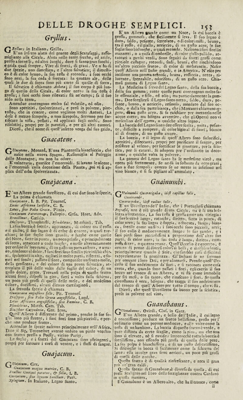 Gryllus G? Ryllusi in Italiano, Grillo. E’un infetto alato del genere degli Scarafaggi, raflo- migliante alla Cicala. Abita nelle terre fecche, ed aride, pretto a forne’li, ed altri luoghi, dove fi fanno gran fuochi, e grida quafi fempre. Vive di frutti, di grani. Ve n'ha di due fpezie, uno dimeftico, e l’altro falvatico; il dimefti- co è di color bruno, la fua tetta è rotonda, i fuoi occhi fono neri, la fua coda è forcuta: ha quattro ale, delle quali le due di fopra fono più corte di quelle di fotto » Il falvatico è chiamato Acheta\ il fuo corpo è più lun¬ go di quello della Cicala, di color nero; la fua tetta è grotta*, i fuoi occhi fono rilevati; ttà ne’campi; fa il fuo nido nella terra. Amendue contengono molto fai Volatile, ed olio. Sono aperitivi, fpolverizzati, e prefi in polvere, piut- tofto, che in cenere, come vogliono molti Autori. La dofe è mezzo fcropolo, o uno fcropolo. Servono per for¬ tificare la villa, peftati, ed applicati fugli occhi. Sono rifolutivi, proprj per le parotidj, e per gli altri tumori. Dicefi, che il nomedi quell’ infetto venga dal fuo grido. Guacatene, TJac alene, Monard. E’una Pianterella bianchiccia , che nafce nella nuova Spagna. Rafiomiglia al Puleggio delle Montagne ; ma non ha odore. E’vulneraria, guarifce 1* emorroidi. Si lavano le ulcere, e l’emorroidi colla decozione della Pianta, ,poi vi fi ap¬ plica dell’erba fpolverizzata» « Guajacana. E’ un Albero grande come un Noce, la cui buccia c grotta, gommofa , che facilmente fi leva. I! fuo legno è duro, faldo, pefante, fcreziato, o di colori mirti, bruno, tra il rotto, eil giallo, nericcio, di un gurto acro; le fue foglie fono bislunghe, o quafi rotonde. Nafconoi fuoi fiori in mazzetti, o a guifa di ombrelle, di color giallo pallido, at¬ taccati a gambi verdi. Sono feguiti da frutti grotti come picciole caftagne, rotondi, fodi, bruni, che rinchiudono un’altro picciolo frutto, di color di melarancia. Nafce queft’Albero nell’Indie grandi, e in America. N’efceper incifione una gomma refinofa , bruna, roftìccia , netta, ri¬ lucente, fpezzabile, odorifera, di un gufto acro. Chia- mafi gomma di Legno fanto. La Medicina fi ferve del Legno fanto, della fua buccia, della fua gomma; tutte quelle parti contengono molto fa- le eflenziale, e fitto, ed olio; ma particolarmente la gom¬ ma, Dee fceglierfi il Legno fanto netto, faldo, duro, pe¬ fante, bruno, o nericcio, refinofo, mondato dal fuo oc- ichio, o dallafua partebianca, che i Mercanti chiamano og- \ getto ^ ditui gufto acro. Si fa rafchiare per metterlo nelle | acque cotte; ma bifogna avvertire, che gli Operai non vi mefcolino dell’oggetto ^ o qualche altro legno. La buccia del Legno fanto dee eftere fcelta , unita, pefan¬ te, difficile a rompere, di colorbigioal di fuori, bianco al di dentro, di un gufto amaro. La buccia, eil legno di queft’Adbero fono fudorifici, aperitivi, difeccanti, propri per purificare il fangue, per refiftere al veleno, per fortificar le giunture, perla fcia- tica, per li catarri. Si adopera per l’ordinario in deco¬ zione, e qualche volta in polvere. La gomma del Legno fanto ha le medefime virtù , ma opera più fortemente. Se ne dà infoftanzada otto grani, • fino a due fcropoli; ovvero fe ne mette in infufioue nel vino bianco, e fi fa pigliare all’ammalatp » Guainumbi. TJ ’ un Albero grande foreftiero, di cui due fono le fpezie^ ^ La prima è chiamata v Guajacana, I. B. Pit. Tournefi, Lotus Africana, latifolia. C. B. Lotus, five Faba Gr&ca. Plinio. Guajacum Patavinuip, Fallopio. Gefn, Hort. Adv. JLrmeU'mus, Caelalp. Diofpyros. Theophrafti. Pfeudolotus. Mattinoli. Tab. La ina buccia è lottile, aggrinzata, di colore tra il rotto eil giallo; il fuo legno è di color di cenere, o quafi tur¬ chino; le fue foglie fono grandi, e larghe come quelle del Noce, fatte in punta , un pocopelofe, e principalmente diletto, attaccate a code lunghe, emette alternatamente per ordine fu’ loro rami, di un gallo un poco auftero, e ama¬ ro , tendente al dolce . I fuoi fiori fono fenili a piccioli bicchie- ri, {palancati in alto, tagliati in molte parti, rillretti, e fo¬ rati nel fondo; pattato il fiore, comparifce un frutto molle, della grettezza, e del colore di una pruna falvatica, at¬ torniato il più delle volte dalle foglie del calice, di un gufto dolce, grato. Trovanfi nella polpa di quello frutto alcuni femi, difpolli in giro, fatti a volta Lui la fchiena, un poco più grotti di quelli delle mele, e del medefimo colore, durilfimi, alcuni dicono cartilaginofi , La feconda fpezie è chiamata Guajacana angufiiore folio. Pit. Tournef. Diofpyros , fìve Faba Gr&ca anguftìfolia . Lugd. Lotus Africana anguftifolia , five F cernirla , C. B. Pfeudolotus. Matth. Cam. Tab. XJamumbi Guttracìgaba, ideft capillus Solis, Guainamb*. Guaracyaba, idefl radius Solis. 1 E’un Uccelletto dell’Indie, che i Portughefi chiamano \ P egra fot. non è più grande diuna Cicala, ma è di una bel¬ lezza aìlectatrice. La filatelia è grotta come una ciriegia; il luob ccoè lungo, rotondo, diritto, latto in punta, di ; color nero; la fua lingua è doppia, o forcuta, lunga, bian¬ ca, frittile come unfi'o; i fuoiocchi fono piccioli, neri; ■ il fuo collo è mediocremente lungo; le fue gambe, e i fuoi piedi fono piccioli (fi mi a proporzione deli’altre fue Parti, di color nero; la fua coda è lunga, diritta, com¬ porta di tre, o quattro penne, Qu eft’Uccelio è ricoperto, e ornato di penne di diverfi colori sì betti, e sì rifplendenti, principalmente quando è Sole, chefarebbe colà diftìcileil rapprefentarne la gentilezza. Gl’Indiani fe ne fervono per onorare iloro Dei, e per adornarfi. Prende quell’Uc- ! cetto il fuo nodrimento da’fiori , e lì racconta comecofa certa, che, quando fono pattati i fiori, egli caccia il fuo becco nel tronco di un Albero, e vi (là come immobile 1 per fei meli , o fin tanto, che rinascano i fiori. Se quella circoftanza è vera, bifogna, che tragga il fuo nodrimento dal tronco di quell’Albero per tutto il tempo , che vi Uà. Dicefi, che quell’uccelletto fia buono per la fciatica, prefo in polvere nel vino. Guanabanus . Ziaipbtts Cappadocia. Ger. Icon. Queft’Albero è diflerente dal primo, perche le fue fo¬ glie fono più ftrette, i fuoi fiori fono più piccioli, e per¬ che non produce frutto . Ainendue le fpezie nafeono principalmente nell’Africa. Dice il Sig, Tournefort averne veduto un piede vecchio con irutto pretto a Poitty, vicino Parigi. Le foglie, e i frutti del Guajacana fono aftringenti, proprj per fermare i corfi di ventre, e i flutti di fangue. Guajacum. G Uajacum, Ger. Guajacum magna matrice, C. B. FruElus Guajaci putatus, ó» folla, I, B« Guajacum, five lignum SanElum. Park. Xylagtum, In Italiano, Légno Santo, XTanabanus. Oviedi. Ciuf, in Garz. E’un Albero grande, e bello dell’Indie, il cui legno è tenerittìmo; produce un frutto belliftìmo, grotto peri’ ordinario come un popone mediocre, ealle voltecome la teda di un bambino. Labuccia di quello frutto è verde, e pare dillinta da certe fcaglie, come- la pini, ma che non fono sì elevate, nè fi ruvide; imperocché tutta la buccia è fottilittìma, non ettendo più grotta di quella delle pere. Lafua polpa è bianchittìma , e di un gullo delicatittìmo. Si difeioglie in bocca sì facilmente come la fchiuma del latte; ella involge gran femi nericci, un poco più grotti di quelli delle zucche. Quello frutto è di qualità rinfrefeante, e reca il gran prò ne’gran caldi. erta fpezje diGuanabanerè diverfada quella, di cui parla Scaligeronel libro dellefottigliezze contra Cardano in quella maniera. UGuanabano è un Albero alto, che ha il tronco, come il
