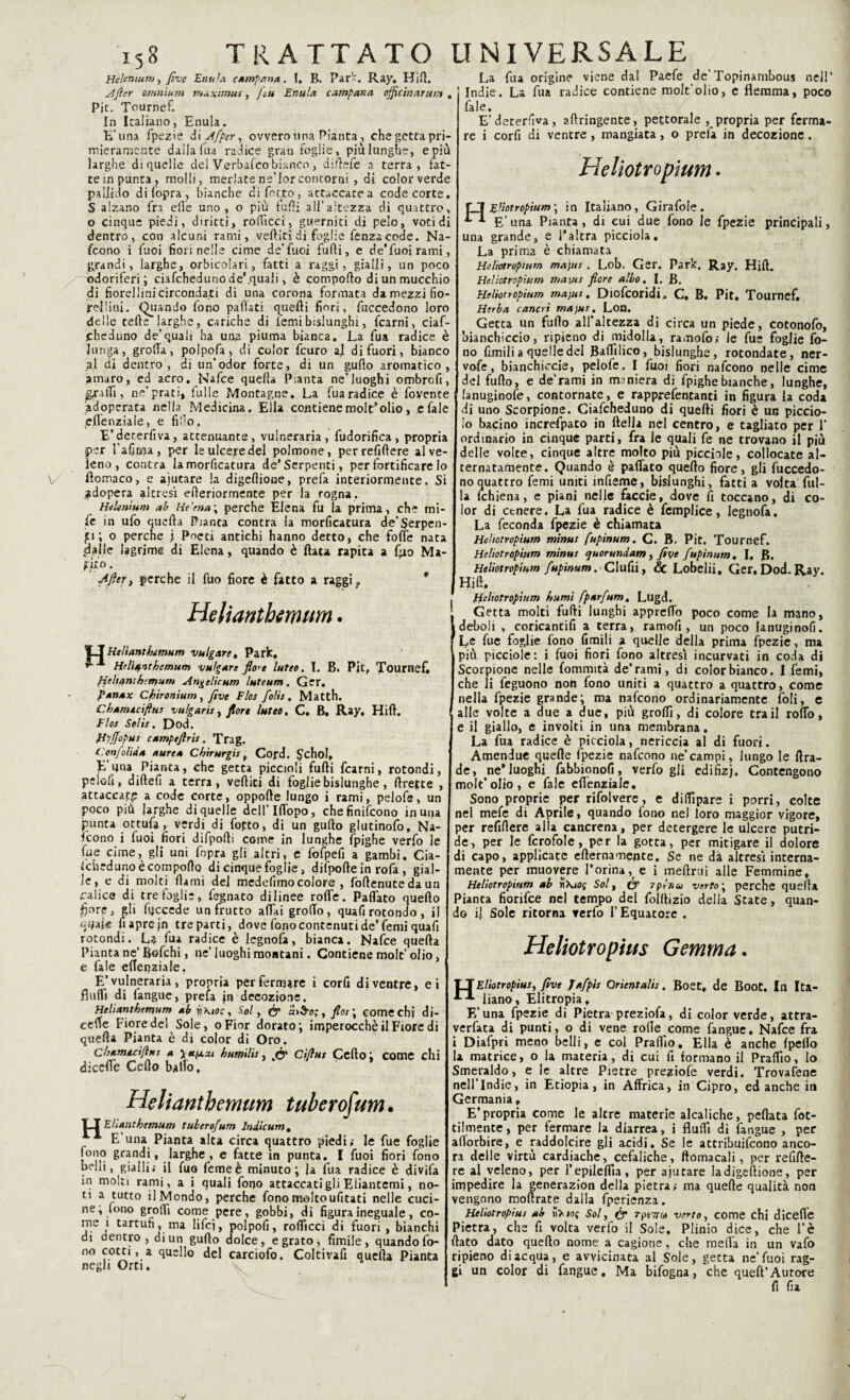 iS8 TRATTATO Heleniun>, fìve Enula campana. I, B. Par’. Ray. Hift. After omnium tnaximus, [tu Enula campana ojflcinarum . Pit. Tournef. In Italiano, Enula. E’una fpezìe di Afper, ovvero ima Pianta, che getta pri¬ mieramente dalla Tua radice gran foglie, piùlunghe, epiù larghe di quelle del Verbafco bianco, diftefe a terra, fat¬ te in punta, molli, merlate ne’Ior contorni , ai color verde pallido di (opra, bianche difetto, attaccate a code corte, S alzano fra elle uno, o più tulli all’altezza eli quattro, o cinque piedi, diritti, rofficci, guerniti di pelo, voti di dentro, con alcuni rami, vediti di foglie fenza code. Na¬ scono i fuoi fiori nelle cime de’fuoi furti, e de’fuoi rami, grandi, larghe, orbicolari, fatti a raggi, gialli, un poco odoriferi; ciafcheduno de'.quaii, è comporto di un mucchio di fiord lini circondati di una corona formata da mezzi fio¬ rellini. Quando fono partati quelli fiori, fuccedono loro delle tefte larghe, cariche di temi bislunghi, fcarni, ciaf¬ cheduno de|quali ha una piuma bianca. La fua radice è lunga, grolla, polpofa, di color feuro al di fuori, bianco al di dentro, di un’odor forte, di un gufto aromatico, amaro, ed acro. Nafce querta Pianta ne’luoghi ombrofi, gradi, ne’prati, Tulle Montagne. La fua radice è fovente adoperata nella^ Medicina. Ella contienemolt’olio, e fale .eflenziale, e filìo. E’dererfiva, attenuante, vulneraria, fudorifica, propria per l’aficfja, per le ulcere del polmone, perrefiftere al ve¬ leno, contra la morficatura de’Serpenti, per fortificare lo ftomaco, e ajutare la digertione, prefa interiormente. Si adopera altresì erteriormente per la rogna. HeUnìum ab Ht'cna\ perche Elena fu la prima, che mi¬ rti in ufo querta Pianta contra la morficatura de'Serpen¬ ti ; o perche j Poeti antichi hanno detto, che forte nata dalle lagrime di Elena, quando è ftau rapita a f^o Ma- f ito. ■After, perche il fuo fiore è fatto a raggi » Helianthemum. |_J Helianthemum vulgate. Park. Helianthemum vulgate flore lutee. I. B. Pit, Tournef, /felloni hemum Angelìcum luteum . Ger. panax Ch'ir onium , fìve Flos folis , Matth. Chamiciftus vulgati:, flore luteo. C, B. Ray, Hift. Flos Selis. Dod. ft'/Jfopus camptflris. Trag. Confolida aurea Chirurgie f Cord. Schol, E’una Pianta, che getta piccioli furti fcarni, rotondi, pclofi, diftefi a terra, vertici di foglie bislunghe , rtrette , attaccale a code corte, oppofte lungo i rami, pelofe, un poco più larghe di quelle dell’Iffopo, che finiscono inupa punta ottufa, verdi di fofto, di un gurto glutinofo, Na¬ scono i fuoi fiori difpolli come in lunghe fpighe verfo le fue cime, gli uni fopra gli altri, e fofpefi a gambi. Cia¬ fcheduno è comporto di cinquefoglie, difpoftein rofa , gial¬ le, e di molti (lami del medefimocolore , Softenute da un calice di tre foglie, fegnato dilinee roffe. Paffato quefto fiore, gli fqcccde un frutto affai groffo, quafi rotondo, il uaprejn tre parti, dove fono contenuti de’Semi quali rotondi. Là fua radice è legnofa, bianca. Nafce querta Pianta ne’Bofchi, ne’luoghi montani. Contiene molt’olio, e fale effenziale. E’vulneraria, propria per fermate i cord di ventre, ei Aulii di fangue, prefa in decozione. Helianthemum ab w\ioc, Sol, & flos\ come chi di- ceffe Fiore del Sole, oFior dorato; imperocché il Fiore di querta Pianta è di color di Oro. Cbameciftus a \et/xxi humìlis, Cìftus Certo 1 come chi diceffe Certo ballo, Helianthemum tuberofum. Elìanthemum tuberofum Indicum. E’una Pianta alta circa quattro piedi; le fue foglie fono grandi, larghe, e fatte in punta. I fuoi fiori fono belli, gialli; il fuo femeè minuto; la fua radice è divifa in molti rami, a i quali fono attaccati gli Eliantemi, no¬ ti a tutto il Mondo, perche fono moltoufitati nelle cuci¬ ne, (ono grortì come pere, gobbi, di figura ineguale, co¬ me 1 tartufi, ma lifei, polpofi, rofficci di fuori, bianchi di dentro, di un gufto dolce, e grato, fimile , quando fo¬ no cotti, a quello del carciofo. Coltivafi querta Pianta negli Orti, I NI VERSALE La fua origine viene dal Paefe de’Topinambous nell’ Indie. La fua radice contiene molt'olio, e flemma, poco fale. E’deterfiva, artringente, pettorale , propria per ferma¬ re i corfi di ventre, mangiata, o prefa in decozione. Heliotropium. FJ Eliotropium ; in Italiano, Girafole. E’una Pianta, di cui due fono le fpezie principali, una grande, e l’altra picciola. La prima è chiamata Heliotropium majus. Lob. Ger. Park. Ray. Hift. Heliotropium maius fiore albo. I. B. Heliotropium majus, Diofcoridi. C, B. Pit. Tournef. Htrba cancri majus. Lon. Getta un furto all’altezza di circa un piede, cotonofo, bianchiccio, ripieno di midolla, ramolò; le fue foglie fo¬ no fimili a quelle del Balììlico, bislunghe, rotondate, ner- vofe, bianchiccia, pelofe. I fuoi fiori nafeono nelle cime del furto, e de’rami in maniera di fpighe bianche, lunghe, lanuginose, contornate, e rapprefentanti in figura la coda di uno Scorpione. Ciafcheduno di quelli fiori è un piccio¬ lo bacino increfpato in delia nel centro, e tagliato per 1’ ordinario in cinque parti, fra le quali fe ne trovano il più delle volte, cinque altre molto più picciole, collocate al¬ ternatamente. Quando è paffato quello fiore, gli fuccedo¬ no quattro femi uniti infieme, bislunghi, fatti a volta fili¬ la Schiena, e piani nelle faccie, dove Si toccano, di co¬ lor di cenere. La fua radice è fempliee, legnofa. La feconda fpezie è chiamata Heliotropium minus fupinum. C. B. Pit. Tournef. Heliotropium minus quorundam, fiye fupinum. I. B. Heliotropium fupinum, Clufii, & Lobelii, Ger. Dod. Ray. Hift. Heliotropium burnì fparfum, Lugd. Getta molti furti lunghi appreffo poco come la mano, deboli , coricantifi a terra, ramofi , un poco lanuginofi. I_,e fue foglie fono limili a quelle della prima Spezie, ma più picciole: i fuoi fiori fono altresì incurvati in coda di Scorpione nelle Sommità de’rami, di color bianco. I Semi, che li feguono non fono uniti a quattro a quattro, come nella fpezie grande; ma nafeono ordinariamente Soli, c alle volte a due a due, più grortì, di colore tra il roffo, e il giallo, e involti in una membrana. La fua radice è picciola, nericcia al di fuori. Amendue quelle (pezie nafeono ne’campi, lungo le ftra- de, ne’ luoghi fabbionofi, verfo gli edifizj. Contengono molt’olio, e fale erténziale. Sono proprie per rifolvere, e dirtìpare i porri, colte nel mefe di Aprile, quando fono ne) loro maggior vigore, per refirtere alla cancrena, per detergere le ulcere putri¬ de, per le fcrofole, per la gotta, per mitigare il dolore di capo, applicate efterna mente. Se ne dà altresì interna¬ mente per muovere l’orina, e i meftrui alle Femmine, Heliotropium ab Sol, (y 7ptnu verta ; perche quella Pianta fiorifee nel tempo del folltizio della State, quan¬ do i) Sole ritorna verfo l’Equatore . Heliotropius Gemma. TTEliotropius, fìve Jafpis Orientalis. Boet, de Boot. In Ita- liano, Elitropia, E’una fpezie di Pietra preziofa, di color verde, attra- verfaca di punti, o di vene rode come fangue. Nafce fra i Diafpri meno belli, e col Prartìo. Ella è anche Ipelìo la matrice, o la materia, di cui fi formano il Prartìo, lo Smeraldo, e le altre Pietre preziofe verdi. Trovafene nell’Indie, in Etiopia, in Affrica, in Cipro, ed anche in Germania » E’propria come le altre materie alcaliche, pedata fot- tilmente, per fermare la diarrea, i flurtì di fangue , per artorbire, e raddolcire gli acidi. Se le attribuifeono anco¬ ra delle virtù cardiache, cefaliche, ftomacali, per refirte¬ re al veleno, per l’epilefiia, per ajutare la digertione, per impedire la generazion della pietra; ma quelle qualità non vengono moftrate dalla fperienza. Heliotropius ab Sol, & rpiTKé verro, come chi dicefle Pietra, che fi volta verfo il Sole. Plinio dice, che l’è dato dato quefto nome a cagione, che inelfa in un vafo ripieno di acqua, e avvicinata al Sole, getta ne’fuoi rag¬ gi un color di fangue. Ma bifogna, che quell’Autore fi fu