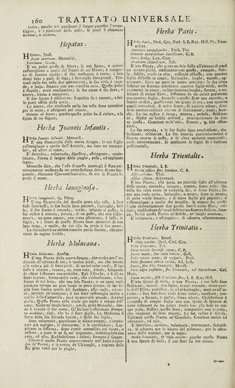 Lìchen, perche nel purificare il fangue guarifce l’empe- tiggini, e i pizzicori della pelle, le quaii fi chiamano Lichene*, o Lichene,, Hepatus. HEpatus, Jonft. Jecur marinum. Hermolai. Jecorinum. Gazze. E’ un pefce grofi'o di Mare, la cui figura, e colore raflomigliano a quelli del fegato di un Uomo', e ricoper¬ to di Iquame ruvide» il iuo moftaccio è corto; i tuoi denti fono a guifa di fega ; i funi occhi fono grandi . Tro¬ vanti nella fua teda due pietruzzole ; la fua coda è gran¬ de, e larga, fegnata con una macchia nera. Quello pefce è ftupido, poco vendicativo ; la fua carne è fra dura, e tenera, buona a mangiare. II fuo fegato è rifolutivo; fi applica fu i tumori, e fili¬ le parti offefe dalla gotta. Le pietre, che rinchiude nella fua teda- fono aperitive per le orine, e aflrigenti pel ventre. Hepatus ab hepate, perche quello pefce ha il colore, eia figura di un fegato. Herba Joannis Infantisi Erba Joannis Infantis. Monardi, E’ una Pianterella della nuova Spagna, le cui foglie rafiomigliano a quelle dell’Acetofa, ma fono un poco pe- lofe, ed afpre al tatto. E‘deterfiva, vulneraria, digelliva, allringente, confo- lidante. Ferma il iangue delle piaghe, pella, ed applicata fopra. Monardo dice, che l’ufo di quella piantagli è flato pri¬ mieramente mollratoda un certolndiano fervo di uno Spa¬ glinolo, chiamato Giovanni fanciullo, da cui la Pianta ha prefo il nome. Herba lanugmof a. Erba lanugìnofa . G. Pifon. E’una Pianterella del Brafile grata alla villa. I fimi fufii fono badi; le fue foglie fono picciole, bislunghe, bel¬ le; il fuo frutto è rotondo, verde, infipido al gufto, la fua radice è minuta, piciola, di un gufto, che non èfpia- cevole, un poco amaro, con certa aftrizione. I fulli, le foglie, e i frutti di quella Pianta fono ricoperti di una lana lunga, e molle, da cui ella ha preio il fuo nome. La fua radice è un ottimo rimedio perla diarrea, che pro¬ viene da cagion fredda. He rba Molti caria. Erba Molucana. Acofise. E’una Pianta della nuova Spagna, che crebre per I’ or¬ dinario all’altezza di tre, o quatro piedi, ma che monta alle voltea più di fette piedi, di un bel color verde. I! fuo fufto è minuto, tenero, un poco voto, .debole, bifognofo di oliere foftenuto con pertiche. Egli fiftende, e fidilata fopra la terra . Getta molti rami, che sabbarbicano, eftri- fciano di tal forta, che una fola Pianta, o un ramo traf- piantato occupa un gran luogo in poco tempo; le fue fo¬ glie fono fimilia quelle del Sambuco, aliai molli, e tene¬ re , merlate ne’contorni; il fuo fiore ralTomiglia molto a que'lo della Camamilla , ma è un poco più grande, di color giallo. Quella Pianta refta verde per tutto il tempo dell’ anno. Nafce ne’luoghi fertili, umidi, nelle Moluche , don¬ de è venuto il fuo nome . Gl’Indiani la chiamano Brunga- ra aradana, cioè, che ha il fiore giallo. La Medicina fi ferve della fua feconda buccia, e delle fue foglie. Sono volnerarie, guarilcono le ulcere recenti, e invete¬ rate più mal'gne, le detergono, e le confondano ; fi ap¬ plicano in foftanza, dopo averle ammollite col fuoco, o peliate , o pure fe ne fa un’ unguento, mefcolandolecon cera, ed olio. Raddolcifcono i dolori; fermano il fangue. Chiamafi quella Pianta comunemente nellTndie il rime¬ dio de’Poveri , e la rovina de’Chirurghi, a cagione delle fue gran virtù per le piaghe. Herba Tarìs. L_TErba Parts,Dod. Ger, Park. I. B.Ray. Hift.Pit.Tour- nefort. Aconiti! m pardalianches, Fuch. Tur. Solarium quadrifolium bacciferum. C. B. Parts herba, Lon. Cam. Aronitum falutiferum, Tab. E’una Pianta, che getta un foio fufto all’altezza di quaft un mezzo piede, mediocremente grolfo, rotondo, (labi¬ le, folido, v^rde in alto, rofiìccio abballo, con quattro foglie difpofte in croce., bislunghe, larghe, venofe, ag¬ grinzate, fatte un poco in punta nericcie; la fua cima foftiene un fioretto erbofocon quattro foglie verdi, mefie parimenti in croce, ordinariamente lunghe, ftrette, emi- ìchiate di alcuni (lami, foftenute da un calice parimenti con quattro foglie. Succede a quello fiore una coccola, o frutto mofcio, grofiocome un grano di uva, con quattro angoli rotondati, di color fcuro, di cattivo odore, divi- foin quattro cellette ripiene di ferni minuti, ovati, bian¬ chi. La fua radice è lunga, minuta, nodofa, ftrifcian- te . Nafce ne’ bofchi ombrofi , principalmente in ter¬ ra graffa. Contiene molt’olio, flemma, $, fale efièn- ziale. La fua coccola, e le fue foglie fono condenfanti, rin- frefcanti, rifolutive. La fua coccola particolarmente è (limata contra la pelle, e le altre malattie contagiofe, prefa interiormente. Si applicano le foglie fu i bubboni peftilenziali. Herba Trientalis. Erba Trientalis, I. B. Pyrola aljines flore Europea. C. B. A ìfìn a n themos. T h a !. Alfine Alpina. Schvvenck. E’una Pianta, che getta un picciolo fufto all’altezza della mano, rotondo, minuto, tenero, fenza Deio. Ha nella fua cima come in ombrella fei, o fette foglie, fo¬ pra una coda corta, bislunghe, o ovate, fatte in punta, di color verde fmorto, e di lotto foghe più picciole, e nfiomiglianti a quelle del Serpillo. Si ergono fra quelle foglie ordinariamente due gambi lottili come fibre, rof- ficci ; ciafcheduno de’quali follieneun fioretto (Iellato , bian¬ co. Nafce quella Pianta ne Bofchi, ne’luoghi montani. E’vulnerana, e afteingente. Si adopera efteriormente. Herba Trinitatis « O Erba Trinaatis, Brunf. *--* viola trtcolcr. Dod. Ciuf. Ger. Viola Trinitatis, Tab, Vio'a tr.ico'or hctenfis repens. C. F. J area major, fi ve viola tricoior . Cali. Viola tricolor major , <& vuJgaris, Park. Viola flammea calorìa ca'ìda. Ad. Lob. J aceti, five Flos Trinitatis. Matth. Viti ’& nigr& ptrfìmiiis , flos Tnnìtatis, vel Heptachnim. Geli Hort. Jacea tritolar, fiv*è Trinitatis flos, I. B. Ray. Hill. E’una fpezie di viola, o una Pianta, i cui tulli fono ftrilcianti, ramoli, con foglie, leune rotonde, come quel¬ le dell’Ellera terreftre, le altre bislunghe , merlatesi! in¬ torno; i fuoi fiori fono viole di tre colori, turchino, por¬ porino, o bianco, e giallo, fenza odore. Ciafcheduno è comporto di cinque foglie con una Ipezie di fperone di lotto loftenute da un calice divifo fino alla baie in cin¬ que parti. Pattato quello fiore, comparirne una coccola, che contiene de’femi minuti. La fua radice è fibrofa. Coltivafi quella Pianta ne’Giardini. Contiene molto fai elìenziale , ed olio. E’deterfiva, incifiva, vulneraria , penetrante, fudorifi- ca. Si adopera per le ulcere del polmone, per le ollru- ziom della matrice, per la rogna. Herba Trinitatis, & Viola tricolor \ perche quella Pianta è una fpezie di viola, il cui fiore ha tre colori. ÌKermo-