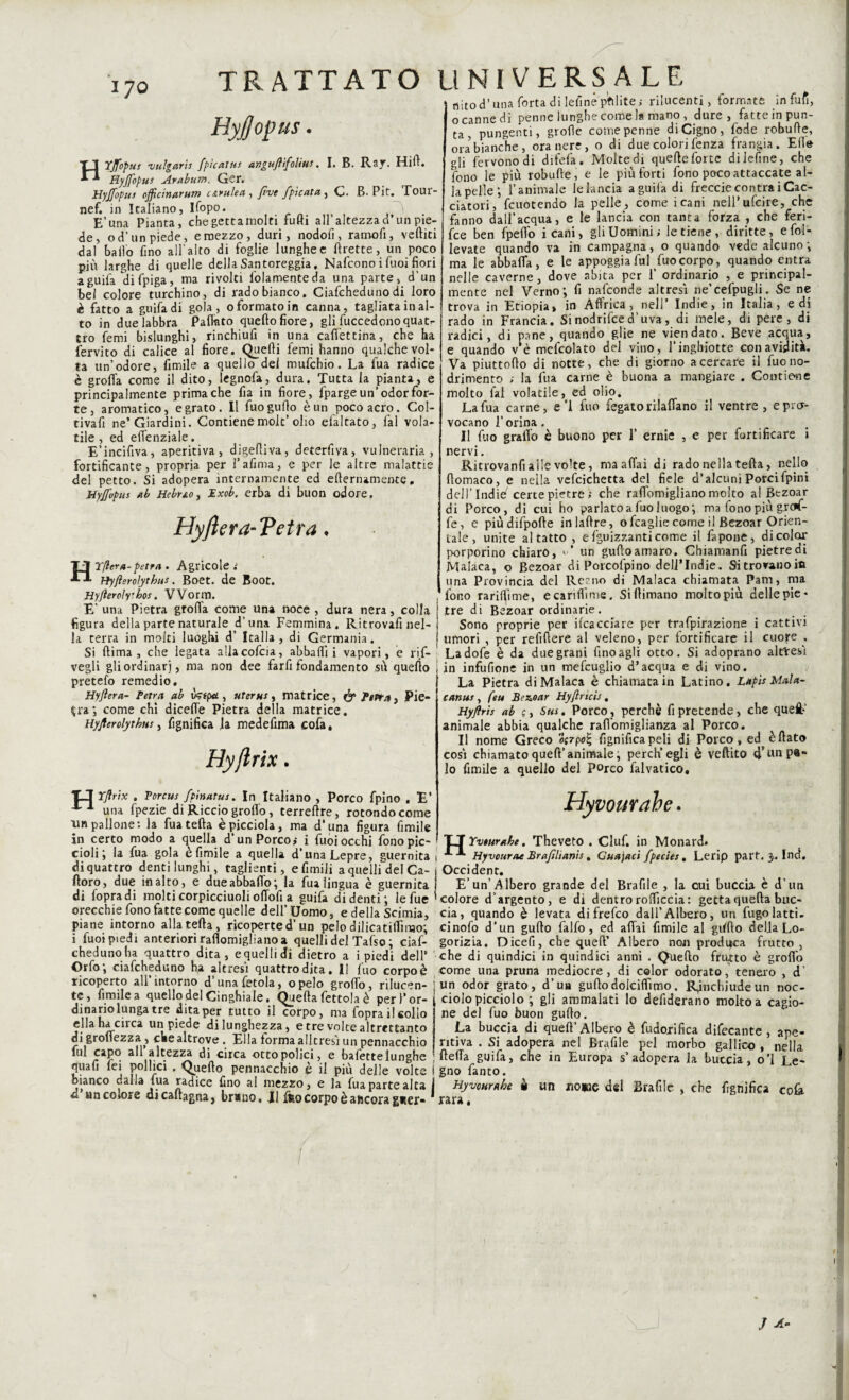 rtito d’una Torta di lefine pfìlite ; rilucenti, formate infufi, o canne di penne lunghe cornei» mano, dure , fatte in pun¬ ta , pungenti, grofie come penne di Cigno, fode robude, ora bianche, ora nere, o di due colori fenza frangia. Elle gli fervono di difefa. Molte di quelle forte dilefine, che fono le più robufle, e le più forti fono poco attaccate al- HyjJop US HYffbpus viilgarts fpìcatus angufiìfolius. I. B. Ray. Hill. Hyjfopus Arabum. Ger. Hyffopus officinarum cerulea, five fpìcata, C. B. Pit. Tour- ha pelle ; l’animale le lancia aguiladi freccie centra iCac- ;f. in Italiano, Ifopo. ^ datori, fcuotendo la pelle , come i cani nell ulcire, che E’una Pianta, che getta molti fufti all’altezza d’un pie- fanno dall'acqua, e le lancia con tanta forza , che ieri- nef. i una Pianta, che gettali.-... —. —-— — r-- de, od’un piede, e mezzo, duri, nodofì, ramofi, vediti dal balio fino all’alto di foglie lunghe e llrette, un poco più larghe di quelle della Santoreggia, Nafcono i Tuoi fiori aguila di fpiga, ma rivolti folamenteda una parte, d’un bel colore turchino, di rado bianco. Ciafcheduno di loro è fatto a guifa di gola, o formato in canna, tagliata in al¬ to in due labbra Paffoto quello fiore, gli fuccedonoquatr tro femi bislunghi, rinchiufi in una caflettina, che ha fervito di calice al fiore. Quelli femi hanno qualche vol¬ ta un’odore, fimile a quello del mufehio. La fua radice è grolla come il dito, legnofa, dura. Tutta la pianta, e principalmente prima che fia in fiore, fparge un’odor for¬ te, aromatico, e grato. Il fuogulìo è un poco acro. Col- tivafi ne’Giardini. Contiene molt’ olio elaltato, fai vola¬ tile, ed effenziale. E’incifiva, aperitiva, digefiiva, deterfiva, vulneraria, fortificante, propria per l’afima, c per le altre malattie del petto. Si adopera internamente ed edernamente. Hyjfopus Ab Hebno, Exob. erba di buon odore. Hyftera-Vetra ♦ HTftera-petrn . Agricole .' Hyfterolytbus. Boet. de Boot. Hyjiercìybos. VVorm. E’ una Pietra grolla come una noce , dura nera, colla figura della parte naturale d’una Femmina. Ritrovafi nel¬ la terra in molti luoghi d’ Italia, di Germania. Si dima, che legata allacofcia, abbatti i vapori, e ri.f- fee ben fpelìo icani, gli Uomini; le tiene, diritte, e Poi- levate quando va in campagna, o quando vede alcuno; ma le abballa, e le appoggia fui fuo corpo, quando entra nelle caverne, dove abita per 1’ ordinario , e principal¬ mente nel Verno; fi nafeonde altresi ne’cefpugli. Se ne trova in Etiopia, in Affrica, nell’ Indie, in Italia, e di rado in Francia. Sinodrifeed’uva, di mele, di pere, di radici, di pane, quando glie ne viendato. Beve acqua, e quando v’è mefcolato del vino, l’inghiotte con avidità. Va piuttodo di notte, che di giorno a cercare il fuono- drimento ; la fua carne è buona a mangiare . Contiene molto fai volatile, ed olio. La fua carne, e’l fuo fegato rilaflano il ventre, e pro¬ vocano l’orina. Il fuo grado è buono per 1’ ernie , e per fortificare i nervi. Ritrovanfi alle volte, ma affai di rado nella teda, nello domaco, e nella vefcichetta del fiele d’alcuni Porcifpini dell’ Indief certe pietre; che radomigliano molto al Btzoar di Porco, di cui ho parlato a fuo luogo; ma fono più graf¬ fe, e piùdifpode in ladre, odraglie come il Bezoar Orien¬ tale , unite altatto , e fguizz.anti come il fapone, di coiai- porporino chiaro, un gudo amaro. Chiamanfi pietre di Malaca, o Bezoar di Porcofpino dell*Indie. Sitrovanoin una Provincia del Remo di Malaca chiamata Pam, ma fono raridime, e candirne. Sì dimano molto più delle pie¬ tre di Bezoar ordinarie. Sono proprie per ilcacciare per trafpirazione i cattivi umori , per refidere al veleno, per fortificare il cuore . Ladofe è da due grani fino agli otto. Si adoprano altresì vegli gli ordinari, ma non dee farfi fondamento sù quedo , in infufione in un mefcuglio d’acqua e di vino. pretefo remedio. Hyjlera- Petra ab vstfxL, uterns, matrice, & Petra, Pie¬ tra; come chi dicede Pietra della matrice. Hyjferolytbns, fignifica ja medefima cofa. Hyjl rtx T_J yftrix . Poreus fpinatus. In Italiano , Porco fpino . E‘ una fpezie di Riccio grotto, terredre, rotondo come tm pallone: la fua teda èpicciola, ma d’una figura fimile in certo modo a quella d’un Porco; i fuoi occhi fono pic¬ cioli; la fua gola è fimile a quella d’una Lepre, guernita di quattro denti lunghi, taglienti, efimili a quelli del Ca- floro, due malto, e due abbatto; la fua lingua è guernita di fopradi molti corpicciuoli oflofi a guifa di denti; lefue orecchie fono fatte come quelle dell’Uomo, e della Scimia, piane intorno alla teda, ricoperte d’un pelo dilicatidìmo; i fuoi piedi anteriori radomigliano a quelli del Tafso ; ciaf¬ cheduno ha quattro dita, e quelli tJi dietro a i piedi dell’ Orfo; ciafcheduno ha altresì quattro dita. 1! fuo corpo è ricoperto all’intorno d’unafetola, opelo grodo, rilucen¬ te, fimile a quello del Cinghiale. Queda Tettola è per l’or¬ dinario lunga tre dita per tutto il corpo, ma foprai! collo ella ha circa un piede di lunghezza, e tre volte altrettanto digrodezza, che altrove. Ella forma allcresi un pennacchio fui capo all’altezza di circa ottopolici, e bafettelunghe quafi fei pollici . Quedo pennacchio è il più delle volte i bianco dalla fua radice fino al mezzo, e la fua parte alta j & un colore dicadagna, brino , J1 (fio corpo è ancora gner- La Pietra di Malaca è chiamata in Latino. Lapis Mala- canus, (tu Bezoar Hyftrtcis. Hyftris ab c, Sm. Porco, perchè fi pretende, che queft animale abbia qualche rattomiglianza al Porco. Il nome Greco oprpo^ fignifica peli di Porco, ed è dato così chiamato qued’animale; perch’egli è veftito d”^ pa¬ lo fimile a quello del Porco falvatico. Hyvourahe. XJ Yvturahe. Theveto . Ciuf, in Monard» Hyvourae Brafilianis. Cuajaci fpecies. Lerip part. Ind. Occident. E’un’Albero grande del Brafile , la cui buccia è d’un colore d’argento, e di dentrorolficcia: gettaqueda buc¬ cia, quando è levata di frefeo dall’Albero, un fugo latti, cinofo d’un gudo falfo, ed affai fimile al gtfdo delia Lo- gorizia. Dicefi, che qued’ Albero non produca frutto , che di quindici in quindici anni . Quedo frutto è grotto come una pruna mediocre, di color odorato, tenero , d' un odor grato, d’ua gudo dolcidìmo. Rinchiude un noc¬ ciolo picciolo ; gli ammalati lo defiderano molto a cagio¬ ne del fuo buon gudo. La buccia di qued’Albero è fudorifica difecante , ape¬ ntiva . Si adopera nel Brafile pel morbo gallico , nella della guifa, che in Europa s’adopera la buccia, o’I Le¬ gno Tanto. Hyvourahe « un nome del Brafile , che fignifica cofe rara.