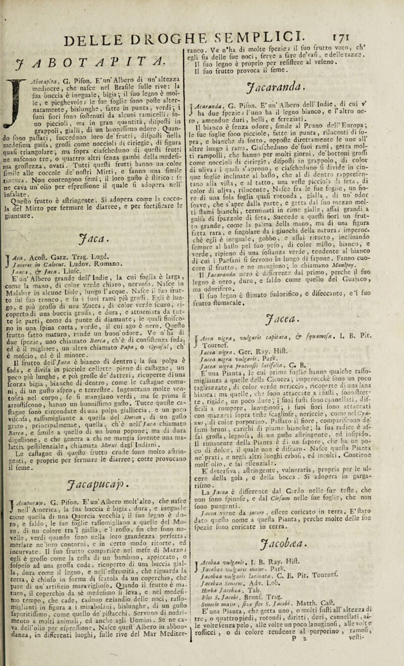 DELLE DROGHE SEMPLICI. 171 JABOT AVITA. Abotapira. G. Pifon. E’un’Albero di un altezza mediocre) che nafce nel Brafile tulle rive: la fua buccia è ineguale, bigia*, il fuo legno e mol¬ le, e pieghevole; le fue foglie fono pofte alter¬ natamente, bislunghe, fatte in punta, verdi, 1 fuoi fiori fono foftenuti da alcuni ramiceli; ; fo¬ no piccioli, ma in gran quantità, ditpofìi in grappoli, gialli, di un buonilfimo odore. Quan¬ ta fono paffati, fuccedono loro de fruttidilpolti nella medeftma guifa, groflì come noccioli di ciriegie, di figura quafi triangolare-, ma fopra ciafcheduno ai quelli frutti ne nafcono tre, o quattro altri lenza gambi dellamedeli- ma groffezza, ovati. Tutti quelli frutti hanno un color fimile alle coccole de’noli ri Mirti, e ianno^ ima limile tintura. Non contengono femi ; il loro gufto e (lirico: le ne cava un’olio per efprelfione il quale ti adopera n.ll nfalate. . , , Quello frutto è aftringente. Si adopera come h cocco¬ la del Mirto per fermare le diarree, e per fortificare le giunture. Jaca. lAcct. Acoll. Garz. Trag. Lugd. J Jaceros in Calecut. Ludov. Romano. Jaacx, Jaca. Linfe. r E’un’Albero grande dell’Indie, la cui fogna e larga, come la mano, di color verde chiaro, nervolo. Nalce in Malatar in alcune Ifole, lungo Tacque^. Nafce il tuo trut- to lui fuo tronco, e lu i tuoi rami piu grodi. Egli c lun¬ go, e più groflo di uria !£ucca , di coloi ver..e temo, iì- copertodi una buccia grolla, e dura, e attorniata da tut te le parti, come da punte di diamante, le quali finifeo no in una fpina corta, verde, il cui ago è nero. Quello frutto fatto maturo, rende un buon’odore. Ve n ha di due Ipezie, uno chiamato Barca, eh e di confluenza loda, ed è il migliore, un altro chiamato Papa, o Gyrofal, eh' è mofeio, ed è il minore. , Il frutto dell'Jaca è bianco di dentro; la lua polpa e {oda, e divifa in picciole cellette piene di cavagne, un poco più lunghe, e più grolle de’datteri, ricoperte di una feorza bigia, bianche di dentro, come le caftagne comu¬ ni, di un gufto alpro, e terreftre. Ingenerano molte ven- tolità nel corpo, fe fi mangiano verdi, ma fe prima li arroftifeono, hanno un buonilìimo gufto. Tutte quelle ca¬ ftagne fono circondate di una polpa gialliccia, e un poco vifcoftt j rallomigliance a quella del ^Doyioyi 5 di un gulto grato, principalmenae, quella, eh e nell Jcica chiamato Barca, e limile a quello di un buon popone; ma di dura digeftione, e che genera a chi ne mangia fovente una ma¬ lattia peftilenziale , chiamata Morxi dagl’indiani . Le caftagne di quello frutto crude fono molto aftrin- genti, e proprie per fermare le diarree, cotte piovocano il ferne. raneo. Ve n’ha di molte fpezie; il fuo frutto voto, eh egli fia delle fue noci, ferve a fare de vali, e delie tazze. Il fuo legno è proprio per refiftere al veleno. Il fuo frutto provoca il feme. Jacaranda. } Ac arancia. G. Pifon. E’un’Albero dell’Indie, di cui v’ J ha due fpezie; l’uno ha il legno bianco, e 1 altro ne¬ ro, amendue duri, belli, e fcreziati. Il bianco è lenza odore, fimile al Pruno dell’Europa; le fue foglie fono picciole, fatte in punta, rilucenti di fo¬ pra, e bianche di fotto, oppofte direttamence le une all’ altre lungo i rami. Ciafcheduno de fuoi rami, getta mol- ti rampolli, che hanno per molti giorni, de’bottoni grotti come noccioli di ciriegie, difpofti in grappolo, di color di uliva; i quali s’aprono, e ciafcheduno fi divide in cin¬ que foglie inclinate al bailo, che al di dentro rappieis. ti¬ tano aìla vifta, e al tatto, una vefte picciola h feta, di color di uliva, rilucente. Nafce fra le fue fogne, un fio¬ re di una fola foglia quafi rotonda , gialla , di un odor foave, che s’apre dalla parte, e getta dal luo mezzo mol¬ ti (lami bianchi, terminati in cime gialle, aliai grandi a pUifa di fpazzole di feta. Succede a quelli fiori un frut¬ to grande, come la palma della mano, ma di una figura fatta rara, e fingolare da i giuochi della natura; imperoc. chè egli è ineguale, gobbo, e aliai ritorto, inclinando fempre al ballo pel fuo pefo , di color mifto, bianco, e verde, ripieno di una loftanza verde, tendente al bianco di cui i Paefani fi fervono in luogo di fapone. Fanno cuo¬ cere il frutto, e ne mangiono; lo chiamano Manlpoy 'il Jacaranda nero è differente dal primo, perche il luo legno è nero, duro, e laido come quello del Guajaco, ma odorifero. , ... ,.r _ „ r Il fuo legno è (limato ludorifico, e dileccante, e 1 .uo frutto ftornacale. Jace a. Jacapucajo. f Acapucajo. G. Pifon. E’un’ Albero molt’alto, che nafce J nell' America, la fua buccia è bigia , dura, e ineguale come quella di una Quercia vecchia; il iuo legno è du¬ ro. e faldo, le lue foglie raffomigliano a quelle del Mo¬ ro” di un colore tra’l giallo, e’1 rodo, fin che fono no¬ velle, verdi quando fono nella loro grandezza perfetta, merlate ne loro contorni, e in certo modo ritorte, ed incurvate. Il fuo frutto comparirne nel mefe di Marzo; egli è grolle coinè la tefta di un bambino, appiccato, o .fofpelo ad una grofia coda, ricoperto di una buccia gial¬ la, dura come il legno, e nell eftremita, che riguarda la terra, è chiuio in forma di (catola da un coperchio, che pare di un’artifizio maravigliofo. Quando il frutto è ma- turo, il coperchio da sè medelimo li leva, e nel medeli- mo tempo, che cade, cadono eziandio delle noci, rafìo- miglianti in figura a i mirabolani, bislunghe, di un gufto faporitiffimo, come quello de’piftacchi. Servono di nodri- mento a molti animali, ed anche agli Uomini. Se ne ca¬ va dell’olio per efpreftione. Nafce quell Albero in abbon¬ danza, in differenti luoghi, Tulle rive del Mar Mediter- ) I Acca nìgra, vulgaris capitata, & fauamofa. I. B. Pit. j Tournef. Jacea migra. Ger. Ray. Hift. Jacea migra vulgaris. Park. Jacea migra pratenfìs latifo’ia. C. B. E’una Pianta, le cui prime foglie hanno qualche rallo- miglianza a quelle della Cicorea ; imperocché fono un poco tagliuzzate, di color verde nericcio, ricoperte di una ;ana bianca: ma quelle, che lono attaccate a itulli , ionoftiet* te, rigide, un poco dure; i fuoi fufti fono cannellati, dif¬ ficili a rompere, lanuginofi; i fuoi fiori fono attaccati con màzzeri fopra tede fcagliofe , nericcie , come nel Cya- nus, di color porporino. Pailato il fiore, compari.cono de fimi bruni, carichi di piume bianche; la lua radice e af¬ fai grolla, legnofa, di un gufto aftringente, ed inlipido. * Il rimanente della Pianta e di un fapore, che ta un po- | co di dolce, il quale non è difearo. Nafce quella Pianta ne’prati, e negli altri luoghi erboii, ed incolti. Contiene molt’ olio , e fai elfenziale. E’ detersiva, aftringente, vulneraria, propria per ie ul- | cere della gola , e della bocca . Si adopera in garga- La Jacea è differente dal Cardo nelle fue tede, che non fono fpinofe, e dal Cìrfum nelle fue foglie, che non fono pungenti. Jacea viene da jacere, edere coricato in terra. E ‘tato dato quello nome a quella Pianta, perche molte delle lue fpezie fono coricate in terra. Jacob (ta¬ si Acob&a vulgaris, I. B. Ray. Hift. } Jacob&a vulgaris major. Park. Jacob&a vulgaris lacimata. C. B. Plt. TournCi. /acob&a Semecto. Adv. Lob, Herba Jaccb&a. Tab. Flos S. J ac obi. Brunf. Trag. Senecio major , fìve jìos S.Jacob't. Matth. Cali, E’una Pianta, che getta uno, o molti fufti all altezza di tre, o quattro piedi, rotondi, diritti, duri, cannellati, al¬ le voltei'enzapelo, alle volte un poco lanuginofi, alle volt e rollìcci , o di colore tendente al porporino, ramofi, p 2 velli-