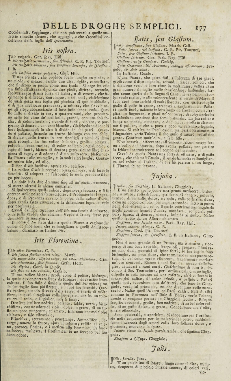 Occidentali, Soggiunge, che non può recarli a quelle ma¬ lattie rimedio alcuno, che ugguagli, oche s accolli all’ec¬ cellenza della foglia dell' Ipecacuanha, I Iris nofira. Ris vulgarìs. Ger. Ray, Hirt. Iris vulgarìs Germanica , Jìve fylvefiri. C. B. Pit. Tournef. Iris vulgarìs violate a , Jìve purpurea hovtenfìs, & JylveJlrìs . I. B. Iris latìfolìa major vulgarìs, Ciuf. Hirt. E’una Pianta , che produce foglie lunghe un piede, o un piede, e mezzo, larghe due dita, rigide, cannellate, che finifcono in punta come una fpada . Si erge fra elle un furto all’altezza di circa due piedi, diritto, rotondo, fpolverizzato di una forta di farina, o di cenere, che fa¬ cilmente fi dirtacca, con cinque, o fei nodi, ciafcheduno de’quali getta una foglia più picciola di quelle abballo , e di una mediocre grandezza, a mifura, che s’avvicina¬ no all’alto, abbracciando il loro furto fenza coda. Que- rto furto fi divide in tre, o quattro rami, che produco¬ no nelle lor cime de’fiori belli, grandi, con una fola fo¬ glia, di color cinerizio , e verde di fuori, violato, o por¬ porino didentro, con vene bianche . Ciafcheduno di quelli fiori^ {palancandoli in alto fi divide in fei parti . Quan¬ do è partito, fuccede un frutto bislungo con tre corte. Si divide quello frutto in tre riportigli ripieni di femi quafi rotondi. La fua radice è lunga , grotta , piegata , polpofa, fenza tunica, di color rotticelo, ogialliccio, o bigio di fuori, bianco di dentro; getta alcune fila; è ri¬ piena di fugo, e di odore; è di un gulloacro. Nafce que¬ lla Pianta Culle muraglie, e in molti altri luoghi. Contie¬ ne molto fale, ed olio. Il fior d’Iris incifivo, aperitivo, cefalico. La radice d'iris è recente, purga di l’opra , e di fotlole fierohtà . Si adopera nell’idropifia; fe ne la prendere il fu¬ go per bocca. La dofe è da due dramme fino ad un’oncia, e mezza. Si mette altresì in alcuni empiaftri. Si {polverizza quella radice, dopo averla feccata, e fi fa [ entrare nelle polveri ftarnutatorie. I Profumieri di Lingua- ( doca, e di Provenza cavano la polpa dalla radice d’iris, \ . „ , .... _ dopo averla fatta cuocere, e la diftendono fopra le tele | e con un noccioloortbfo, bislungo , rotondo^ fatto in punta per profumarle. j nelle due eftremità, rotto, il quale contiene una mandorla Cavali dal fior turchino dell’/w una fpezie di eftratto, grotta come un femedi Zucca, mondata, rofficcia , pol- o di parta verde, che chiamarti Verde d'iride, ferve per porta, bianca di dentro, oleofa, infipida al gufto. Nafce dipingere in miniatura. quello frutto da un Albero chiamato Il nomi d’iris fiato dato a quella Pianta a cagione de’ Zìvyphus, Jìve Jujuba major. Park. Ray. Hirt. colori de’fuoi fiori, che raflbmigiiano a quelli dell’Arco- | Jujuba majores oblongA. C. B, Zìzyphus. Dod. Pit. Tournef. Zìvypha fatìva, & JylveJlrìs, J. B. in Italiano , Gìuct- lfatis, feu Glajlum• fSatis domejlicum, Jìve Glajlum. Matth. Cali. ljatìs Jal iva , vel latìfolìa. C. B. Pit. Tournef. ijatìs, Jìve Glajlum fativum, I. g. Glaftum fativum. Ger. Park. Ray. Hirt. Glajlum , vulgo Guadum . Caefalp. ljatìs Gracorum. Nil Avicenna, Indìottm offcìnarum . Fra- gofo , & Anìr alìud, In Italiano, Guado. E una Pianta, che getta furti all’altezza di tre piedi, grorti come il dito mignolo, rotondi, rigidi, rofiicci, che fi dividono verfo le loro cime in molti rami, veftiti di un gran numero di foglie mede fenz’ordine, bislunghe, lar¬ ghe come quelle della lingua di Cane, fenza pello, di co¬ lor verde carico , e alle volte tendente al verde di Mare . I luoi rami fono carichi di molti fioretti, con quattro foglie gialle difporte in croce, attaccati a gambi minuti. Patta¬ ti quelli fiori, nafcono in loro luogo de’frutti piccioli, ta¬ gliati in linguette, e piani ne’contorni, di color nericcio;' ciafcheduno contiene due femi bislunghi. La fuaradiceè lunga un piede, e mezzo, o due piedi, grotta in alto cor me il pollice, e che a poco a poco va calando, legnofa, bianca. Si coltiva ne Paefi caldi; ma particolarmente in Linguadoca yerfoTolofa; il fuo gurto è amaro, edaftrin- gente. Contiene moit’olio, e falò fitto, E’ vulneraria , difeccante, artringente ; alcuni ne applica¬ no a!collo de! braccio, dopo averla pettata, per guarire la febbre intermittente nel tempo del tremito. Cavarti da quella Pianta una forta di ertratto, o diparta lecca, che chiamarti Guado, il quale ha molta raftbmiglian- za nel colore all’Indaco, di cui ho parlato a fuo luogo» l Tintori fc ne lervono. Jujuba . ! Ujuba, Jeu Zìvypba. In Italiano, Giuggiola. ' E’un frutto grotto come una pruna mediocre, bislun¬ go, o ovato, rotto difuori, gialliccio di dentro, polpofo, tenero, di un gufto dolce, evinofo, colla pelle aliai dura. baleno 3 chiamato in Latino Iris. Iris Fiorentina. T Ris alba Fiorentina , C. B. Iris fat'.va Jloribus nivei coloris . Matth. Iris major alba. Iliy rie a vulgo , vel porius Fiorentina , Cam» Iris Fiorentina , Jìve faentina. Gefn. Hort, Iris Vlyrìca. Cord, in Diofc. Iris flore ex toto candido. Caefalp. una radice bianca, grotta come il police, bislunga, giolo Non è men grande di un Pruno, ma è ritorto , rico¬ perto di una buccia ruvida, fcropulofa, crepata. I fuoi ra¬ mi fono duri, guerniti di Ipine forti; le fue foglie fono bislunghe, un poco dure, che terminano in una puntaot- tuia, di bel color verde rilucente, leggermente merlate ne’loro contorni. Efcono i fuoi fiori d'ai mezzo delle fo¬ glie , attaccati a rami corti. Ciafcheduno di loro è fe¬ condo il Sig. Tournefort, per l'ordinario di cinquefoglie, E una radice bianca, grotta come il police, bislunga,! difpofte in rota intorno ad una rofetta, eh’è collocala in la quale ci vien portata lecca da Firenze , dove nafce fenza i mezzo de) calice, di color erbofo , o pallido . Pattati coltura. Il fuo furto è fimile a quello dell’iw noJlras\ ma’ ^cedono loro de’frutti, che fono le Giug- le fue foglie fono piùftrette, e i fuoi fiori bianchi. Que- §io^e > ver(ii bui principio, ma che diventano rotte matu- fta radice, quando fi cava dalla terra, è fparfa di irrite raBc^° • Nabce quell’Albero ne’ Paefi caldi . Egli è affai fibre, le quafi fi tagliano collafuperfizie, che ha uncoio-' Comune in Provenza nel!’ Ifole di Yeres, verfo Tolone, re tra il rotto, e il giallo; indi fi fecca. i donde ci vengono portate le Giuggiole fecche . Bifogna Dee fceglierfi ben nodrita, pefante , falda, netta, bian- ' JcegUerlc recedi, grolle, ben nodrite , di un bel color rof- cbittìma, conunodoredi viola, dolce, egrato, di ungu-' bo, diun gurto dolce, e grato. Contengono molt’olio. fio un poco pungente, ed amaro. Ella contienemolt’olio efaltato , e fale ettenziale. E’incifiva , attenuante , penetrante. Ammollifce , de-' terge, muove lo fputo, ajuta il refpiro ; rettile al vele-1 no, provoca l’orina, e i meftrui alle Femmine. Fa buo¬ na bocca, marticata. I Profumieri fe ne fervono pel fuo buon odore. e fale ettenziale. Sono pettorali, e aperitivo. Si adoperano per l’ordina¬ rio nelle acque cotte per le malattie del petto, raddolci¬ rono l’acrezza degli umori colla loro fortanza dolce , e glutinofa; muovono Io fputo. Jujuba viene da Jujube parola Araba, che fignifica Giug¬ giola. Zix.yphus a Giuggiolo. Julis. JUlis. Jtirella. Jura. E un pefciolino di Mare, lungo come il dito, minu¬ to, ricoperto di picciolo fquame tenera, di colori varj, vio-