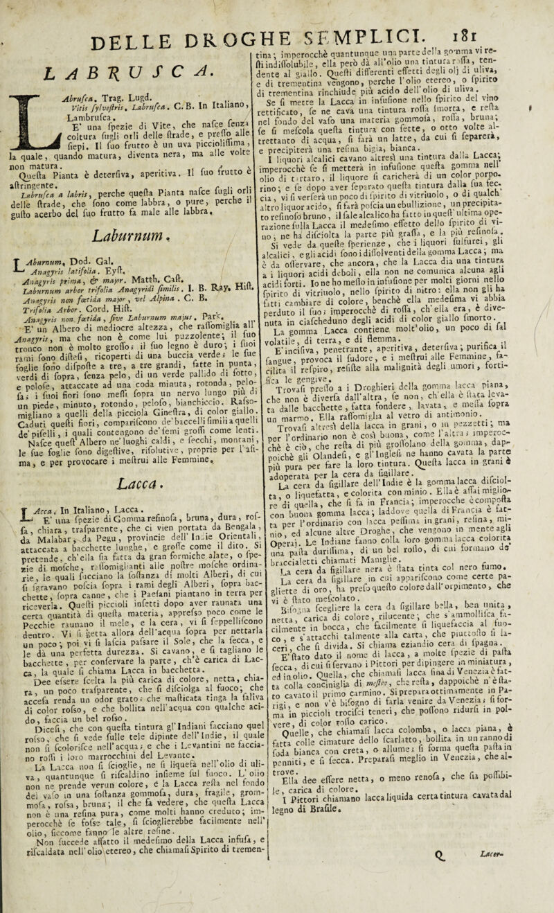 A B T(U S C A. Abrufca. Trag. Lugd. Vitis fylvejlris. Labrufca. C.B. In Italiano, Lambrufca. _ r E’ una fpezie di Vite, che nafce lenza coltura fu gli orli delle ftrade, e predo alle , fiepi. Il fuo frutto è un uva piccioliflima^ la quale, quando matura, diventa nera, ma alle volte Quella Pianta è deterfìva, apentiva. Il tuo frutto e ^Lrìrufc* * labris, perche quella Pianta nafce fu gli orli delle llrade, che fono come labbra, o pure, perche il gulto acerbo del fuo frutto fa male alle labbra « Ldburnum, T Aburnum% Dod. Gal. ’L-» Anagyrìs latifolìa. Eyft« Anagyrìs prima ^ & major. Matth. Cali. Laburnum arbor trifo/ta Anagyridì fimilis. I. B. R,ay. Hllt. Anagyrìs non fastida major } voi Alpina . C. B« Trifo/ìa Arbor. Cord. Hill. Anatyrìs non fottida , five Laburnum ma jus. Par,. E’ un Albero di mediocre altezza, che ralìomigha al* Anagyrìs, ma che non è come lui puzzolente; il Ino tronco non è molto grolTo; il fuo legno e duro; 1 luoi rami fono diflefi, ricoperti di una buccia verde ; le lue foglie fono difpolle a tre, a tre grandi, fatte in punta, verdi di fopra, fenza pelo, di un verde pallido di lotto, e peìofe, attaccate ad una coda minuta, rotonda, pe lo¬ fi J i fuoi fiori fono meli! fopra un nervo lungo piu di un piede, minuto, rotondo, pelofo, bianchiccio. Ralso- migliano a quelli della picc-ioJa Gineftra, di color giallo. Caduti quelli fiori, comparifcono de baccelli fimih a quelli de’pifelli, i quali contengono de’fienai groftì come lenti. Nafce quell’ Albero ne luoghi caldi, e fecchì, montani, le fue foglie fono digeflive, rifolutive, proprie per fall¬ irla, e per provocare i meftrui alle Femmine., Latice $ « LAcca. In Italiano, Lacca . E’ una fpezie di Gommarefinofa, bruna, dura , rol- fa, chiara, trafparente, che ci vien portata da Bengala, da Malabar f\da Pegu , provincie dell’In aie Orientali, attaccata a bacchette lunghe, e grolle come il dito. Si pretende, ch’ella fi a fatta da gran formiche alate, o lpe- zie di mofche, raffomiglianti alle polire mofiche ordina¬ rie, le quali facciano la fidanza di molti Alberi, di cui fi fgravano pofcia fopra i rami degli Alberi, fopra bac¬ chette , fopra canne , che i Paelani piantano in terra per riceverla. Quelli piccioli infetti dopo aver raunata una certa quantità di quella materia, apprefso poco come le Pecchie raunano il mele, e la cera, vi fi feppelli.cono dentro. Vi li getta allora dell’acqua fopra per nettarla un poco; poi vi fi lafcia pafsare il Sole, che la fecca, e le dà una perfetta durezza. Si cavano, e fi tagliano le bacchette , per confervare la parte, ch’e carica di Lac¬ ca. la quale fi chiama Lacca in bacchetta. Dee efsere fcelta la più carica di colore, netta, chia¬ ra, un poco trasparente, che fi difciolga al fuoco; che accefa renda un odor grato; che mafticata tinga la falìva di color rofso, e che bollita nell’acqua con qualche aci¬ do, faccia un bel rofso . . r Dicefi, che con quella tintura gl Indiani tacciano quel rofso ' che fi vede Tulle tele dipinte dell'Indie, il quale non fi fcolorifce nell’acqua;, e che i Levantini ne faccia¬ no rodi i loro marocchini del Levante. La Lacca non fi feioglie, ne fi liquefa nell olio di uli¬ va , quantunque fi ribaldino infieme fui fuoco. L mio non ne prende verun colore, è ia Lacca rena nel fondo dei varo in una follanza gommofa, dura, fragile, grom¬ mosa, rofsa, bruna ; il che fa vedere, che quella Lacca non è una refina pura, come molti hanno creauto; im¬ perocché le fofse tale, fi feioglierebbe facilmente nell’ olio, ficcome fanno le altre refine. Non fuccecie adatto il medefimo della Lacca intula, e ribaldata nell’olio etereo, che chiamafiSpirito di tremen¬ tina; imperocché quantunque una parte del,a gomma vi re- ftiindiffol ubile, ella però dà all’olio una tintura rolla, ten¬ dente al giallo. Quelli differenti effetti degli olj di uliva, e di trementina vengono, perche 1 olio etereo, o tpinco di trementina rinchiude più acido dell olio di uliva. > Se fi mette la Lacca in infufione nello fpinto del vino rettificato, fe ne cava una tintura roda tmorca, c reità nel fondo del vafo una materia gommoia, rolla, bruna, fe fi mefcola quella tintura con fette, o otto volte al¬ trettanto di acqua, fi farà un latte, da cui fi leparera, e precipiterà una refina bigia, bianca. I liquori alcalici cavano altresì una tintura da,la Lacca, imperocché fe fi metterà in infufione quella gomma ne olio di tartaro, il liquore fi caricherà di «n co or porpo¬ rino; e fe dopo aver feparato quella tintura dalla lua tee. eia , vi fi verferà un poco di lpirito di vitriuolo , o di qualcn altro liquor acido, fi farà pofcia un ebullizione, un precipita¬ to refinofo bruno , il fale aleatico ha fatto in quell ultima ope¬ razione fulla Lacca il mede fimo effetto dello lpirito ai vi¬ no; ne ha difciolta la parte più graffa, e la pm relmola. Si vede da quelle fperienze , che i liquori iulrurei, gli alcalici, e gli acidi fono idifiolventi della gomma Lacca; ma è da offervare, che ancora, che la Lacca dia una tintura a i liquori acidi deboli, ella non ne comunica alcuna agli acidi forti Io ne ho metto in infufione per molti giorni nello fpirito di vitriuolo, nello fpirito di nitro; ella non gli ha fatti cambiare di colore, benché ella medefitna vi abbia perduto il fuo; imperocché di roffa, eh ella era, e dive nuta in ciafcheduno degli acidi di color giallo fmorto La gomma Lacca contiene mole olio, un poco di lai volatile, di terra^ e di flemma.c ., E’incifiva, penetrante, aperitiva, deterfìva ; purifica u fangue, provoca il fudore, e i meftrui alle Femmine , ta¬ llita il refpiro, refifte alla malignità degli umori, forti- 1 Trovafi pretto a i Droghieri della gomma lacca piana, che non è diverfa dall’altra, fe non, ch'ella e Hata leva¬ ta dalle bacchette , fatta fondere lavata,, e mena fopra un marmo. Ella ralìomigha al vetro di antimonio. _ Trovafi altresì della lacca in grani, o in pezzetti ; ma per Fordinario non è cosi buona, come l a,tra; imperoc- rhè è ciò, che refta di piu grolìolano della gomma, dap¬ poiché gli Olandefi, e gl’ Inglell ne hanno cavata, la parte più pura per fare la loro tintura. Quella lacca in „ram è adooerata p'er la cera da figillare. . . La cera da figillare dell’Indie è la gommalacca difciol- ta, o liquefatta, e colorita con minio. Ella e aliai miglio¬ re di quella, che fi fa in Francia; imperocché ecompofta con buona gomma lacca; laddove quella di Francia e fat¬ ta ner l’ordinario con lacca peflinu ingrani, retina, mi¬ nio ed alcune altre Droghe, che vengono in mente agli Onerai. Le Indiane fanno colla loro gommalacca colorita una palla durilfima, di un bel rollo, di cui formano de braccialetti chiamati Maniglie. I a cera da figillare nera e fiata tinta co! nero fumo, cera da Sigillare in. cui apparirono come certe pa¬ gliette di oro, ha prefo quello colore dall* orpimento. Che vi è (lato mefcolato. , ,, , Hifomia Scegliere la cera da figillare bella, ben unita , nettai carica di colore, rilucente; che s ammollila fa¬ cilmente in bocca, che facilmente fi liquefacela al mo¬ ro e s'attacchi talmente alla carta, che piuctofto li la¬ ceri che fi divida. Si chiama eziandio cera di Ipagna. Enfiato dato il nome di lacca, a molte Ipezie di palta fecca, di cui fi fervano i Pittori per dipingere in miniatura , lPrG'L Q1 LUI II tei Vauv i 1 r--f- ed inolio. Quella, che chiamali lacca fma di Venezia e fat¬ ta colla conciniglia di meft* y che refta, dappoiché ne fia¬ to cavatoli primo carmino. Si prepara ottimamente in Pa¬ ria; e non v’è bifogno di farla venire da Venezia; fi for¬ ma in piccioli trocifci teneri, che pofiono ridurfi in pol¬ vere, di color rollo carico. . Quelle, che chiamafi lacca colomba,, o lacca piana, è fetta colli cimature dello («riatto, bollita in un rannodi foda bianca con creta, o allume a fi forma quella parta m penniti, e fi fecca. Preparafi meglio in Venezia, cheal- trElla dee effere netta, o meno renofa, che fa poftibi- le, carica di colore. . . . I Pittori chiamano lacca liquida certa tintura cavata dal legno di Brafile. T.artrm