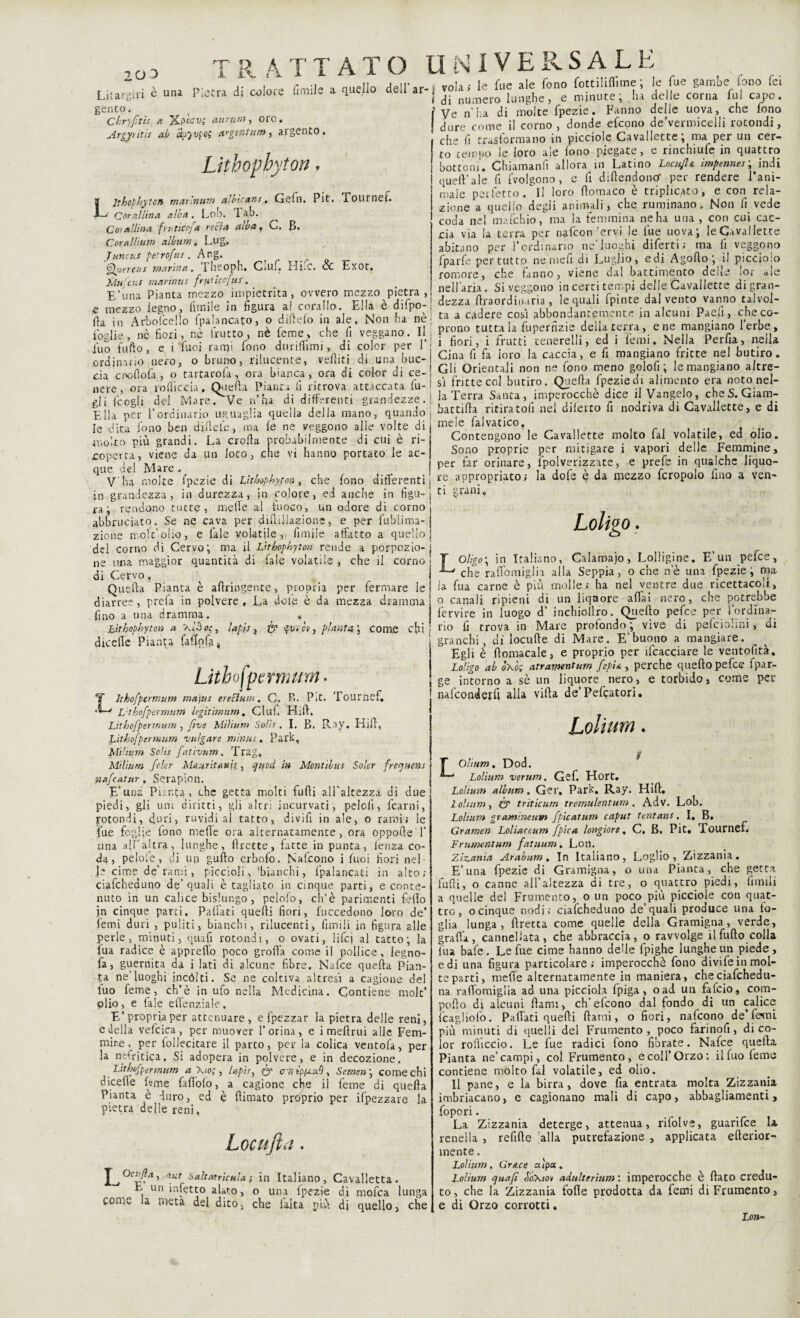 Pietra di colore fiorile a quello dell'ar-i volar le fue ale fono fottilifiime ; le fu e gambe, fono f=, zoo Li;ardivi è una genco. Chryfitis a Xpccvg anno?), oro. Argytìùs ab a?} vfo( argentum ) argento. Lithophytoit Exot. Llthopbyton marinum albirans, Gefn. Pit. Tournef. Corallina alba . Lob. 1 ab. Coi aliina fruticofa rechi alba, C. B. Cora Ih a m album, Lug, Juncus petrofus. Ang. Qjiercns marina, Theoph. Ciuf, Hifc. & Mu/cus marinus frutìerfus. E,’una Pianta mezzo impietrita, ovvero mezzo pietra, « mezzo legno, limile in figura af corallo. Ella è difpo-: Ila in Arboscello [palancato, o dirtelo in ale. Non ha nè j foglie , nè fiori, nò frutto, nè feme, che fi veggano. Ili Ilio fufio, e i luci rami fono duriflìmi, di color per l’j ordinano nero, o bruno, rilucente, velliti di una bue-! eia cr-oflofa , o tartarofa, ora bianca, ora di color di ce-; nere, ora rolìiccia, Quella Pianta fi ritrova attaccata fu-I gli fcogli del Mare. Ve n’ha di differenti grandezze.! Elia per l’ordinario uguaglia quella della mano, quando, le dita fono ben di fiele, ma le ne veggono alle volte di molto più grandi. La crolla probabilmente di cui è ri¬ aperta, viene da un loto, che vi hanno portato le ac¬ que del Mare.. V'ha molte i’pczie di Lìtbophyton, che fono differenti in grandezza, in durezza, in colore, ed anche in figu¬ ra; rendono tutte, mefie al fuoco, un odore di corno abbruciato. Se ne cava per difliilazione, e per fublima- zione mole’olio, e l'ale volatile, fumile affatto a quello del corno di Cervo; ma il Lìthovhyton rende a porpozio- una maggior quantità di fale volatile , che il corno Cervo. Quella Pianta è afiringente, propria per fermare le diarree, prefa in polvere. La «iole è da mezza dramma fino a una dramma. » làthopbyton a \Ì3oc, lapis, & putev, pianta \ come dtcelTe Pianga faiipOt # ne di chi Lithofpermmn T Ithoffcrmum majus ereElum, C. J Lahofpermum legitìmnm. Ciuf five Mìlium Solis R. Pit. Hill, Tournef. B. Ray. Hill, Lithcfpcrmum , fivs Mìlium Solis. I. Lithofpcrmum vulgate minia. Park, Mihum Sohs fativum. Trag. Mìlium fclcr Maurìtanh, quoti in Montìbus Soler frequens nafeatur, Serapion. E'una Pianta, che getta molti furti all'altezza di due piedi, gli um diritti, gli altri incurvati, pelolì, [carni, Rotondi, duri, ruvidi al tatto, divifi in ale, o rami; le fue foglie fono meOe ora alternatamente, ora opporte 1’ una all’altra, lunghe, rtrette, fatte in punta, fenza co¬ da, pelolc , di un gurto erbofo. Nafcono i luoi fiori nel Je cime de’rami, piccioli, 'bianchi, [palancati in alto; ciafcheduno de’quali è tagliato in cinque parti, e conte¬ nuto in un calice bislungo, pelofo, eh’è parimenti fello in cinque parti. Partati quelli fiori, Recedono loro de’ leini duri , puliti, bianchi, rilucenti, fimi li in figura alle perle, minuti, quafi rotondi, o ovati, lifcj al tatto; la lua radice è appiedo poco grolla come il pollice, legno- fa, guernita da i lati di alcune fibre. Nafce quella Pian¬ ta ne’luoghi incólti. Se ne coltiva altresi a cagione del luo feme, ch’è in ufo nella Medicina. Contiene molt’ olio, e fate eflenziale. E’propria per attenuare, e fpezzar la pietra delle reni, e Iella vefcica, per muover l’orina, e i mefirui alle Fem¬ mine, per follecitare il parto, per la colica ventola, per la nefritica. Si adopera in polvere, e in decozione. Lithofpennum a \io;, lapis, (y crTjÉppcaS, Semcn\ come chi dicerte bme fattolo, a cagione che il feme di quella Pianta è duro, ed è rtimato proprio per ifpezzare la pietra delle reni, Locufi a I t > *** Saltatricula ; in Italiano, Cavalletta. E un infetto alato, o una fpezie di mofea lunga come la meta del dito, che l'alta più di quello, che di numero lunghe, e minute; ha delle corna fui capo, Ve n’ha di molte fpezie. Fanno delle uova, che fono dure come il corno, donde efeono de’vermicelli rotondi, che fi rrastormano in piccioie Cavallette; ma per un cer¬ to tempo le loro ale fono piegate, e rinchiufe in quattro bottoni'. Chiamanfi allora in Latino Locufia ìmpennes; indi quell'ale fi [volgono, e fi diftendonor per rendere l’ani¬ male perfetto. Il loro rtomaco è triplicato, e con rela¬ zione a quello degli animali, che ruminano. Non fi. vede coda nel marchio, ma la femmina ne ha una, con cui cac¬ cia via la terra per ngfcon ’crvi le fue uova; le Cavallette abitano per l’ordinario ne’luoghi difetti; ma fi veggono fparfe per tutto nemefi di Luglio, edi Agoflo ; il picciolo romore, che fanno, viene dal battimento delle ior ale nell’aria. Si veggono in certi tempi delle Cavallette di gran¬ dezza rtraordinaria , le quali fpinte dal vento vanno talvol¬ ta a cadere così abbondantemente in alcuni Paelì, che co¬ prono tuttala fupernzie della terra, e ne mangiano [erbe, i fiori, i frutti cenerelli, ed i femi. Nella Perfia, nella Cina fi fa loro la caccia, e fi mangiano fritte ne! butiro. Gli Orientali non ne fono meno golofi ; le mangiano altre¬ sì frittecol butiro. Quella fpeziedi alimento era noto nel¬ la Terra Santa, imperocché dice il Vangelo, cheS.Giam- battirta ritiratoli nel difetto fi nodriva di Cavallette, e di mele falvatico, Contengono le Cavallette molto fai volatile, ed olio. Sono proprie per mitigare i vapori delle Femmine, per far orinare, [polverizzate, e prefe in qualche liquo¬ re appropriato; la dofe è da mezzo fcropolo lino a ven¬ ti grani, Loligo. LOlìgo; in Italiano, Calamajo, Lolligine. E’un pefee, che rart ornigli a alla Seppia, o che ne una fpezie ; ma la fua carne è più molle; ha nel ventre due ricettacoli, o canali ripieni di un liquore aliai nero, che potrebbe fervire in luogo d’ inchiollro. Quello pefee per l’ordina rio fi trova in Mare profondo ; vive di pefciolini, d granchi, di locufte di Mare. E’buono a mangiare. Egli è ftomacale, e proprio per Scacciare le ventofità. Lolìgo ab òxk atramentum fcpi&, perche quello pefee fpar- ge intorno a sè un liquore nero, e torbido, come per nafeonderrt alla villa de’Pefcatori. di Lolium. L Oliar». Dod. Lolium verum. Gef. Hort. Lolitan album, Ger. Park. Ray. Hill. I olutm, (y trìticum tremulentum . Adv. Lob. Lolium gr amine um fpicatum caput tentato. I, B. Gramen Lolìaccum /pica longiore, C. B. Pit. Tournef. Frumcntum fatuum. Lon. Zizzania Arabnm, In Italiano, Loglio, Zizzania. E’una fpezie di Gramigna, o una Pianta, che getta furti, o canne all’altezza di tre, o quattro piedi, limili a quelle del Frumento, o un poco più piccioie con quat¬ tro, ocinque nodi; ciafcheduno de’quali produce una ta¬ glia lunga, ftretta come quelle della Gramigna, verde, grafia, cannellata, che abbraccia, o ravvolge il furto colla fua bafe. Le fue cime hanno delle fpighe lunghe un piede , edi una figura particolare; imperocché fono divife in mol¬ te parti, mefie alternatamente in maniera, checiafchedu- na ralTomiglia ad una picciola fpiga, oad un fafeio, com¬ porto di alcuni (lami, eh’efeono dal fondo di un calice fcagliofo. Partati quefti ftarni, o fiori, nalcono de’ ferni più minuti di quelli del Frumento, poco farinofi, di co¬ lor rofiìccio. Le fue radici fono fibrate. Nafce quella Pianta ne’campi, col Frumento, e coll’Orzo: ilfuo feme contiene molto fai volatile, ed olio. Il pane, e la birra, dove fia entrata molta Zizzania imbracano, e cagionano mali di capo, abbagliamenti, fopori. La Zizzania deterge, attenua, rifolve, guarifee la renella , relitte 'alla putrefazione , applicata efterior- mente. Lolium . Gr&ce dipo.. Lolium quafi bo\m adulterìimi : imperocché è flato credu¬ to, che la Zizzania forte prodotta da femi di Frumento, e di Orzo corrotti. Lo»-