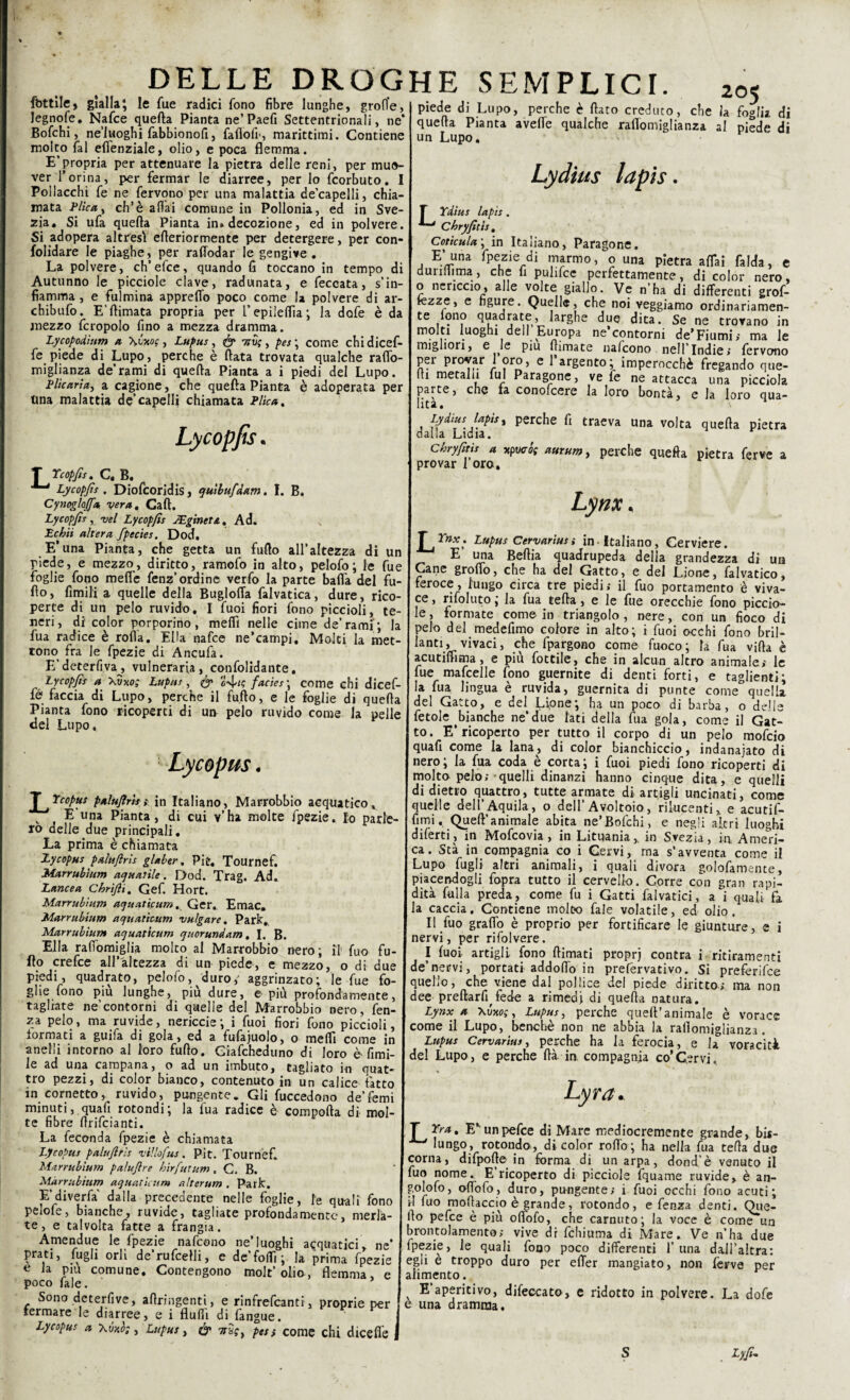 Lydius lapis. fattile, gialla; le fue radici fono fibre lunghe, grofl'e, I piede di Lupo, perche è flato creduto, che il Cet5Ur?f-Plarta r n ^-ae^ Seft^nt.ri0nal1 ». ne quefta Pianta avelie qualche raflomiglianza al Bolchi, ne luoghi labbionofi, falìofl, marittimi. Contiene | un Lupo. molto fai effenziale, olio, e poca flemma. E’propria per attenuare la pietra delle reni, per muo¬ ver l’orina, per fermar le diarree, per lo fcorbuto. I Pollacchi fe ne fervono per una malattia de’capelli, chia¬ mata Plica, eh’è a Hai comune in Pollonia, ed in Sve¬ zia. Si ufa quefta Pianta in. decozione, ed in polvere. Si adopera altresì efteriormente per detergere, per con- folidare le piaghe, per raflodar le gengive. La polvere, eh’elee, quando fi toccano in tempo di Autunno le picciole clave, radunata, efeccata, s’in¬ fiamma , e fulmina appreffo poco come la polvere di ar- chibufo. E'ftimata propria per l’epileflìa; la dofe è da mezzo fcropolo fino a mezza dramma. Lycopodium a \\iwc, Lupus, ó* itv;, pes ; come chidicef- fe piede di Lupo, perche è ftata trovata qualche raffo- miglianza de’rami di quefta Pianta a i piedi del Lupo. Plicaria, a cagione, che quefta Pianta è adoperata per Una malattia de’capelli chiamata Plica, 205 foglia, di piede di ì Ydius lapis. Chryfitìs, Cotìcula ; in Italiano, Paragone. E’una fpezie di marmo, o una pietra affai falda, e durili ima, che fi pulifee perfettamente, di color nero, o nericcio, alle volte giallo. Ve n’ha di differenti grof- tezze, e figure. Quelle, che noi veggiamo ordinariamen- te fono quadrate, larghe due dita. Se ne trovano in luo§hi dell Europa ne contorni de’Fiumi; ma le migliori, e le piu ftimate nafeono nell’Indie» fervono Lycopjù is. Lrcopfis. c. B. T vrnfì, pei provar 1 oro, e 1 argento; imperocché fregando que¬ lli metalli fui Paragone, ve fe ne attacca una picciola parte, che fa conofcere la loro bontà, e la loro qua¬ lità. Lydius lapist perche fi traeva una volta quefta pietra dalla Lidia. Chryfitìs a xpvcó( aurum, perche quefta pietra ferve a provar 1 oro. di un le fue Lycopfìs . Diofcoridis, quìbufdam. I. B. Cynoglaffa vera, Caft. Lycopfìs, vel Lycopfìs JEginets., Ad. Le hit altera fpecies. Dod. E’una Pianta, che getta un fufto all’altezza piede, e mezzo, diritto, ramofo in alto, pelofo ; lu foglie fono meffe fenz’ordine verfo la parte baila del fu¬ fto, fimili a quelle della Bugloffa falvatica, dure, rico¬ perte di un pelo ruvido. I fuoi fiori fono piccioli, te¬ neri, di color porporino, mefiì nelle cime de’rami; la fua radice è rolla. Ella nafee ne’campi. Moki la met¬ tono fra le fpezie di Ancufa. E’deterfiva^, vulneraria, confolidante. Lycopfìs a \vxo; Lupus , fo 2^tg facies ; come chi dicef- fé faccia di Lupo, perche il fufto, e le foglie di quefta Pianta fono ricoperti di un pelo ruvido come la pelle del Lupo. Lynx« Lycopus. f^Ycopus palufìrìi; in Italiano, Marrobbio acquatico. v E una Pianta, di cui v’ha moke fpezie. Io parle¬ rò delle due principali. La prima è chiamata Lycopus palttfiris glaber. Pi ir. Tournef. Marrubium aquatile. Dod. Trag. Ad. Lancea Chrìfti. Gef. Hort. Marrubium aquaticum. Ger. Emac. Marrubium aquaticum vulgate. Park, Marrubium aquaticum quorundam, I. B. Ella raftomiglia molto al Marrobbio nero; il fio crefce all’altezza di un piede, e mezzo, fuo fu- di due piedi, quadrato, pelofo, duro,' aggrinzato; ’le fue fo- |4«C11U) u,c vrcus u<w pomee aei pieae am glie tono piu lunghe, piu dure, e piu profondamente, I dee predarli fede a rimedi di quefta natura. T1 1 tip di Aitai a _ C I _ t • x ... . \__JTnx; Lupus Cervarius i in-Italiano, Cerviere. E’ una Beftia quadrupeda della grandezza di un Cane groffo, che ha del Gatto, e del Lione, falvatico, feroce, lungo circa tre piedi; il fuo portamento è viva¬ ce , rifoluto ; la fua tefta, e le fue orecchie fono piccio¬ le, torniate come in triangolo, nere, con un fioco di pelo del medefimo colore in alto; i fuoi occhi fono bril¬ lanti, vivaci, che fpargono come fuoco; la fua vifta è acutiflima, e piu fottile, che in alcun altro animale ; le fue mafcelle fono guernite di denti forti, e taglienti; la fua lingua è ruvida, guernita di punte come° quella del Gatto, e del Lione; ha un poco di barba, o delle fetole bianche ne’due lati della fua gola, come il Gat¬ to. E’ricoperto per tutto il corpo di un pelo mofeio quafi come la lana, di color bianchiccio, indanajato di nero; la fua coda è corta; i fuoi piedi fono ricoperti di molta pelo;-quelli dinanzi hanno cinque dita, e quelli di dietro quattro, tutte armate di artigli uncinati, come quelle dell’Aquila, o dell’Avoltoio, rilucenti, e acutif- fimi, Quell’animale abita ne’Bofchi, e negli altri luoghi diferti , in Mofcovia, in Lituania, in Svezia, in Ameri¬ ca. Sta in compagnia co i Cervi, ma s’avventa come il Lupo fagli altri animali, i quali divora goffamente, piacendogli fopra tutto il cervello. Corre con gran rapi¬ dità folla preda, come fu i Gatti falvatici, a i quali fa la caccia. Contiene molto fale volatile, ed olio. Il fuo graffo è proprio per fortificare le giunture, e i nervi, per rifolvere. I fuoi artigli fono (limati propr) contea i ritiramenti de’nervi, portati addoffo in prefervativo. Si prefèrifee quello, che viene dal pollice del piede diritto; ma non tagliate ne’contorni di quelle del Marrobbio nero, fen- za pelo, ma ruvide, nericcie; i fuoi fiori fono piccioli, (ormati a guifa di gola, ed a fufajuolo, o meflì come in anelli intorno al loro fufto. Giafcheduno di loro è Ami¬ le ad una campana, o ad un imbuto, tagliato in quat¬ tro pezzi, di color bianco, contenuto in un calice fatto in cornetto, ruvido, pungente. Gli fuccedono de’femi minuti,.quafi rotondi; la fua radice è comporta di mol te fibre ftrifeianti. La feconda fpezie è chiamata Lycopus paluftris villofus. Pit. Tournef. Marrubium palufìre hirfutum . C, B. Marrubium aquaticum alterum . Park. E’diverfa dalla precedente nelle foglie, le quali fono Lynx a \vxot, Lupus, perche queft’animale è vorace come il Lupo, benché non ne abbia la raflomiglianza. Lupus Cervarius, perche ha la ferocia, e h voracità del Lupo, e perche ftà in. compagnia co’Cervi.. Lyra. T rm. E* lungo, r 1 • 1 .. r° , ’ 1U11U ri iu« mouaccio e grande, rotondo, e lenza denti. Oue- L.e taVvoIìLhefarrreVidfrangfa!ate pr°foncWntc > merIa | „P^Ce.è pià offofo, che carnuto ; la voce è comVun te, e talvolta fatte a Amendue le fpezie nafeono ne’luoghi acquatici, ne prati, fagli orli derufcelli, e de'forti; la prima fpezie e la pm comune. Contengono molt’olia, flemma, e poco fale. ’ Sono deterfive, artringenti, e rinfrefeanti, proprie per fermare le diarree, e i flufii di fangue Lycopus a Xtbtò;, Lupus, & vu;, pes $ come chi diceffe unpefee di Mare mediocremente grande, bis- , . rotondo, di color rollo; ha nella fua tefta due corna, difpofte in forma di un arpa, dond’è venuto il fuo nome. E’ricoperto di picciole fquame ruvide, è an- golofo, offofo, duro, pungente; i fuoi occhi fono acuti; il fuo mortacelo è grande, rotondo, e fenza denti. Que- brontolamento; vive dr fchiuma di Mare. Ve n’ha due fpezie, le quali fooo poco differenti luna dall’altra: egli e troppo duro per effer mangiato, non ferve per alimento. E aperitivo, difeccato, e ridotto in polvere. La dofe è una dramma. Lyfì-