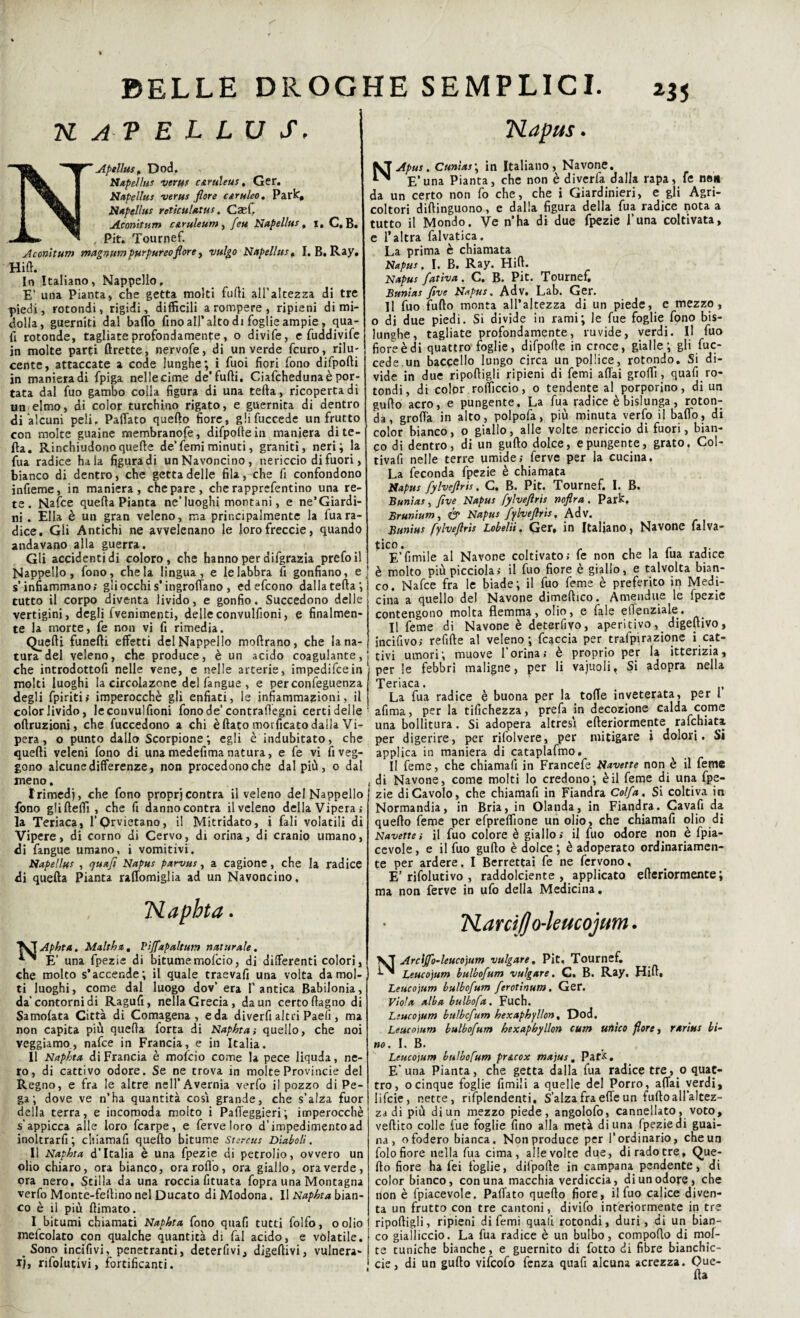 KAVELLUS. Apellusp Dod. Napellus verus c&ruleus, Ger. Napellus verus fiore ceruleo. Parie, Napelli** reticulatus, CseC Aconi tum c&ruleum , feu Napellus, i, C. B. Pit. Tournef. Aconitutn magnum purpureo fiore , -i/w/go Napellus. I. B. Ray, HiC. In Italiano, Nappello, E’ una Pianta, che getta molti furti all’altezza di tre piedi, rotondi, rigidi, difficili a rompere , ripieni di mi¬ dolla, guerniti dal baffo fino all* alto di foglie ampie , qua¬ rti rotonde, tagliate profondamente, o divife, e fuddivife in molte parti ftrette, nervofe, di un verde feuro, rilu¬ cente, attaccate a code lunghe; i fuoi fiori fono difpofti in manieradi fpiga nelle cime de’furti, Ciafcheduna è por¬ tata dal fuo gambo colla figura di una tefta, ricoperta di un elmo, di color turchino rigato, e guernita di dentro di alcuni peli. Paffato quefto fiore, glifuccede un frutto con molte guaine membranofe, dirtpollein maniera di te¬ fta. Rinchiudonoquefte de’femiminuti, graniti, neri; la fua radice ha la figura di unNavoncino, nericcio di fuori, bianco di dentro, che getta delle fila, che fi confondono infieme, in maniera, che pare, che rapprefentino una re¬ te. Nafce querta Pianta ne’luoghi montani, e ne’Giardi- ni . Ella è un gran veleno, ma principalmente la fua ra¬ dice. Gli Antichi ne avvelenano le lorofreccie, quando andavano alla guerra. Gli accidenti di coloro, che hanno per difgrazia prefoil Mappello, fono, chela lingua, e le labbra fi gonfiano, e s’infiammano; gii occhi s’ingroffano , edefeono dalla tefta; tutto il corpo diventa livido, e gonfio. Succedono delle vertigini, degli ivenimenti, delleconvulfioni, e finalmen¬ te la morte, fe non vi fi rimedia. Quelli fanelli effetti delNappelio moftrano, che lana- tura del veleno, che produce, è un acido coagulante, che introdottofi nelle vene, e nelle arterie, impedifeein molti luoghi la circolazone dell'angue, e per confeguenza degli fpiriti; imperocché gli enfiati, le infiammazioni, il color livido, leconvulfioni fono de’ contraftegni certi delle oftruzioni, che fuccedono a chi è (lato morficato dalla Vi¬ pera , o punto dallo Scorpione; egli è indubitato, che quelli veleni fono di una medefima natura, e fe vi fi veg¬ gono alcune differenze, non procedono che dal più, o dal meno. Irimedj, che fono proprjcontra il veleno delNappelio fono glilleffi , che fi danno contra il veleno della Vipera; la Teriaca, l’Qrvietano, il Mitridato, i fali volatili di Vipere, di corno di Cervo, di orina, di cranio umano, di fangue umano, i vomitivi, Napellus , quafi Napus parvus, a cagione, che la radice di quella Pianta raffomiglia ad un Navoncino. Napbta. Apbta. Mali ha. Vlffapaltutn naturale. ^ E’ una fpezie di bitume molcio, di differenti colori, che molto s’accende; il quale traevafi una volta da mol¬ ti luoghi, come dal luogo dov’ era l'antica Babilonia, da’contorni di Ragufi, nella Grecia, da un certo (lagno di Samolata Città di Comagena , e da diverfi altri Paefi , ma non capita più querta forta di Naphta; quello, che noi veggiamo, nafce in Francia, e in Italia. 11 Napbta di Francia è molcio come la pece liquda, ne¬ ro, di cattivo odore. Se ne trova in molte Provincie del Regno, e fra le altre neH’Avernia verfo il pozzo di Pe- ga ; dove ve n’ha quantità cosi grande, che s’alza fuor della terra, e incomoda molto i Parteggieri; imperocché s’appicca èlle loro fcarpe, e ferve loro d’impedimento ad inoltrarfi; chiamarti quefto bitume Starcus Diaboli. Il Napbta d’Italia è una fpezie di petrolio, ovvero un olio chiaro, ora bianco, ora rollo, ora giallo, ora verde, ora nero. Stilla da una roccia fituata fopra una Montagna verfo Monte-feftino nel Ducato di Modona. Il Napbta bian¬ co è il più (limato. I bitumi chiamati Napbta fono quali tutti folfo, oolio meicolaco con qualche quantità di fai acido, e volatile. Sono incifivi, penetranti, deterfivi, disertivi, vulnera- i), rifolucivi, fortificanti. Napus. Apus. Cunìas\ in Italiano, Navone. E’una Pianta, che non è diverfa dalla rapa, fe ne» da un certo non fo che, che i Giardinieri, e gli Agri¬ coltori dillinguono, e dalla figura della fua radice nota a tutto il Mondo. Ve n’ha di due fpezie funa coltivata, e l’altra falvatica. La prima è chiamata Napus. I. B. Ray. Hid. Napus fiativa. C. B. Pit. Tournef, Bunias fìve Napus. Adv. Lab. Ger. Il fuo furto monta all’altezza di un piede, e mezzo, o di due piedi. Si divide in rami; le fue foglie fono bis¬ lunghe, tagliate profondamente, ruvide, verdi. Il fuo fiore è di quattro foglie, difpofte in croce, gialle; gli fac¬ cele un baccello lungo circa un pollice, rotondo. Si di¬ vide in due riportigli ripieni di femi affai groffi, quarti ro¬ tondi, di color rofficcio, o tendente al porporino, di un gufto acro, e pungente. La fua radice è bislunga, roton¬ da, grolla in alto, polpofa, più minuta verfo il ballo, di color bianco, o giallo, alle volte nericcio di fuori, bian¬ co di dentro, di un gufto dolce, e pungente, grato. Col¬ tivarti nelle terre umide; ferve per la cucina. La feconda fpezie è chiamata Napus fylvefiris. C, B. Pit. Tournef. I. B. Bunias, five Napus fylvefiris noflra. Park. Brunium, & Napus fylvefiris, Adv. Burnus fylvefiris Lobelii, Ger, in Italiano, Navone falva- E’fimile al Navone coltivato; fe non che la fua radice è molto più picciola; il fuo fiore è giallo, e talvolta bian¬ co. Nafce fra le biade; il fuo feme è preferito in Medi¬ cina a quello del Navone dimeftico. Amendue le fpezie contengono molta flemma, olio, e fale efienziale. Il feme di Navone è deterlìvo, aperitivo, digertivo, incifivo; refifte al veleno; fcaccia per trafpirazione i cat¬ tivi umori; muove l’orina; è proprio per la itterizia, per le febbri maligne, per li vajuoli, Si adopra nella Teriaca. La fua radice è buona per la torte inveterata, per 1 afima, per la tifichezza, prefa in decozione calda come una bollitura. Si adopera altresì efteriormente rafchiati per digerire, per rifolvere, per mitigare i dolori. Si applica in maniera di cataplafmo. Il feme, che chiamarti in Francefe Navette non è il feme i di Navone, come molti lo credono; è il feme di una fpe¬ zie di Cavolo, che chiamarti in Fiandra Colf a. Si coltiva in Normandia, in Bria, in Olanda, in Fiandra. Cavarti da quello feme per efpreffione un olio, che chiamarti olio di Navette-, il fuo colore è giallo; il fuo odore non è fpia- cevole, e il fuo gufto è dolce; è adoperato ordinariamen¬ te per ardere, I Berrettai fe ne fervono, E’ rifolutivo , raddolcente , applicato efteriormente; ma non ferve in ufo della Medicina. TSLarcifjo-leucojum. Arctjfo-leucojum vulgate. Pit, Tournef. Leucojum bulbofum vulgate. C. B. Ray. Hid, Leucojum bulbofum ferotinum. Ger. Viola alba bulbofa. Fuch. Leucojum bulbofum hexaphyllon, Dod. Leucojum bulbofum hexaphyllon cum ufiico flore, rarius bi¬ no. I. B. Leucojum bulbofum pr&cox tnajus. Park. E’una Pianta, che getta dalla fua radice tre, o quat¬ tro, ocinque foglie fimili a quelle del Porro, affai verdi, lifeie, nette, rifplendenti. S’alza fra effe un furto all’altez¬ za di più di un mezzo piede, angolofo, cannellato, voto, veftito colle fue foglie fino alla metà di una fpezie di guai¬ na, o fodero bianca. Non produce per l’ordinario, che un folo fiore nella fua cima, alle volte due, di rado tre, Que¬ fto fiore ha fei foglie, difpofte in campana pendente, di color bianco, con una macchia verdiccia, di un odore, che non è fpiacevole. Paffato quefto fiore, il fuo calice diven¬ ta un frutto con tre cantoni, divifo interiormente in tre riportigli, ripieni di femi quali rotondi, duri, di un bian¬ co gialliccio. La fua radice è un bulbo, comporto di mol¬ te tuniche bianche, e guernito di fotto di fibre bianchic- cie, di un gufto vifeofo fenza quaft alcuna acrezza. Que-