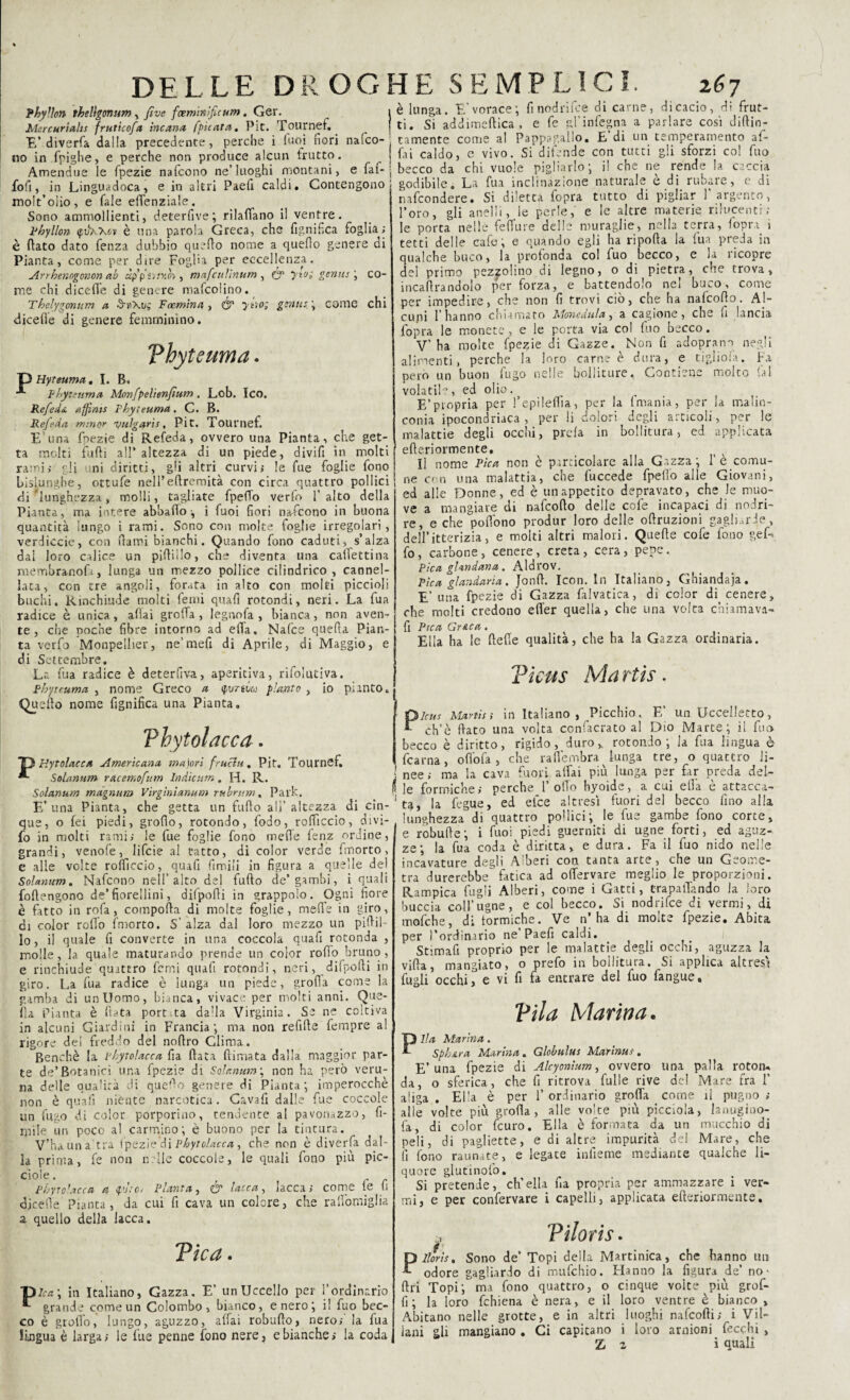 Phyllon theligonum , Jive fcenimi fu um . Ger. Mercuriale fruticofa ìncana (pie ara, Pit. Tour ne f. E* diverta dalla precedente, perche i (uoi fiori nasco¬ no in fpighe, e perche non produce alcun (rutto. Amendue le fpezie nafeono ne’luoghi montani, e (ai- foli, in Linguadoca, e in altri Paefi caldi. Contengono molt’oiio, e fiale eflenziale. Sono ammollienti, deterfive; rilafiano il ventre. Phyllon <pdxxcv è una parola Greca, che lignifica foglia ; è (lato dato fienza dubbio quarto nome a quello genere di Pianta, come per dire Foglia per eccellenza. Arrhenogonon ab àppi'nv.o',, mafeulìnum , & ywì genie ; co¬ me chi dicefi'e di genere maficolino. Thelygonum a F (emiri a , & ytìo; gente \ come chi dicerte di genere femminino. Thyteuma. Hyreuma, I. B. F byte urna Monfpelienfìum . Lob. Ico. Refedu. affine Phyteuma, C. B. Refeda minor bulgare, Pit. Tournef. E’una fpezie di Refeda, ovvero una Pianta, che get¬ ta molti furti all’altezza di un piede, divifi in molti rami ; gli uni diritti, gli altri curvi; le fiue foglie fono bislunghe, ottufe nell’eftremità con circa quattro pollici di lunghezza, molli, tagliate fpefifo verfo l’alto della Pianta, ma intere ab ha fio -, i fuoi fiori nafeono in buona quantità lungo i rami. Sono con molte foghe irregolari, verdiccio, con (lami bianchi. Quando fono caduti, s’alza dal loro calice un pirtiilo, che diventa una cartettina membranofii, lunga un mezzo pollice cilindrico, cannel¬ lata, con tre angoli, forata in alto con molti piccioli buchi. Rinchiude molti femi quafi rotondi, neri. La fua radice è unica, afìai grofta , legnofa , bianca, non aven¬ te , che poche fibre intorno ad erta. Nafce quefta Pian¬ ta verfo Monpelher, ne’mert di Aprile, di Maggio, e di Settembre. La fua radice è deterfiva, aperitiva, rifolutiva. Fhyteuma , nome Greco a (punico pianto , io pianto. Qu erto nome rtgnifica una Pianta. Vhytolacca. Hytolacca Americana majorì fruclu. Pit. Tournef. Solarium racemofum lndìcum. H. R. Solarium màgnum Virgìnianum rubrum, Park. E’una Pianta, che getta un furto all’altezza di cin¬ que, o fei piedi, grorto, rotondo, fodo, roificcio, divi- fo in molti rami; le fue foglie fono mede fenz ordine, grandi, venofe, lifeie al tatto, dì color verde fmorto, e alle volte ro(ficcio, quafi fonili in figura a quelle del Solarium. Nafcnno nell’alto del furto de’gambi, i quali fortengono de’fiorellini, difporti in grappolo. Ogni fiore è fatto in rofa, comporta di molte foglie, mede in giro, di color rollo fmorto. S’ alza dal loro mezzo un pirtii¬ lo, il quale fi converte in una coccola quafi rotonda , molle, la quale maturando prende un color rodo bruno, e rinchiude quattro ferrò quafi rotondi, neri, difporti in giro. La fua radice è lunga un piede, grofla come la gamba di un Uomo, bianca, vivace per molti anni. Que¬ lla Pianta è (tata port ta dada Virginia. Se ne coltiva in alcuni Giardini in Francia-, ma non refirte fempre a! rigore dei freddo del nortro Clima. Benché la vhytolacca fia (lata (limata dalla maggior par¬ te de’Botanici una fpezie di Solarium, non ha però veru¬ na delle qualità di querto genere di Pianta-, imperocché non è quafi niènte narcotica. Cavafi dalle fue coccole un fugo di color porporino, tendente al pavonazzo, fi- mile un poco al carmino; è buono per la tintura. V’ha un a tra fpezie di vhytolacca, che non è diverfa dal¬ la prima, fe non nelle coccole, le quali fono più pic- ciole. i Vhytolacca a %'Jioi Pianta, & lacca, lacca ; come fe fi djcerte Pianta, da cui fi cava un colore, che raliòmiglia a quello della lacca. Tic a. p/r/i-, in Italiano, Gazza. E’ un Uccello per l’ordinario *■ grande come un Colombo, bianco, e nero; i! fuo bec¬ co è grolìo, lungo, aguzzo, affai roburto, nero; la fua lingua è larga; le fue penne fono nere, e bianche; la coda è lunga. E’vorace; finodrifee di carne, di cacio, di frut¬ ti. Si addimcftica , e fe gl'infegna a parlare così diftin- tamente come al Pappagallo. E’di un temperamento af¬ fai caldo, c vivo. Si difende con tutti gli sforzi col fuo becco da chi vuole pigliarlo; il che ne rende la caccia godibile. La fua inclinazione naturale è di rubare, c di nafeondere. Si diletta fopra tutto di pigliar l'argento, l’oro, gli anelli, le perle,' e le altre materie rilucenti; le porta nelle fedirne delle muraglie, nella terra, (opra i tetti delle carte; e quando egli ha riporta la fua preda in qualche buco, la profonda col fuo becco, e la ricopre del primo pezzolino di legno, o di pietra, che trova, ìncartrandolo per forza, e battendolo nei buco, come per impedire, che non fi trovi ciò, cne ha nalcofto. Al¬ cuni l’hanno chiamato Mone duia, a cagione, che fi lancia fopra le monete , e le porta via col fuo becco. V’ha molte fpezie di Gazze. Non fi adoprano negli alimenti, perche la loro carne è dura, e figliola. Fa però un buon fugo nelle bolliture. Contiene molto (al volatile, ed olio. _ , E’propria per l’epilertìa, per la (mania, per la malin¬ malattie degli occhi, prda in bollitura, ed applicata 1 efteriormente. Il nome Pica non è particolare alla Gazza; 1’e comu¬ ne con una malattia, che fuccede fpello alle Giovani, ed alle Donne, ed è un appetito depravato, che Je muo¬ ve a mangiare di nafeofto delle cofe incapaci di nodri- re, e che portbno produr loro delle oftruzioni gagliarde, dell’itterizia, e molti altri malori. Quelle cofe fono gef- fio, carbone, cenere, creta, cera, pepe. Pica glandana. Aldrov. Pica gl andari a. Jonft. Icon. In Italiano, Ghiandaia. E’ una fpezie di Gazza falvatica, di color di. cenere, che molti credono ert’er quella, che una volta chiamava- ; fi Pica Gr&ca . Ella ha le (lede qualità, che ha la Gazza ordinaria. Ticus Ma rtis. PIcus Martis > in Italiano, Picchio. E’ un Uccelletto, ch’è dato una volta confacrato al Dio Marte; il fuo becco è diritto, rigido, duro,, rotondo; la fua lingua è fcarna, orto fa , che rartembra lunga tre, o quattro li- ] nee; ma la cava fuori alfai più lunga per far preda del- (! ]e formiche; perche 1 oho hyoide, a cui ella e attacca¬ la, la fegue, ed elee altresì fuoridei becco (ino alla lunghezza di quattro pollici; le fue gambe fono corte, e roburte; i fuoi piedi guerniti di ugne forti, ed aguz¬ ze; la fua coda è diritta, e dura. Fa il fuo nido nelle incavature degli Alberi con tanta arte, che un Geome¬ tra durerebbe fatica ad ortervare meglio le proporzioni. Rampica Lugli Alberi, come i Gatti, trapalando la loro buccia coll’ugne, e col becco. Si nodrifee di vermi, di mofche, di formiche. Ve n’ha di molte fpezie. Abita per l’ordinario ne Paefi caldi. Stimafi proprio per le malattie degli occhi, aguzza la virta, mangiato, o prefo in bollitura. Si applica altresì fu gli occhi i e vi fi fa entrare del fuo fangue. Vìi a Marina. Ila Marina. Sph&ra Marina, Globulus Marinar, E’una fpezie di Alcyonium, ovvero lina palla roton¬ da, o sferica, che fi ritrova Lulle rive del Mare fra 1’ aliga . Ella è per 1’ ordinario grolla come il pugno ; alle volte più grolla, alle volte più picciola, lanugino¬ sa, di color feuro. Ella è formata da un mucchio di peli, di pagliette, e di altre impurità del Mare, che fi fono raunate, e legate infieme mediante qualche li¬ quore glutinofo. Si pretende, ch’ella fia propria per ammazzare i ver¬ mi, e per confervare i capelli, applicata efteriormente, j Vìlorìs. Plloris, Sono de’ Topi della Martinica, che hanno un odore gagliardo di mufehio. Hanno la figura de’ no- ftri Topi; ma fono quattro, o cinque volte più grof- fi ; la loro fchiena è nera, e il loro ventre è bianco » Abitano nelle grotte, e in altri luoghi nafeofti; i Vil¬ lani gli mangiano . Ci capitano i loro arnioni fecchi , Z % i quali