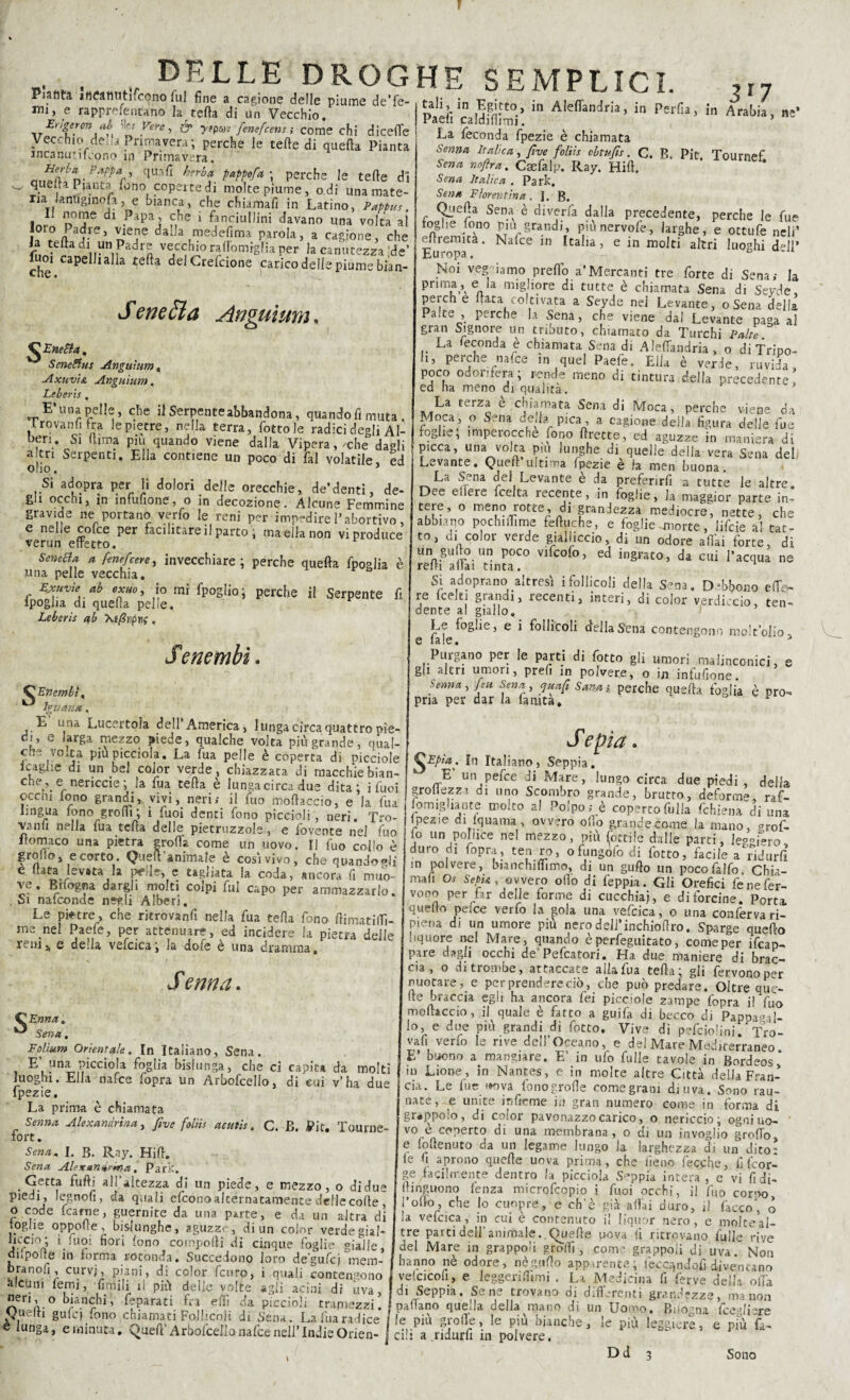 f delle droghe semplici. Piatita ifieatlUtifcono fui fine a cagione delle piume de’fe- ini, e rapprSentano la tetta di un Vecchio. JErigeron ab fc*Vere, é* ytpm fenefcens ; come chi dicette Vecchio de m Primavera ; perche le tette di quefta Pianta incanutirono in Primavera. mS'n- qur‘ri &frb* perche le tette di que.ta Pianta fono coperte di molte piume, odi una mate¬ riai laffliginofa, e manca, che chiamafi in Latino, Pappus, ,_;J 01?e dl .PaPaj f.he 1 fendutimi davano una volta al a .%P7e> *ie.ne dalla medefima parola, a cagione, che occhio rattomigfia per la canutezza |de’ che1 cape ia a te^a de Crefcione carico delle piume bian- Seneffla Anguimn. C Ene8*. SeneStus Anguium, Axuvio. Angui um. Leberis. F una pelle, che il Serpente abbandona, quando fi muta . Provanti ka le pietre, nella terra, fottole radici degli Al¬ beri. Si (lima piu quando viene dalla Vipera, /che dadi aitri Serpenti. Elia contiene un poco di fai volatile, ed olio. Si adopra per li dolori delle orecchie, de’denti, de¬ gli occhi, in intimane, o in decozione. Alcune Femmine gravide ne portano verfo le reni per impedire l’abortivo, e nelle colce per facilitare il parto ; ma ella non vi produce verun effetto. SencèU a fenefcere, invecchiare ; perche quefta fpoglia è una pelle vecchia. Ejcuvie ab exm, io mi fpoglio; perche il Serpente ipogJia di quefta pelle, Leberis ab X«/?«prif . Se nembi. 3l7 fi ^Encmbl\ Iguana. E una Lucertola dell’America, lunga circa quattro pie¬ di, e larga mezzo piede, qualche volta più grande, qual¬ che vo*ta piupicciola. La fua pelle è coperta di picciole maglie di un bel color verde, chiazzata di macchiebian- c !e.\ er ner’cc’e > ^a ^ua te^a è lunga circa due dita; i fuoi occhi fono grandi, vivi, neri; il fuo .moftaccio, e la fua lingua fono grotti; i fuoi denti fono piccioli , neri. Tro- vanfi nella fua tetta delle pietruzzols, e fovente nel fuo ifomaco una pietra grotta come un uovo. Il fuo collo è grolto, e corto. Quell: animale è così vivo, che quandodi e fiata levata la pelle, c tagliata la coda, ancora fi muo¬ ve. Rifogna dargli molti colpi fui capo per ammazzarlo. Si nafconde negli Alberi. Le pietre, che ritrovanfi nella fua tetta fono ftimatiflì- rne nel Paefe, per attenuare, ed incidere la pietra delle rem^ e della vefcica; la dofe è una dramma,  \ t Semi a. C Enna. ^ Sena. Folium Orientale. In Italiano, Sena. E’ una piccina foglia bislunga, che ci capita da moki luoghi. Ella nafce fopra un Arbofcello, di cui v’ha due fpezie. La prima è chiamata Senna Alexandria a, five foliis acutis, C. B. Pit. Tourne- fort. Sena. I. B. Ray. Hitt. Sena Alexanirma. Park. Getta furti all’altezza di un piede, e mezzo, o di due piedi, legnofi, eia quali efconoakernacamence delle cotte o code fcarne, guernite da una parte, e da un altra di toghe oppotte, bislunghe, aguzze, di un color verdegial- jlCrCl°o’ l. r ^ori *ono c°mporti di cinque foglie gialle, diipolte in forma rotonda. Succedono loro de’gufcj mem- branofi curvi, piani, di color feuro, ì quali contengono alcuni temi, firiSili il più delle volte agli acini di uva- ”eri’.° bianchi, feparati fra etti da picei Duetti gufej fono chiamati Follicoli di Sena Paefi caldSi ^ A,effanJr!a’ “ Perfia> in Arabia, «■ La feconda fpezie è chiamata Senna Italica, five foliis obtufìs. C. B. Pit, Tournef Sena noftra. Caefalp. Ray. Hitt. Sena Italica . Park, Sena Fiorentina. ]. R, Quefta Sena è diveria dalla precedente, perche le fue foghe fono p,u grandi, piùnervofe, larghe, e ottufe neh’ eftremita. Nafce in Italia, e in moki altri luoghi ddl’ Europa. ~1L Noi vegdamo pretto a*Mercanti tre forte di Sena; la prima, e ia migliore di tutte è chiamata Sena di Seyde, perch e fiata coltivata a Seyde nel Levante, oSena della Pa.te , perche la Sena, che viene dal Levante paga al gran Signore un triouto, chiamato da Turchi Paltò. La feconda e chiamata Sena di Alettandria, o di Trioo- h, perche nafce in quel Paefe. Ella è verde, ruvida, poco odorifera; rende meno di tintura della precedente, ed ha meno di qualità. La terza e chiamata Sena di Moca, perche viene da Moca, o Sena cella pica , a cagione della figura delle fue foglie, imperocché fono (frette, ed aguzze in maniera di picca, una volta piu lunghe di quelle della vera Sena del Levante. Queft ultima fpezie è fa men buona. La Sena del Levante e da preferirli a tutte le altre. Dee elle-re feeka recente, in foglie, la maggior parte in- teie, o meno rotte, di grandezza mediocre, nette, che abbiano pochiffime fettuche, e foglie -morte, lifeie a! tat¬ to, di color verde gialliccio, di un odore affai forte, di Unn-/r°- Un p0C0 VI^°> ed ingrato, da cui l’acqua ne retti aliai tinta. Si adoprano altresì ifollicoli della Sena. Debbono effe- re (celti grandi, recenti, interi, di color verdiccio, ten¬ dente al giallo. Le foglie, e i follicoli della Sena contengono mo! t’olio, e lale. 3 Purgano per le parti di fotto gli umori malinconici, e gli altri umori, prefi in polvere, o in infittone. Senna, [cu Sena, quafi Sana; perche quefta foglia è pro¬ pria per dar la fa aita, v S epia. ^Epia. In Italiano, Seppia. S un pefee di Mare, lungo circa due piedi , della grettezza di uno Scombro grande, brutto, deforma, raf- lomigliante molto al Polpo; è copertofulla fchiena di una Ipezie di fquama, ovvero otto grande come la mano, crof- 1° un pollice nel mezzo, più Rottile dalle parti, leggiero, duro d, fopra, ten ro, ofungofo di fotto, facile a ridurtt in polvere, bianchiamo, di un gufto un pocofalfo Chia¬ mali OS Sepia, ovvero otto di feppia. Gli Orefici fenefer- vono per far delle forme di cucchiai, e di forcine. Porti quello pefee verfo la gola una vefcica, o una conferva ri¬ piena di un umore più nero dell’inchioftro. Sparge quetto liquore nel Mare, quando è perfeguitato, come per Scap¬ pare dagli occhi de'Pefcatori. Ha due maniere di brac¬ cia , o di trombe, attaccate alla fua tettai gli fervono per nuotare, e per prendere ciò, che può predare. Oltre eme¬ tte braccia egli ha ancora fei picciole zampe fopra il fuo moftaccio, il quale è fatto a guifa di becco di Pappagal¬ lo, e due più grandi di fotto. Vive di pefcio'ini. Tro¬ va fi verfo le rive dell’Oceano, e del Mare Mediterraneo E’ buono a mangiare. E’ in ufo fulle tavole in Bordeos ° in Lione, in Nantes, e in moke altre Città della Fran¬ cia. Le fue uova fonogrofie come grani di uva. Sono rau- nate, e unite infteme in gran numero come in forma di grappolo, di color pavonazzocarico, o nericcio; ogni uo¬ vo e coperto di una membrana, o di un invoglio grotto, e fottenuto da un legame lungo la larghezza di s 7. » un dito: i j.. ° \.‘r, T Ui JCU*. Ludiuarauice le piu grolle, le piu bia « lunga, e minuta. Queft Arbofcello nafce nell* Indie Orien- j cili a ridurfi in polvere. fe fi aprono quelle uova prima, che fieno fecche, fi fcor¬ ge facilmente dentro la picciola Seppia intera , e vi fidi- (linguono fenza microfcopio i fuoi occhi, il fuo corno l’otto, che lo cuopre, e eh'è già affai duro, il lacco', o la vefcica, in cui è contenuto il liquor nero, e molte al¬ tre parti dell’animale. Quelle uova ii ritrovano falle rive del Mare in grappoli grotti, come grappoli di uva. Non hanno ne odore, nè gufto app.rente; lecer, ndofi diventano velcicofi, e leggerittìmi . La Medicina fi ferve della offa . ✓ i di Seppia, Sene trovano ai differenti grandezze, ma non io.; tramezzi, «pattano quella della mano di un Uomo. Riio na feesttisre .La fua radice j le più grotte, le più bianche, le più leggiere, e piu fa- Dd Sono