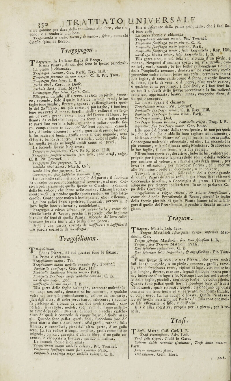 35° trattato Li NI VERSAI E T altre'gomme per dare della confidenza alle fete, chetin gono, e a renderle più lode. , a; Tragacantba a rpaSes Hirdus , & axan* , fp** > come chi dicefle fpina di Becco. Tragopogon . Ragopogo». In Italiano Barba di Becqo. E’una Pianta, di cui due fono le fpezie principali. La prima è chiamata. Tragopogon luteum . Ger. ParK. Kty. Hii . Tragopogon pratenfe luteum majus. V_.. là. l it, iuui, Tragopogon fiore luteo .1, B. Barba birci . Cord, in Diofc. Barbala birci. Trag. Matth. Gerontopogon fiore luteo. Gefn. Col. Ella getta un furto all’altezza di circa un piede, e mez¬ zo, rotondo, fodo il quale fi divide in molti rami; le lue foglie fono lunghe, Prette, aguzze, rartemigliantia quel¬ le del Zafferano, ma più corte, e piu larghe, 1 luoi fiori fono mazzetti dimezzi fiorellini gialli : collocati ne Ile ci¬ me de’rami, grandi come i fiori del Dente di Lione, io- ftenuti da calici aflai lunghi, ma (empiici, e felli in mol¬ te parti fino verfo la baie . Quando e paliato quclto fio- re ; coropanfcono in fuo luogo de lemi bislunghi, cannel¬ lati, di color di cenere, rozzi, guerniti di piume bianche; Ja fua radice è lunga, grolla come il dito mignolo, nera di fuori, bianca di dentro , latticinofa, dolce al gallo. Na- fee quella pianta ne’luoghi umidi come ne prati. La feconda fpezie è chiamata Tragopogon purpurcum. Ger. ParK. Ray. Hirt. Tragopogon purpuro-ceruleum porri folio, quod Artifi, vulgo, C. B. Pit Tournef. Tragopogon flore purpureo. I. B. Barbala birci altera. Matth. Cali, Barba birci fiore purpureo. Cam. Gerontopogon, five Saffìfrica Italorum, Lug. _ Le lue toglie ralfomigliano a quelle del porro ; il fuo fiore ha uncolor porporino, tendente airazzutro , o al nero Col- tivafi ordinariamente quella fpezie ne Giardini, a cagione della fua radice, che ferve nelle cucine. Chiamafi volgar¬ mente Serfijì, Amendue quelle fpezie rendono un fugo latti- cinofo. Contengono molto fale eflenziale, olio, e flemma. Le loro radici fono aperitive, rtomacali, pettorali, le loro foglie fono vulnerarie, conlolidanti. Tragopogon a rapyot Hìrcus , & iuoyoij barba , come chi dicerte barba di Becco; perchè fi pretende, che le piume bianche de’femidi quella Pianta, ulcendo da loro calici formano fettola fimile alla barba d’un Becco. Serfijì è una parola corrota da Saffìfrica ; e Saffìfrica è una parola corrotta da Saxifragìa. Ella è diferente dalla prima per quello, che i Tuoi fio¬ ri fono rolli. La terza fpezie è chiamata TrftgocehntWì alt erutto tnu)u.s • Pit- TournCr* Pimpinella fiaxifraga major altera. C. B. Pimpinella faxtfraga major ncftras. ParK. Pimpinella fiaxifraga mtnOr , foliis Sangu fiorba . Ray. Hiu„ Saxifiraga bircina minor, folns Sangufiorba . I. B. Ella getta uno, o più furti a’1' altezza d'un piede, e mezzo, ricoperti d’unalana corta, ma aliai grolla, can¬ nellati, voti, ramofi, le fue foglie rafiomigliano a quelle della Pimpinella comune, dentati ne’ior contorni, melle per ordine molte ir.liem lungo una corta, terminata in una fola foglia, di color verde bruno difopra, e verde fmorto di l'otto, fparfa di vene, o di nervi, d’un verde carico, o qualche volta porporino. I fuoi fiori, e i fuoi femi fo¬ no fimili a quelli delle fpezie precedenti; la fua radice è femplice, aggrinzata, bianca, lunga, con poche fibre, d un gullo cocente. La quarta, fpezie è chiamata Tragofiehnum nunus, Pit. Tournef. Pimpinella fiaxifraga minor. C. B. Ray. Hift. Pimpinella faxtfraga htreina minor. ParK. Sax fraga minor. Dod, Saxfiraga bircina minima, Pimpinella crfipa. Trag, I. B. Bipinella, five Saxifraga minor. Ger, EmaC. Ella non èdiferente dalla terza fpezie, fe non per quel¬ lo, che le lue foglie abballo fono tagliate minutamente . Nafcono quelle Piante ne’luoghi incolti in terra graffa. Contengono molto fale elfenziale , ed olio. La picciolaèla più comune, e la più (limata nella Medicina. Siadoprano le fue foglie, il fuo feme, e la fua radice. ElEno fono aperitive, deterfive, fudorifiche, vulnerarie, proprie per ifpezzare la pietra delle reni, e della vefcica; per refiftere al veleno, e alla malignità degli umori, per levar le ortruzìoni , per provocar l’orina , ed i melimi alle Femmine, prete in decozione, o in polvere. Trovanti in certi luoghi tulle radici della fpezie grande di quella Pianta de’grani rolli, ì qualifono flati chiamati Cocciniglia filveftra, o Cocciniglia di grano. I Tintori 1’ adoprano per tingere in Scarlatto. Ione ho parlato al Ca¬ po della Cocciniglia . Tragofelinum a ràpyo; Hìrcus , & a'Kixov Petrofelìnum , come chi dicerte Pretofemolo di Becco, perchè le foglie della fpezie picciola di quella Pianta hanno talvolta la fi¬ gura di quelle del Pretofemolo, e perchè i Becchi ne man giano. Tragofelìmm. TRagofelbwm. E’una Pianta, di cui quattro fono le fpezie. La Prima è chiamata Tragofelinum majus. Tab. Tragofelinum majus umbella candida Pit. ’lournef, Pìmpinr.lla Saxfiraga. Ger. Ray. Hirt. Pimpinella Saxifraga bircina major » ParK. Pimpinella Saxifraga major umbella candida. C. B. Saxifragìa major. Dod. Saxifragìa bircina major. I. B. Ella getta delle foglie bislunghe , attaccate molte infie- me lungo una corta, dentate ne’lor contorni, e qualche volta tagliate più profondamente, vellute da una parte, lifciedali’altra , di color verdefeuro, rilucente; i fuoi fu¬ rti crefcono all’ altezza di circa due piedi rotondi , can¬ nellati, fenzapelo, nodo fi , voti, ramofi; hanno nelle lo¬ ro cime de’parafoli, guermti di fiorei imbianchi; ciafche- duno de’quali è comporto di cinquefoglie, difporte ingi¬ gli. Quando fono partati quelli fiori, fuccedono loro de’ femi uniti a due a due, corti, aliaigrofli, rotondi filila fchiena, e cannellati, piani dall’altra parte, d’un gufto acro. La fua radice è lunga, femplice, grolla come Udito mignolo, bianca , guernita d’alcune fibre, d’un gufto co¬ cente, e ch’eccita a fputare, quando fi maftica. La feconda fpezie è chiamata Tragofelinum majus umbella rubtnte, Pit. Tournef, Pimpinella faxtfraga major flore rubente• ParK. Pimpinella faxtfraga major umbella rubente, C, Ba Tragum HTRagum. Matth. Lob. Icon. A Tragon Matthioli , five potitts Tragus improbus Mat- thioli, Ger. Tragus fpinofus Matthioli, five Kah fpinofum I. B, Tragus, five Tragum Mattioli. ParK. Kah fpinofum cocbleatum . C. B. Kali fpinofum foliis longtonbus, & angufiìorìbns . Pit. ToUr- nef. E’una fpezie di Kali , o una Pianta , che getta molti furti lunghi un piede, o un piede, e mezzo, grortì , ramo- fi, che lì (tendono a terra, ripieni di lugo , con molte fo¬ glie lunghe, ((rette, carnute, le quali finifeono in una pun¬ ta , imbevuted’ un fugofalfo. Nafcono i luoi fiori nelle afcel- le delle foglie, piccioli, con molte foglie , di colorerbofo. Quando fono partati quelli fiori, luceedono loro de’frutti membranofi , qual rotondi, Ipinofi: ciafcheduno de’quali contiene un feme fimile ad un ferpentelloin forma fpirale, di color nero. La fua radice è fibrata. Quella Piantana- fee ne’luoghi marmimi, ne’ Paefi caldi. Ella contiene mol¬ to fale efienziale, e fido, e dell'olio. Fila è aliai aperitiva, propria per la pietra, per la re¬ nella . Trafi. rJP R»fi, Matth. Cali. Gaef. I. B. Trafi Veronenfium. Adv. Lob. Trafi folio Cyperi. Clufii in Garz. Cyperus dulcis retitndtts efcukntus , Trafi Anice vocatus . Par K. Juncus avellana. Ama. , THikuhinum, Gefn. Hort. , Mah-