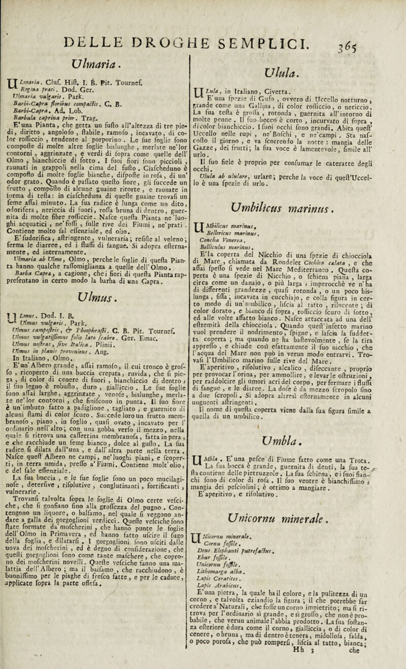 Ulmaria TT Lmarìa . Ciuf. Hift. I. B. Pit. Tournef. Regina prati. Dod. Ger. filmaria vulgaris . Park. Barbi-Capra floribus compattts. C. B. Barbi-Capra. Ad. Lob. Barbala caprina prior. Trag. E’una Pianta, che getta un furto all’altezza di tre pie¬ di, diritto , angolofo , ftabile, ramofo , incavato, di co¬ lor rolTiccio , tendente al porporino . Le fue foglie fono compofte di molte altre foglie bislunghe , merlate ne’lor contorni , aggrinzate , e verdi di fopra come quelle dell’ Olmo , bianchiccie di fotto . I fuoi fiori fono piccioli , raunati in grappoli nella cima del furto . Ciafcheduno è comporto di molte foglie bianche, difpofte inrofa, di un’ odor grato. Quando è pattato quello fiore, gli luccede un frutto , comporto di alcune guaine ritorte, e raunate in forma di tefta: in ciafcheduna di quelle guaine trovarti un feme aliai minuto. La fua radice è lunga come un dito, odorifera, nericcia di fuori, rotta bruna didentro, guer- nita di molte fibre rottìccie. Nafce quella Pianta ne'luo¬ ghi acquatici , ne’fotti , falle rive dei Fiumi , ne’prati . Contiene molto fai ettenziale, ed olio. E’fudorifica, aftringente, vulneraria; relitte al veleno; ferma le diarree, ed i flutti di (angue. Si adopra efterna- mente, ed internamente. filmarla ab XJlmo, Olmo, perche le foglie di quella Pian¬ ta hanno qualche rattomiglianza a quelle dell’Olmo. Barba Capra, a cagione, chei fiori di quella Piantarap- prefentano in certo modo la barba di una Capra. U Imus. | 1 Lmus, Dod. I. B. Ulmus vulgaris. Park. Ulmus campeflrìs, Theophrafli. C. B. Pit. Tournef. iTlmtts vulgatìjfimtis folio lato /cabro . Ger. Etnac. Ulmus nofìras, five Italica. Plinii. Ulmus in planis proveniens. Ang. In Italiano, Olmo. E un Albero grande, aliai ramolo, il cui tronco è grof- fo , ricoperto di una buccia crepata, ruvida, che fi pie¬ ga , di color di cenere di fuori , bianchiccio di dentro , il fuo legno è robufto, duro , gialliccio . Le fue foglie fono affai larghe, aggrinzate , venofe, bislunghe, merla¬ te rteMor contorni , che finifcono in punta. Il fuo fiore è un imbuto fatto a padiglione , tagliato , e guernito di alcuni rtami di color fcuro. Succede loro un frutto mem- branofo , piano , in foglio , quali ovato , incavato per 1’ ordinario nell’alto; con una gobba verfo il mezzo, nella quale fi ritrova una caflettina membranofa, fatta in pera, e che racchiude un feme bianco, dolce al gutto. La fua radice fi dilata dall’una , e dall altra parte nella terra . Nafce quell’Albero ne campi, ne’luoghi piani, e fcoper- ti, in terra umida, pretto a’Fiumi. Contiene mole’olio, e del fale ettenziale. La fua buccia , e le fue foglie fono un poco mucilagi- nofe , deterfive , rifolutive , conglutinanti , fortificanti , vulnerarie . Trovanfi talvolta fopra le foglie di Olmo certe vefei- che, che fi gonfiano fino alla groffezza del pugno . Con¬ tengono un liquore, o balfamo, nel quale fi veggono an¬ dare a galla dei gorgoglioni verdicci. Quelle vefcichefono fiate formate da mofeherini , che hanno punte le foglie dell’Olmo in Primavera , ed hanno fatto ufeire il fugo della foglia, e dilatarli . I gorgoglioni fono ufeiti dalle uova dei mofeherini , ed e degno di confiderazione, che quelli gorgoglioni fono come tante mafehere, che copro¬ no dei mofeherini novelli. Quelle vefciche fanno una ma¬ lattia dell’Albero ; ma il balfamo , che racchiudono, è buonittimo per le piaghe di frefeo fatte, e per le cadute, applicate fopra la parte offerta. , .• . . / y . ' Ulula. lai a, in Italiano, Civetta. E’una fpezie di Gufo , ovvero di Uccello notturno, grande come una Gallina, di color rotticelo, o nericcio. La fua tefta è grotta , rotonda , guernita all’intorno di molte penne . Il fuo-Leccff è corto , incurvato di fopra , dicolor bianchiccio. I fuoi occhi fono grandi. Abita quell’ Uccello nelle rupi, ne’Bofchi, e ne’campi . Sta naf- cofto il giorno , e va feorrendo la notte : mangia delle Gazze, dei frutti; la fua voce è lamentevole, fimile all’ urlo. Il fuo fiele è proprio per confumar le cateratte degli occhi. Ulula ab ululare, urlare; perche la voce di queft’Uccel- Io è una fpezie di urlo. Umbilicus mariaus. 1 Mbilicus marìnus , ^ Bellerìcus marìnus, Concha Venerea. Bellìculus marìnus, E’ia coperta del Nicchio di una fpezie di chiocciola oi Mare , chiamata da Rondelet Cochlea c&lata , e che affai fpeffo fi vede nel Mare Mediterraneo . Quella co¬ perta c una fpezie di Nicchio , o fchiena piana , larga circa come un danaio, o piu larga » imperocché ve n’ha di differenti grandezze , quatti rotonda , o un poco bis¬ lunga , fitta, incavata in cucchiaio, e colla figura in cer¬ to modo di un’umbilico , lifeia al tatto , rilucente ; di color dorato, e bianco di fopra, roftìccio feuro di fotto, ed alle volte affatto bianco. Nafce attaccata ad una dell’ eftremita della chiocciola . Quando quell’infetto marino vuol prendere il nodrimento, fpigne, e lafcia la fuddet- ta coperta ; ma quando ne ha baftevolmente , fe la tira appretto , e chiude così efattamente il fuo nicchio , che l’acqua del Mare non può in verun modo entrarvi. Tro¬ varti l’Umbilico marino Lulle rive del Mare. E aperitivo , rifolutivo , alcalico , difeccante , proprio per provocar l’orina, per ammollire, elevarle oftruzioni, per raddolcire gli Umori acri del corpo, per fermare i flutti di fangue , e le diaree . La dotte è da mezzo fcropolo fino a due fcropoli. Si adopra altresì efternamente in alcuni unguenti aftringenti. Il nome di quella coperta viene dalla fua figura fimile a. quella di un umbilico. Vmbla. FJT Mbla , E’ una pefee di Fiume fatto come una Trota. La fua bocca è grande, guernita di denti, la fua te- r Ila contiene delle pietruzzole . La fua fchiena, e i fuoi fian¬ chi fono di color di rotta . Il fuo ventre è bianchiftimo > mangia dei pefciolini ; è ottimo a mangiare. E’aperitivo, e rifolutivo. Unicornu minerale. Nìcornu minerale. Corna fofftle. Dens Elephanti putrefatta*, Ebur fofftle. Unicornu fofflle. Lithomarga alba. Lapis Ceratìtes. Lapis Arabìcus. E’una pietra, la quale ha il colore, eia pulitezza di un corno , e talvolta eziandio la figura ; il che potrebbe far credere a’Naturali, che fotte un corno impietrito; mali ri¬ trova per l’ordinario sì grande, e sì grotto, che non è pro¬ babile, che verun animalel’abbia prodotto, Lafua foftan- za efteriore è dura come il corno, gialliccia, o di color di cenere, o bruna, ma di dentro è tenera, midollofa, falda o poco porofa, che può romperfi, lifeia al tatto, bianca •