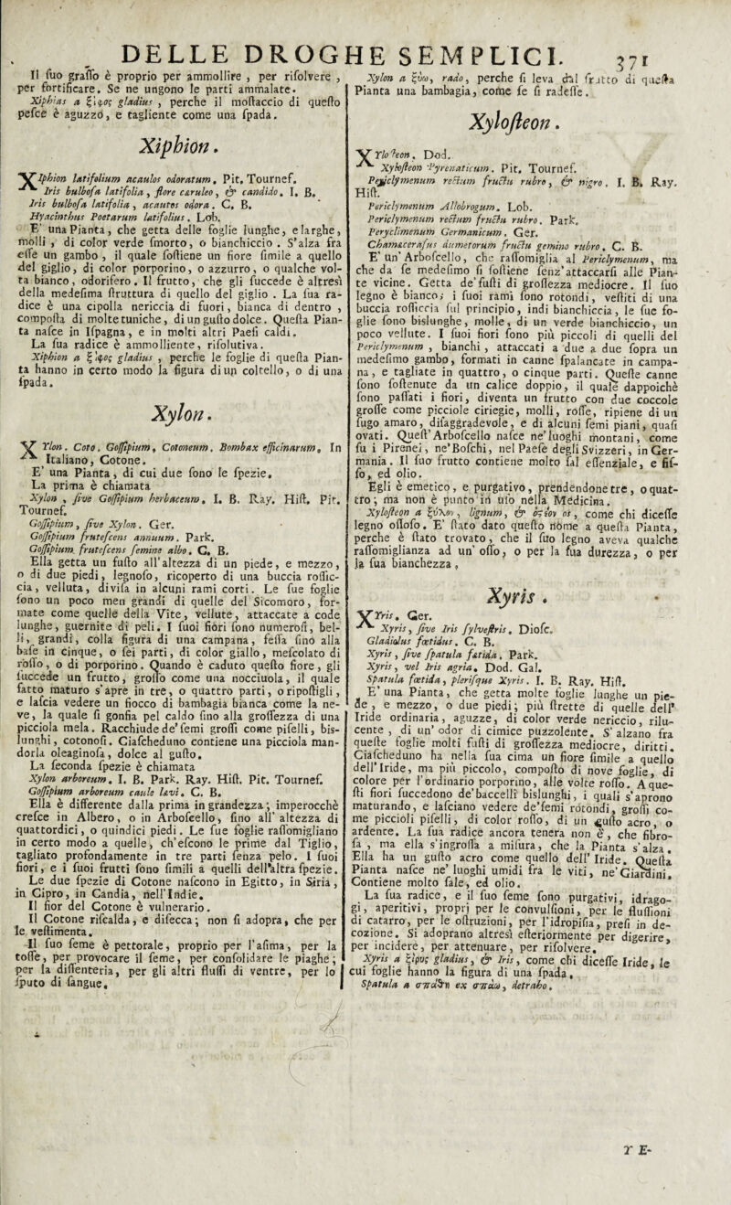 / DELLE DROGHE SEMPLICI. ,7r Il Tuo graffo è proprio per ammollire , per rifolvere , per fortificare. Se ne ungono le parti ammalate. Xipbias a %\q,o? gladìus , perche il mollacelo di quello pefce è aguzzo, e tagliente come una fpada. Xiphion. X 'Iphion latìfolìum ncaulos odoratum, Pit, Tournef. Iris bulbofa lati foli a , flore c&ruleo , & candido . I, B. Iris bulbofa latifolia, acautos odora. C, B. Hyacinthus Poetarum laiifolìus. Lob. E’ una Pianta, che getta delle foglie lunghe, e larghe, molli , di color verde fmorto, o bianchiccio . S’alza fra effe un gambo , il quale folliene un fiore fimi le a quello del giglio, di color porporino, o azzurro, o qualche vol¬ ta bianco, odorifero. Il frutto, che gli fuccede è altresì della medefima flruttura di quello del giglio . La fua ra¬ dice è una cipolla nericcia di fuori, bianca di dentro , comporta di molte tuniche, di un gufto dolce. Quella Pian¬ ta nafce in Ifpagna, e in molti altri Paeii caldi. La fua radice è ammolliente, rifolutiva. Xiphion a <po; gladìus , perche le foglie di quella Pian¬ ta hanno in certo modo Ja figura di un coltello, o di una ipada. Xylon. ’V’’ Ylon. Coto. Gofftpium » Cotoneum. Bombax efjìcinarim 9 In Italiano, Cotone. E’ una Pianta, di cui due fono le fpezie. La prima è chiamata Xylon , five Gofftpium herbaceum. I. B. Ray. Hirt. Pit. Tournef. Gojfipìum, five Xylon. Ger. Gojfipium frtttefcens annuum. Parie. Gofftpium. frutefeens /emine albo. C. B. Ella getta un furto all’altezza di un piede, e mezzo, o di due piedi, legnofo, ricoperto di una buccia roflìc- cia, velluta, divifa in alcuni rami corti. Le fue foglie fono un poco men grandi di quelle del Sicomoro, for¬ mate come quelle della Vite, vellute, attaccate a code lunghe, guernite di peli. I fuoi fiori fono numerofi, bel¬ li, grandi, colla figura di una campana, feffa fino alla baie in cinque, o fei parti, di color giallo, mefcolato di sorto, o di porporino. Quando è caduto quello fiore, gli fuccede un frutto, grolle) come una nocciuola, il quale fatto maturo s'apre in tre, o quattro parti, oriportigli, e lafcia vedere un fiocco di bambagia bianca come la ne¬ ve, la quale fi gonfia pel caldo fino alla groffezza di una picciola mela. Racchiude de’femi grortì come pifelli, bis¬ lunghi, cotonofi. Ciafcheduno contiene una picciola man¬ dorla oleaginofa, dolce al gufto. La feconda fpezie è chiamata Xylon arboreum. I. B. Park. Ray. Hirt. Pit. Tournef. Gofflptum arboreum caule Uvi. C. B. Ella è differente dalla prima in grandezza ; imperocché crefce in Albero, o in Arbofcello, fino all’ altezza di quattordici, o quindici piedi. Le fue foglie raffomigliano in certo modo a quelle, ch’efcono le prime dal Tiglio, tagliato profondamente in tre parti fenza pelo. I fuoi fiori, e i fuoi frutti fono fimili a quelli dell'altra fpezie. Le due fpezie di Cotone nafeono in Egitto, in Siria, in Cipro, in Candia, nellTndie. Il fior del Cotone è vulnerario. II Cotone rifcalda, e difecca; non fi adopra, che per le veftimenta. Il fuo feme è pettorale, proprio per I’afima, per la torte, per provocare il feme, per confolidare le piaghe; per la difienteria, per gli altri flulfi di ventre, per Io iputo di (angue. Xylon a £ùy, rado, perche fi leva chi frutto di querta Pianta una bambagia, come fe fi raderte. Xylofleon. X1 Ylo ieon, Dod. Xylofleon Pyrenaticum. Pit. Tournef. Peyjfclymenum retiniti frnchi rubro, & nigro , I. B. Ray. Hirt. Periclymenum Allobrogum. Lob. Periclymenum reSium fructu rubro. Park. Peryclimenum Germanicum. Ger. Cham&cerafius dumetorum frucitt gemino rubro. C. B. E Un Arbofcello, che raffomiglia al Periclymenum, ma che da fe medefimo fi folliene fenz’attaccarfi alle Pian¬ te vicine. Getta de’fufti di grortezza mediocre. Il fuo legno è bianco; i fuoi rami fono rotondi, vediti di una buccia rofiìccia fui principio, indi bianchiccia, le fue fo¬ glie fono bislunghe, molle, di un verde bianchiccio, un poco vellute. I fuoi fiori fono più piccoli di quelli del Periclymenum , bianchi , attaccati a due a due fopra un medefimo gambo, formati in canne fpalancate in campa¬ na, e tagliate in quattro, o cinque parti. Quelle canne fono foftenute da un calice doppio, il quale dappoiché fono partati i fiori, diventa un frutto con due coccole groffe come picciole ciriegie, molli, rotte, ripiene di un fugo amaro, ^aggradevole, e di alcuni femi piani, quafi ovati. Quell’Arbofcello nafce ne’luoghi montani, come fu i Pirenei, ne’Bofchi, nel Paefe degli Svizzeri, in Ger¬ mania. Il fuo frutto contiene molto fai effenziale, e Af¬ fo, ed olio. Egli è emetico, e purgativo, prendendone tre, o quat¬ tro; ma non è punto in ufo nella Medicina. Xylofleon a gìJxov, Ugnarti, & òsw os, come chi diceffe legno ortofo. E’ (lato dato quello nóme a quella Pianta, perche è (lato trovato, che il fuo legno aveva qualche raffomiglianza ad un orto, o per la fua durezza, o per la fua bianchezza , X] Xyris Tris, Ger. Xyris, five Iris fylveflris, Diofc. Gladialus foetidus. C. B. Xyris , five fpatula faida. Park. Xyris, vel Iris agria. Dod. Gal. Spanila foetida, plerìfcjue Xyris. I. B. Ray. Hirt. E’una Pianta, che getta molte foglie lunghe un pie¬ de, e mezzo, o due piedi; più ftrette di quelle dell* Iride ordinaria, aguzze, di color verde nericcio, rilu¬ cente , di un’odor di cimice puzzolente. S’alzano fra quelle foglie molti furti di groffezza mediocre, diritti. Ciafcheduno ha nella fua cima un fiore fimile a quello dell’Iride, ma più piccolo, comporto di nove foglie, di colore per l’ordinario porporino, alle volte rodo. A que¬ lli fiori fuccedono de’baccelli bislunghi, i quali s’aprono maturando, e lafciano vedere de’femi rotondi, grortì co¬ me piccioli pifelli, di color roflo, di un 4;ufto acro, o ardente. La fua radice ancora tenera non é, che fibro- fa , ma ella s’ingroffa a mifura, che la Pianta s’alza. Ella ha un gufto acro come quello dell’ Iride. Quella Pianta nafce ne’luoghi umidi fra leviti, ne’Giardini Contiene molto tale, ed olio. La fua radice, e il fuo feme fono purgativi, idrago¬ gi, aperitivi, proprj per le convulfioni, per le fluftìoni di catarro, per le oftruzioni, per l’idropifia, prefi in de¬ cozione. Si adoprano altresì erterxormente per digerire per incidere, per attenuare, per rifolvere, Xyris a Sjipwf gladìus, fy iris, come chi diceffe Iride, le cui foglie hanno la. figura di una fpada, Spatula a cnrù^Tr\ ex cntàco, detrabo. r E-