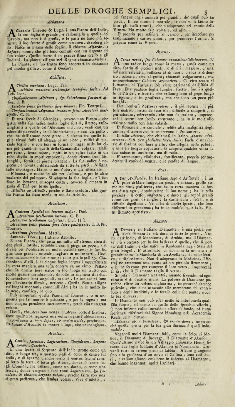 Achanaca . ACbanaca Theveto Se Lugd. è una Pianta dell’Indie, la cui foglia è grande , e raffomiglia a quella del Cavolo, ma non è sì gioita, e le parti ne fono più te¬ nere; il fuo frutto è grolto come un uovo, di color gial¬ lo. Nafce in mezzo delle foglie, fi chiama Alfardo, o Lefaco, nomi, che gli fono comuni con un ferpente del fuo colore. Quello frutto è in grande (lima preffo a gli Indiani. La pianta alligna nel Regno chiamatoMelyla. La Pianta, e’1 fuo frutto fono adoperati in decozione pel morbo gallico, come il Guajaco. » Achillea. , Cbìllea montana. Lugd. Tab. ^Achillea montana art he mi fi ce tenuifolii facìc . Ad Lob. lcon. Cbryfanthemum jilpìnum , & Schertanum Jacobedt af¬ fine . I. B. Jaccheta folti? ferulace'ts flore minore. Pit. Tournef. Cbryfanthemum jilpìnum incanum foliìs Abrotani mul¬ tifidis. C. B. E* una fpezie di Giacobea , ovvero una Pianta , che getta dalla fua radice molte foglie fottili, ftrette, raffo- iniglianti a quelle dell’Abrotano mafchio, verdi con un odore difpiacevole , fe fi (impicciano , e con un gufto , che ha dell’amaro poco grato , S’ alzano fra quelle fo¬ glie alcuni fuffci all’altezza di un piede , veftiti di pìc- ciole foglie , e con fiori in forma di raggi nelle lor ci¬ me più grandi di quelli dellaCamamilla volgare, gialli per tutto , fenza odore , uniti in yn calice fatto in un tubo divifo in molti embrioni , donde efeono Temi bis¬ lunghi , forniti di piume bianche . La fua radice è ne¬ riccia , e fibrata , dìlatandofi da tutte le parti . Alligna fulle montagne. Ha in fe molt’oho, e l’ale elfenziale. E’buona , e molto in ufo per l’afima , e per le altre malattie del polmone . Si adopera la fua foglia, e’1 fuo fiore in bevanda d’ acqua cotta , ovvero fi prepara in guila di Thè per berne fpelfo. Achillea ab Achille, perche è (lato creduto,che que¬ lla Pianta fia fiata rnefla in ufo da Achille. Aconitum, ÀConìtum LycoRobum luteum majus. Dod. Aconitum lycoRonum luteum. C. B. Aconitum lycoRonum vulgatius. Ciuf. H fi. Aconitum foliìs platani fiore luteo palle[cente. I» B. Pit. Tournef. Aconitum fecundum. Matth. Luparia. Tras. In Italiano Aconito., E’ una Pianta, che getta un furto all’altezza circa di due piedi , lottile, rotondo ; che fi piega un poco , e fi divide per l’ordinario in molti piccioli rami; le fue fo¬ glie fono grandi, rotonde, tagliate in molte parti. Ifuoi fiori nafeono nelle fue cime di color giallo pallido. Cia- icheduno d’elfi è di cinque foglie ineguali rapprefentate in certa maniera una teda coperta da un elmo. Partato che fia quello fiore nafce in fuo luogo un frutto con molte guaine membrande, difnofte in maniera di tefta. Rinchiudono femi angolofi, nericci . Le fue radici fono per l’ordinario fibrofe , nericci? . Quefta Pianta alligna ne’luoghi montani, come full’Alpi ; ha in fe molto fa- le acro, cauftico, ed olio. Può adoperarfi quefta Pianta ne’ fomenti , o in un¬ guenti per tar morire li pidocchi , e per la rogna : ma non bìfogna prenderne interiormente, perch’ella c un gran veleno. Dicefi , che^co«i/K/w venga d' Acona porto d'Eraclea , dove quell’erba regnava una volta in grand’abbondanza. LycoRonum a lupus, (y> «tkVm occido, perche que¬ lla Ipezie d’Aconito fa morire i lupi, che ne mangiano. Acontia. ACont’a . Jaculum. Sagittarium. Cherfidrum . Serpens volani, Cenchrio. E’ una Ipez’re di Serpente dell’Indie grofio come un dito, e lungo tre, o quattro piedi di color di cenere lui dofifo, e di fquame bianche verfo il ventre. Sta ne’cam¬ pi fotto la terra, e fotto gli Alberi , donde fi lancia lu¬ gli Uomini, che partano, come un dardo, o come una freccia; donde vengono i fuoi nomi Sagittarium, & Ja¬ culum. Si chiama Serpens volans , perche Calta con una sì gran prefterza , che fembra volare . Vive d’infetti , e del fangue degli animali più grandi , de’ quali può far preda . Il fuo morfo è mortale , fe non vi fi fanno fu- bito gli fteffi rimedj , che s’adoperano pel morfo della Vipera. Ha molto fate volatile, ed olio. E’ proprio per refi fiere al veleno , per Scacciare per tralpirazione i cattivi umori ; per promover l’orina . Si prepara come la Vipera. Acorus . ACorus verus, feu Calamus aromaùcus Officìnarum. E’ una radice lunga come la mano , grorta come un dito, fparla di piccioli nodi , e di fili , leggiera, d’ una follanza rarefatta, roftìccia akdi fuori, bianca al di den¬ tro, odorata, aera al gullo; chiamali volgarmente, ma impropriamente Calamus aromaùcus . Ci vien recata di Lituania, di Tartaria. Ne viene parimenti dall’Ifola di Java. Ella produce foglie lunghe, ftrette. Cimili a quel¬ le dell’Iride , e frutti , che rartomigliano al pepe lungo in figura , e in groffézza , ma che fono un poco più lunghi. Dee freglierfi l' Acoyus verus , il più recente , il più ben nodriro, netto da fuoi fili , difficile a romperli , il più odorato, ortervando, che non fia tarlato , imperoc¬ ché i vermi ben fpefto v’entrano ; ha in fe molt’olio efaltaro mirto con fate volatile. E’ llomatale , e cordiale , refifie alla malignità degli umori; è aperitivo; fe ne fervono i Profumieri. Il falfo Acorus, che chiamali in latino Acorus adul- terinus. E.B. Seu gladiolus Iwets liliis. Fuch. è unalpe- zie di Ipadina col fiore giallo, che alligna nelle paludi, e in altri luoghi acquatici . Si adopera qualche volta la fua radice in medicina, ma di rado. E’ attenuante, rifolutiva, fortificante, propria per mo¬ derare il corfo di ventre, e le perdite di fangue. Acus. ACus Arifiotelìs. In Italiano Ago d’Ariftotele ; è un pefee di Mare lungo un piede, e mezzo, grofio co¬ me un dito, gialliccio, che ha in certa maniera la for¬ ma d’un ago , donde viene il fuo nome ; ha la tefta pirciola , il ceffo lunghetto , e duro ; gli occhi grandi come due grani di miglio ; la carne dura , fecca , e di difficile digeftione . Ve n’ha di molte fpezie , che fono differenti in grandezza; ha in fe molt’olio, e fale. Vie¬ ne (limato aperitivo. Adamas. ADamas ; in Italiano Dìaipante , è una pietra pre- ziol'a (limata la più dura di tutte le pietre . Vie¬ ne dall’Indie, di Macedonia, di Arabia; ma il Diaman¬ te più ricercato per la fua bellezza è quello, che fi por¬ ta dall’Indie , e che nafce in Raolconda negli Stati del gran Mogol . E’ attorniato di fabbia nella miniera : è grande come la Mandorla di un Avellana, di color bian¬ co, e rilplendenre. Non è adoperato in Medicina. I Ve- traj ne attaccano una punta ad un picciolo ftrumento , e fe ne fervono per rompere il loro vetro , imperocché fi sà, che il Diamante taglia il vetro. Si pefa il Diamante acaratti, quando fivende, ed ogni caratto è di quattro grani. La polvere di Diamante po¬ trebbe oliere un veleno inghiottirà , imperocché farebbe pericolo , che fe ne attacaffe alle membrane del ventri¬ colo e degli intefimi, e le foraffe colte fue punte, e col¬ la fua durezza. Il Diamante non può effer meffo in infufionedaqual- fifia fuoco ; nè meno da quello dello fpecchio uftorio , fe non infieme collo fmeraldo; allora fi fonde, ed è una fperienza riferitaci dal Signor Homberg nell’ Accademia Reale delle Icienze. Adamas ab a privativo , (S* domo ; imperoc¬ ché quefta pietra per la fua gran durezza è quafi indo¬ mabile . Veggonfi molti Diamanti falfi, come la Selce di Me- tìoe, ii Diamante di Brovage, il Diamante d’Alanfon . Quell’ ultimo nafce in un Villaggio chiamato Hertrè fi- tuato due leghe lontano d’Alanfon in Normandia. Tro- vanfi tutti in terreni pieni di fabbia . Alcuni giungono fino alla grolfozza d’un uovo di Gallina ; fono così du¬ ri , e rartomigliano così bene in fodezza al Diamante , che hanno ingannati molti Lapidari.