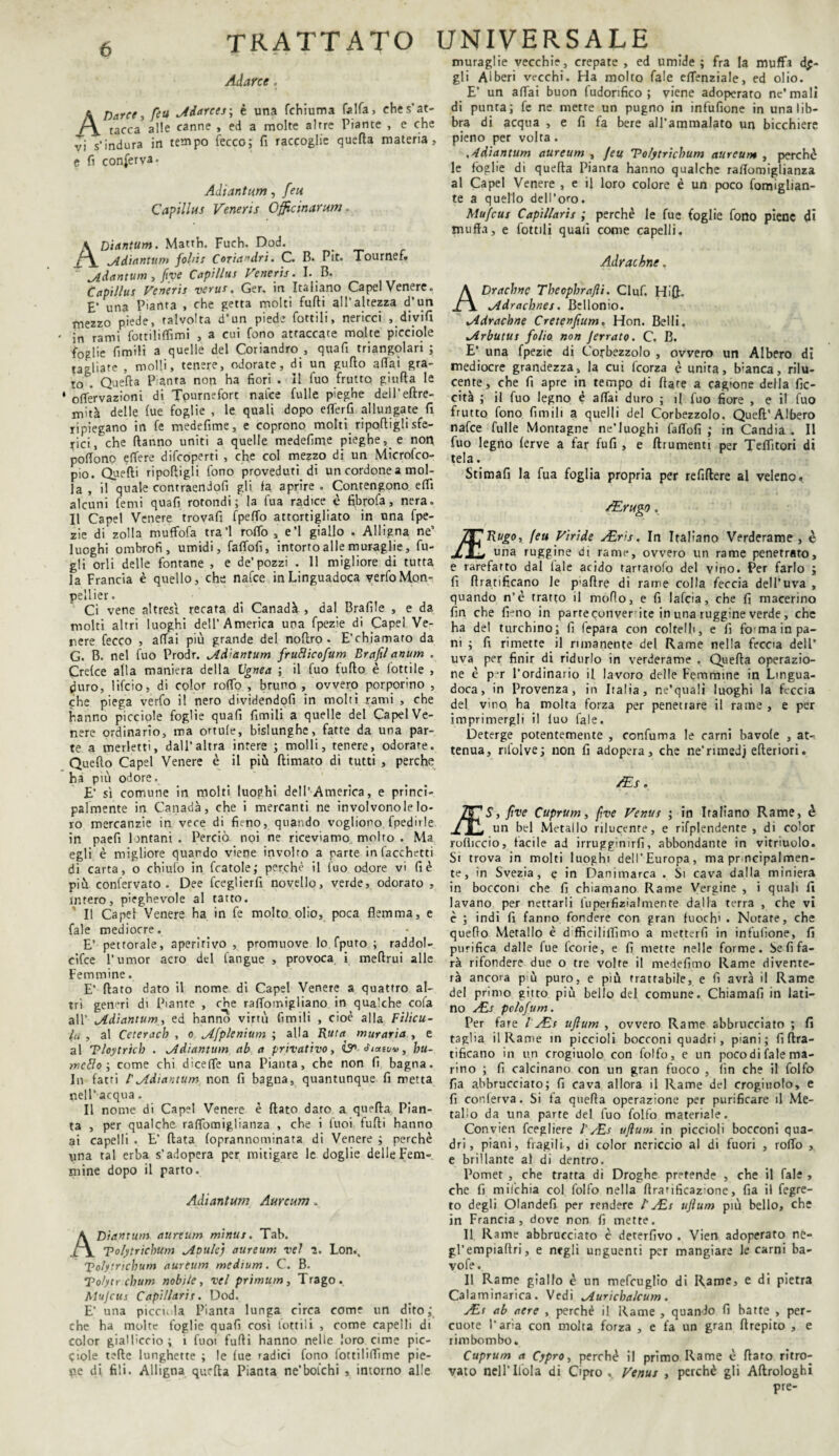 trattato universale Adarce. A Darre, feu Adarces-, è una fchiuma Calfa, che s’at¬ tacca5 alle canne , ed a molte altre Piante , e che vi s’indura in tempo (ecco; fi raccoglie querta materia, e fi conferva. Adiantum, Capillus Veneris Officinarum . ADiantum. Matth. Fuch. Dod. Adiantum follis Coria*dri. C. B. Pit. Tournef. Adantum, fiye Capillus Veneris. I. B. Capillus Veneris verus. Ger. in Italiano Capelvenere. E’ una Pianta , che getta molti furti all’altezza d’un mezzo piede, talvolta d’un piede fonili, nericci , divifi - in rami lottiliffimi , a cui fono attaccate molte picciole foglie fimili a quelle del Coriandro , qua fi triangolari ; tagliate , molli, tenere, odorate, di un gurto affai gra¬ to. Querta Pianta non ha fiori . Il fuo frutto giurta le * offervazioni di Tourneforr nafce Culle pieghe dell’eftre- mità delle lue foglie , le quali dopo efferfi allungate fi ripiegano in fe medefime, e coprono molti riportigli sfe¬ rici, che ftanno uniti a quelle medefime pieghe, e non poffono effere difeoperti , che col mezzo di un Microfco- pio. Quelli riportigli fono proveduti di un cordone a mol¬ la , il quale contraendofi gli fa aprire . Contengono effi alcuni femi quali rotondi ; la fua radice è fi.brofa, nera. Il Capei Venere trovali fpeffo attortigliato in una fpe- zie di zolla muffofa tra’l roffo , e’1 giallo . Alligna ne luoghi ombrofi, umidi, faffofi, intorto alle muraglie, fu- gli orli delle fontane , e de’pozzi . 11 migliore di tutta la Francia è quello, che nafce inLinguadoca verfoMon- pellier. Ci vene altresì recata di Canadà , dal Braille , e da molti altri luoghi dell’America una fpezie di Capei Ve¬ nere fecco , affai più grande del nortro. E’chiamato da G. B. nel fuo Prodr. Ad’antum fruBicofum Brafil anum . Crelce alla maniera della lignea ; il fuo furto è lottile , duro, lifeio, di color roffo , bruno , ovvero porporino , che piega verfo il nero dividendoli in molti rami , che hanno picciole foglie quali limili a quelle del Capelve¬ nere ordinario, ma ortule, bislunghe, fatte da una par¬ te a merletti, dall’altra intere ; molli, tenere, odorare. Quello Capei Venere è il più (limato di tutti , perche ha piu odore. E’ si comune in molti luoghi dell’America, e princi¬ palmente in Canada, che i mercanti ne involvonole lo¬ ro mercanzie in vece di fieno, quando vogliono fpedirle in paefi lontani . Perciò noi ne riceviamo molro . Ma egli è migliore quando viene involto a parte in Tacchetti di carta, o chiufo in fcatole; perchè il fuo odore vi fi è più confervato . Dee fceglierfi novello, verde, odorato , intero, pieghevole al tatto. Il Capei Venere ha in fe molto olio, poca flemma, e fale mediocre. E’ pettorale, aperitivo , promuove lo fputo ; raddol¬ cire l’umor acro del fangue , provoca i mertrui alle Femmine. E’ flato dato il nome di Capei Venere a quattro al¬ tri generi di Piante , che raffomigliano in qualche cofa all’ Adiantum, ed hanno virtù fimili , cioè alla Filicu- la , al Ceterach , o Afplenium ; alla Ruta muraria , e al Tloytricb . Adiantum ab a privativo, fiatai*, bu- tneBo ; come chi diceffe una Pianta, che non fi bagna. In fatti /’ Adiantum non fi bagna, quantunque fi metta nell’ acqua. Il nome di Capei Venere è flato dato a querta Pian¬ ta , per qualche raffomiglianza , che i fuoi furti hanno ai capelli . E’ fiata (oprannominata di Venere ; perchè una tal erba s’adopera per mitigare le doglie delle Fem¬ mine dopo il parto. Adiantum Aurcum. Diantum aureum minus. Tab. Tolytricbum Aoule) aureum vel i. Lon.k 'polytncbum aureum medium. C. B. To/yncbum nobile, vel primtim, Trago. Mujcus Capillaris. Dod. E’ una pieci Ja Pianta lunga circa come un dito ; che ha molte foglie quafi così lottili , come capelli di color giallìccio ; 1 fuoi furti hanno nelle loro cime pic¬ cole terte lunghette ; le fue radici fono fotti!ifflme pie¬ ne di fili. Alligna querta Pianta ne’boichi , intorno alle muraglie vecchie, crepate, ed umide; fra la muffi dg- gli Alberi vecchi. Ha molto fale effenziale, ed olio. E’ un affai buon fudorifico ; viene adoperato ne’mali di punta; fe ne mette un pugno in infufione in una lib¬ bra di acqua , e fi fa bere all’ammalato un bicchiere pieno per volta. Adiantum aureum , Jeu Tolytricbum aureum , perchè le foglie di quefta Pianta hanno qualche raffomiglianza al Capei Venere , e il loro colore è un poco fomiglian- te a quello dell’oro. Mufcus Capillaris ; perchè le fue foglie fono piene di muffa, e fiottili quali come capelli. Adrachnc. ADracbnc Tbeopbrafli. Ciuf. Hift. Adracbnes. Bellonio. Adracbne Cretenftum* Hon. Belli. Arbutus folio non Jerrato. C. B. E’ una fpezie di Corbezzolo , ovvero un Albero di mediocre grandezza, la cui ficorza è unita, b'anca, rilu¬ cente, che fi apre in tempo di fiate a cagione della lic¬ eità ; il fuo legno è affai duro ; il fuo fiore , e il fuo frutto fono fimili a quelli del Corbezzolo. Quell’ Albero nafce fulle Montagne ne’Iuoghi faffofi ; in Candia . Il fuo legno ferve a far fufi , e ftrumenti per Teffitori di tela. Stimafi la fua foglia propria per refiftere al veleno. /Erugo. Rugo, feu Vìride ALrìs. In Italiano Verderame , è una ruggine di rame, ovvero un rame penetrato, e rarefatto dal fale acido tarraiofo del vino. Per farlo ; fi ((ratificano le p’artre di rame colla feccia dell’uva , quando n’è tratto il morto, e fi iafeia, che fi macerino fin che fi-no in parteconver ite in una ruggine verde, che ha del turchino; fi lepara con coltelli, e fi fio ma in pa¬ ni ; fi rimette il rimanente del Rame nella feccia dell’ uva per finir di ridurlo in verderame . Quefta operazio¬ ne è pr l’ordinario il lavoro delle Femmine in Lingua- doca, in Provenza, in Italia, ne’quali luoghi la feccia del vmo ha molta forza per penetrare il rame , e per imprimergli il luo fale. Deterge potentemente , confuma le carni bavole , at¬ tenua, rilolve; non fi adopera, che ne’rimedj efteriori. /Es. S, ftve Cuprttm, fve Venus ; in Italiano Rame, è un bel Metallo rilucente, e rifplendente , di color rofficcio, tacile ad irruggimrfi, abbondante in vitriuolo. Si trova in molti luoghi dell’Europa, ma pr ncipalmen- te, in Svezia, e in Danimarca . Si cava dalla miniera in bocconi che fi chiamano Rame Vergine , i quali fi lavano per nettarli fuperfizìalmente dalla terra , che vi c ; indi fi fanno fondere con gran fuochi . Notate, che quefto Metallo è d fficiliffimo a metterfi in infufione, fi purifica dalle fue Teorie, e fi mette nelle forme. Se fi fa¬ rà rifondere due o tre volte il medefimo Rame divente¬ rà ancora p ù puro, e più trattabile, e fi avrà il Rame del primo gitto più bello del comune. Chiamali in lati¬ no ALs pclofum. Per fare / y£r uftum , ovvero Rame abbrucciato ; fi taglia il Rame in piccioli bocconi quadri, piani; fi {(ra¬ tificano in un crogiuolo con folfo, e un pocodi fale ma¬ rino ; fi calcinano con un gran fuoco , fin che il folfo fia abbrucciato; fi cava allora il Rame del crogiuolo, e fi conferva. Si fa querta operazione per purificare il Me¬ tallo da una parte del fuo folfo materiale. Convien fcegliere l'ALs uftum in piccioli bocconi qua¬ dri, piani, fragili, di color nericcio al di fuori , roffo , e brillante al di dentro. Pomer , che tratta di Droghe pretende , che il fai; , che fi mifchia col folfo nella rtranficaz'one, fia il fegre- to degli Olandefi per rendere /’ ALs uftum più bello, che in Francia, dove non fi mette. Il Rame abbrucciato è deterfivo . Vien adoperato ne- gl’empiartri, e negli unguenti per mangiare le carni ba- vofe. Il Rame giallo è un mefcuglio di Rame, e di pietra Calaminarica. Vedi Aurìcbalcum . ALs ab aere , perchè il Rame , quando fi batte , per¬ cuote l’aria con molta forza , e fa un gran ftrepico , e rimbombo. Cuprum a Cypro, perchè il primo Rame è flato ritro¬ vato nell’libi a di Cipro , Venus , perchè gli Aftrologhi pre-