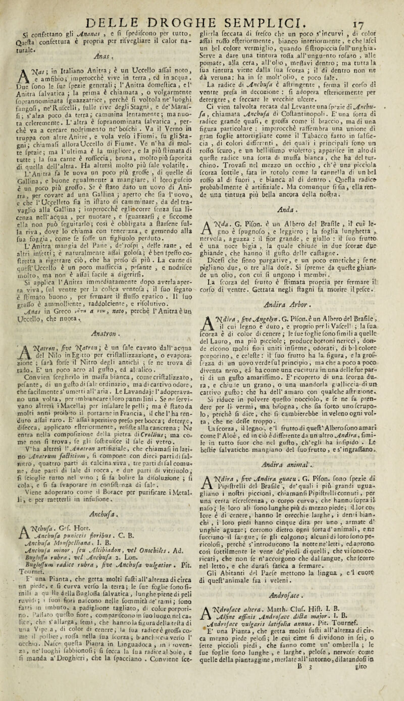 Si confettano gli Ananas , e fi fpedifcono per tutto. Quella confettura è propria per Svegliare il calor na¬ turale» v Anas. A'Hat; in Italiano Anitra; è un Uccello affai noto, e amfibio; imperocché vive in terra, ed in acqua. Due fono le fue fpezie generali; l’Anitra domefiica, e 1’ Anitra falvatica ; la prima è chiamata , o volgarmente foprannominata fguazzatri.ee , perchè fi voltola ne’luoghi fa ago fi , ne’Rufcelli, lulle rive degli Stagni, e de’Maraf- fi; s'alza poco da terra; cammina lentamente; ma nuo¬ ta celeremente. L’altra è fopranominata lalvatica , per¬ chè va a cercare nodrimento ne’bofehi . Va il Verno in truppa con altre Anitre, e vola vefo i Fiumi, fu gli Sta¬ gni ; clvamafi allora Uccello di Fiume. Ve n’ha di mol¬ te fpezie; ma l’ultima è la migliore, e la più (limata di tutte ; la fua carne è rofficcia, bruna, molto più faporita di quella dell’altra. Ha altresì molto più fale volatile. _ L’Anitra fa le uova un poco più groffe , di quelle di Gallina, e buone egualmente a mangiare, il loro guferò c un poco più groffo. Se è flato dato un uovo di Ani¬ tra, per covare ad una Gallina ; aperto che fia l’uovo, e che 1‘Uccellerò fia in ifiato di camminare, da del tra¬ vaglio alla'Gallina ; imperocché egli^corre fenza fua li¬ cenza nell’acqua , per nuotare , e fguazzarfi ; e ficcome ella non può feguitarlo; cosi è obbligata a ftarfene fili¬ la riva, dove lo ch'ama con tenerezza, e gemendo alla fua foggia, come fe foffe un figliuolo perduto. L’Anitra mangia del Parie , de’rofpi , delle rane , ed altri inietti; è naturalmente affai golofa; è ben ipeffo cor fi re 11 a a rigettare ciò, che ha prefo di più . La carne di queft’Uccello è un poco maffiecia , pffante , e nodrifee molto, ma non è affai facile a digerirli. Si applica l’Anitra immediatamente dopo averla aper¬ ta viva, fui ventre per la colica ventofa , il fuo fegaro è Rimato buono , per fermare il fluffo epatico . Il (uo graffo è ammolliente, raddolcente, e rifolutivo. Anas in Greco v*r* a veu, nato, perchè l’Anitra è un Uccello, che nuota v Anatron. Anatron, fìve patron; è un fale cavato dall’acqua del Nilo inEgtto per criftallizzazione, o evapora¬ zione ; farà forfè il Nitro degli antichi ; fe ne trova di rado. E’ un poco acro al guflo, ed aleatico. Convien fceglierlo in malfa bianca, comecriflalizzato, pefante, di un guflo di fale ordinario, ma di cattivo odore, che facilmente s’ umetti all’ aria . Le Lavandaie l’adoperava¬ no una volta, per imbiancare i loro panni lini. Senefervi- vano altresì i Macella) per infialare le pel li j ma è flatoda molti anni proibito il portarne in Francia, il che l’ha ren- duro affai raro. E’ affai aperitivo prefo per bocca ; deterge, difecca, applicato efleriormente, refifte alla cancrena ; Ne entra nella compofizione della pietra d\ Croltius-, ma co¬ me non fi trova, fe gli foflituifce il fale di verro. V’ha altresì V Anatron artifiziale, che chiamafi in lati¬ no Anatrum faffitium, fi compone con dieci parti.di fal- mtro, quattro parti di calcina viva, tre parti di fai comu¬ ne , due parti di (ale di rocca, e due parti di vitriuolo; fi (doglie rutto nel vmo ; fi fa boi ire la difoluzione ; fi cola, e fi fa fvaporare in confili nza di fale. Viene adoperato come il Borace per purificare i Metal- li, e per metterli in infufione. Ancbufa» ATAjcbufa. Gff. Hort. Ancbufa puniceis foribus. C. B. Ancbufa Monfpelhana. I. B. Ancbufa minor., feu Alcibiadon, vel Onocbìles. Ad. Bug/offa rubra, vel Ancbufa 2. Lon. Buglojfum radice rubra , five Ancbufa vulgatior . Pii. Tournef. E’ una Pianta, che getta molti fufli all’altezza di circa un piede, e fi curva verfo la terra; le fue foglie fono fil¬ mili a qu Me della Bugloffa falvatica, lunghe piene di peli ruvidi; 1 iuoi fiori nalcono nelle fommità de’ rami ; fono farri m imbuto, a padiglione tagliato, di color porpori¬ no. ;'ailato quello fiore , comparirono in fuo luogo, nel ca¬ lice, che s’allarga, leppi, che hanrola figuradella teda di una Vipe a, di color di cenere; la fua radice è groffa co¬ me il pollice, rolfa nella fua feorza ; bancl iena verfo 1’ occhio. Naie* quella Pianta in Lmguadoca , in i roven- za, ne’ luoghi fabbionofi ; fi lecca la fua radice al Sole, e fi manda a’ Droghieri, che la fpacciano . Conviene fce- glinla leccata di frefeo che un poco s’incurvi , di color affai roffo efleriormente, bianco interiormente, echelafci un bel colore vermiglio, quando fi flropiccia full’unghia. Serve a dare una tintura roffa all’unguento rofato , alle pomate, alla cera, all’olio, meffavi dentro; ma tuttala fua tintura viene dalla lua feorza ; il di dentro non ne dà veruna: ha in fe molt’olio, e poco fale. La radice di Ancbufa è aftringente , ferma il corfo dì ventre prefa in decozione : fi adopera efteriormer.te per detergere, e leccare le vecchie ulcere. Ci vien talvolta recata dal Levante una fpezie di Ancbu- fa , chiamata Ancbufa di Collant inopoli. E’una forra di radice grande quali, e grolla come il braccio, ma di una figura particolare : imperocché raffembra una unione di gran foglie attortigliate come il Tabacco fatto in falfic- cia , di colori differenti , dei quali i principali fono un roffo feuro, e un belliffìmo violetto; apparifee in altodi quelle radice una forca di muffa bianca, che ha del tur¬ chino. Trovafi nel mezzo un occhio , ch’è una picciola feorza lottile, fata in rotolo come la cannella di un bel roffo al di fuori , e bianca, al di dentro . Quella radice probabilmente è artifiziale. Ma comunque fi fia, ella ren¬ de una tintura piu bella ancora della noflra. Arida . A'ifda. G. Pifon. è un Albero del Braille , il cui le¬ gno è fpugnofo , e leggiero ; la foglia lunghetta , nervofa, aguzza : il fior grande, e giallo : il fuo frutto è una noce bigia , la quale chiude in due feorze dye ghiande, che hanno il guflo delle caftagne. Dicefi che fieno purgative, e un poco emetiche; fenc pigliano due, o tre alla dofe. Si (preme da quelle ghian¬ de un olio, con cui fi ungono i membri. La feorza del frutto è {limata propria per fermare i! corfo di ventre. Gettata negli (lagni fa morire ilpefce. Andira Arbor. A Indirà , five Angelyn. G. Pifon. è un A ibero del Brafìie » A\ il cui legno è duro, e proprio per li VafceM ; la fua feorza è di color di cenere ; le fue foglie fono firmili a quelle del Lauro, ma più picciole ; produce bottoni nericci, don¬ de elcono molti fiori uniti infieme, odorati, di b l colore porporino, ecelefie: il fuo frutto ha la figura, e la grofi fezza di un uovo verdeful principio , ma che a poco a poco diventa nero, ed ha come una cucitura in una delle fue par¬ ti di un guflo amariffimo. E’ricoperto di una feorza du¬ ra, e chiu ie un grano, o una mandorla gialliccia’di uri cattivo guflo: che ha dell'amaro con qualche affezione.. Si riduce in polvere quello nocciolo, e fe ne fa pren¬ dere per li vermi, ma bifogna, che fia fotto unoferupo- lo, perchè fi dice, che-fi cambierebbe in veleno ogni vol¬ ta, che ne deffe troppo. La feorza, il legno, e’I frutto di quefT Albero fono amari come l’Aloè , ed in ciò èdifferente da un altro Andira, filmi¬ le in tutto fuor che nel guflo, ch’egli ha infipido . Le beffi? faivatiche-mangiano del fuo frutto, e s’ingraffano» Andira animai.. A J<[dira , fìve Andira guacu . G. Pifon. fono fpezie dì Pipiftrelli del Brafile , de'quali i più grandi ugua¬ gliano i noftri piccioni, chiamanfi Pipiftrelli cornuti, per una certa efcrefcenza, o corpo curvo, che hanno (opra il nafo; le loro ali fono lunghe più di mezzo piede; il lor co¬ lore è di cenere, hanno le orecchie larghe, i demi bian¬ chi , i loro piedi hanno cinque dita per uno , armate d’ unghie aguzze; corrono dietro ogni forra d’animali, ene Cucciano il fangue, fe gli colgono; alcuni dì loro fono pe- ricolofi, perchè s’introducono la notte ne’letti, ed aprono così fottilmente le vene de’piedi di quel li, chevifonoco- ricati, che non fe n’accorgono che dal (angue, che (corre- nel Ietto, e che durafi fatica a fermare. Gli Abitanti dpi Paefe mettono la lingua , e’1 cuor? di queft’animale fra i veleni. Androface. Androface altera. Matth. Ciuf. Hi fi. L B. Alfine afjfnis Androface dilla major. I. B. Androface vulgaris latifo/ia annua. Pit. Tournef. *E’ una Pianta, che getta molti fufli all’altezza dicìr-, ca mezzo piede pelofi ; le cui cime fi dividono in fei, o fette piccioli piedi , che fanno come un’ ombrella ; le fue foglie fono lunghe , e larghe, pelofe-, nervofe come quelle della piantaggine, merlate all’ intorno, dilatandoli io B 3 giro