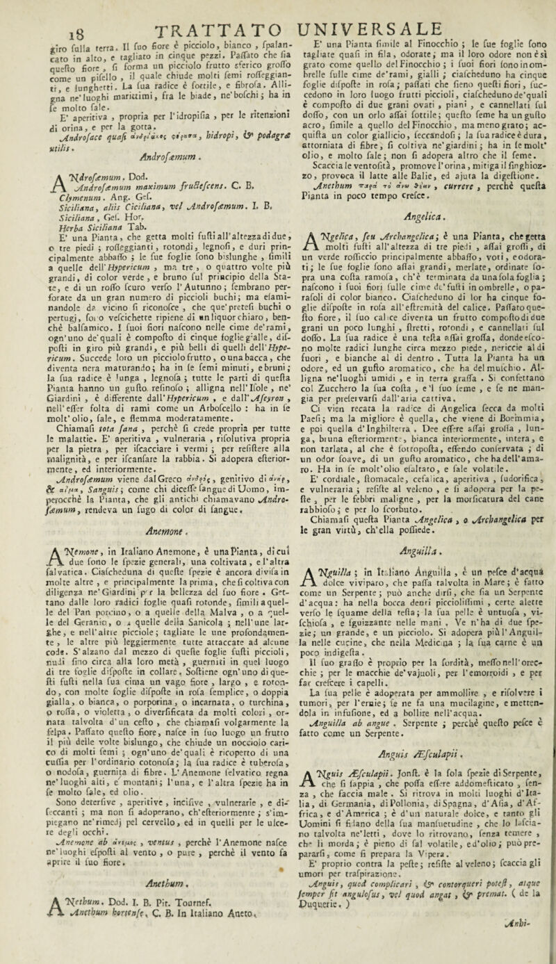 trattato universale «irò falla ferra. Il fuo fiore è picciolo, bianco , fpalan- cato in alto, e tagliato in cinque pezzi. Pattato che ha quello fiore , fi forma un picciolo fratto sferico grotto come un pifello , il qoale chiude molti femi rotteggian- ti, e lungherti. La fua radice è fonile, e fibrofa. Alli¬ gna ne’luoghi marittimi, fra le biade, ne’bofchi; ha in fe molto fale. , ... E’ aperitiva , propria per l'idropifia , per le menzioni di orina, e per la gotta, Androface quafi «WfiV**c hidropi, ip podagra ■Utilis. Androfxmum. Al^drofamum, Dod. jLnArofamum maximum fruBefcens. C. E. Clymenum. Ang. Gef. Siciliana, aliis Ciciliana, vel Androfeemum. I. B. Siciliana , Gel. Hor. Herba Siciliana Tab. E’ una Pianta, che getta molti furtiall’altezzadidue, o tre piedi ; rofleggianti, rotondi, legnofi, e duri prin¬ cipalmente abbatto ; le fue foglie fono bislunghe , limili a quelle dell’Hypericum , ma tre, o quattro volte più grandi, di color verde, e bruno fui principio della Sta¬ te, e di un rotto fcuro verfo l’Autunno; fembrano per¬ forate da un gran numero di piccioli buchi; ma elami- nandole da vicino fi riconofce , che que’pretefi buchi o pertugi, foro vefcichette ripiene di un liquor chiaro, ben¬ ché balsamico. I fuoi fiori nafcono nelle cime de’rami, ogn’uno de’quali è comporto di cinque foglieg:alle, dif- pofti in giro più grandi, e più belli di quelli dell'Hype¬ ricum. Succede loro un picciolo frutto, o una bacca, che diventa nera maturando; ha in fe femi minuti, e bruni; la fua radice è 'unga , legnofa ; tutte le parti di quella Pianta hanno un gufto relìnofo ; alligna nell’Ifole, ne’ Giardini , è differente da\V Hypericum , e dall’ Afeyron , nell'etter folta di rami come un Arbofceilo : ha in fe molt’olio, fale, e flemma moderatamente. Chiamafi tota fana , perchè fi crede propria per tutte le malattie. E’ aperitiva , vulneraria , rifolutiva propria per la pietra , per Scacciare i vermi ; per refiftere alla malignità, e per ifcanfare la rabbia. Si adopera efterior- mente, ed interiormente. Androfeemum viene dal Greco genitivo di«Wp, (8r «<>«, Sanguis ; come chi diceffe (angue di Uomo, im¬ perocché la Pianta, che gli antichi chiamavano And.ro- jamumt rendeva un fugo di color di fangue» Anemone. Anemone, in Italiano Anemone, è una Pianta, di cui due fono le fpezie generali, una coltivata, e l’altra falvatica. Ciafcheduna di quelle fpezie é ancora divi fa in molte altre , e principalmente la prima, che fi coltiva con diligenza ne’Giardini pfr la bellezza del fuo fiore . Get¬ tano dalle loro radici foglie quafi rotonde, fimi 11 a quel¬ le del Pan porcino, o a quelle della Malva , o a quel¬ le del Geranio, o x quelle della Sanìcola ; nell’une lar¬ ghe, e nell’altre picciole ; tagliate le une profondamen¬ te , le altre più leggiermente tutte attaccate ad alcune coda. S’alzano dal mezzo di quelle foglie furti piccioli, nudi fiio circa alla loro metà , guerniti in quel luogo di tre foglie difpofte in collare. Softiene ogn’uno di que¬ lli furti nella fua cima un vago fiore , largo , e roton¬ do, con molte foglie difpofte in rofa femplice, o doppia gialla, o bianca, o porporina, o incarnata, o turchina, o roffa, o violetta , o diverfificata da molti colori , or¬ nata talvolta d’un certo , che chiamafi volgarmente la felpa. Paffato quello fiore, nafce in fuo luogo un frutto il più delle volte bislungo, che chiude un nocciolo cari¬ co di molti femi ; ogn’uno de’quali è ricoperto di una cuffia per l’ordinario cotonofa; la fua radice è tuberofa, o nodofa, guernita di fibre. L'Anemone felvatico regna ne’luoghi alti, c montani ; l’una, e l’altra fpezie ha in fe molto fale, ed olio. Sono deterfive , aperitive , incifive , vulnerarie , e di- ficcanti ; ma non fi adoperano, ch’efteriormente ; s’iin- piegano ne’rimeJj pel cervello, ed in quelli per le ulce¬ re degli occhi. Anemone ab «vifxot , ventus , perché l’Anemone nafce ne’luoghi efpofti al vento , o pure , perchè il vento fa aprire il fuo fiore. % Anethum. ATS^ethum. Dod. I. B. Pir. Tournef. Anethum hertenfe^ C. B. In Italiano Aneto.. E’ una Pianta fimile al Finocchio ; le fue foglie fono tagliate quafi in fila, odorate; ma il loro odore non èst grato come quello del Finocchio ; i fuoi fiori fono in om¬ brelle fuile cime de’rami, gialli ; ciafcheduno ha cinque foglie difpofte in rofa; pattati che fieno quelli fiori, fuc- cedono in loro luogo frutti piccioli, ciafchedunode’quali è comporto di due grani ovati , piani , e cannellati fui dotto, con un orlo affai fottile; quello feme ha un gufto acro, fimile a quello del Finocchio, ma meno grato; ac- quifta un color giallicio, leccardofi ; la fua radice è dura , attorniata di fibre, fi coltiva ne’giardini ; ha in fe molt* olio, e molto fale; non fi adopera altro che il feme. Scaccia le ventofità, promove l’orina, mitiga il finghioz- zo, provoca il latte alle Balie, ed ajuta la digeltione. Anethum irjfd rò àvu s-tnv , currere , perchè quella Pianta in poco tempo crefce. Angelica. Angelica, feu Archangelica; è una Pianta, che getta molti filiti all’altezza di tre piedi , affai groffi, di un verde rofficcio principalmente abbatto, voti, eodora- ti; le fue foglie fono aliai grandi, merlate, ordinate fo- pra una corta ramola, ch’è terminata da una fola foglia ; nafcono i fuoi fiori lulle cime de’furti in ombrelle, o pa¬ rafali di color bianco. Ciafcheduno di lor ha cinque fo¬ glie difpofte in rofa all’eftremità del calice. Pattatoque- flo fiore, il luo calice diverta un frutto compoftodidue grani un poco lunghi , flretti, rotondi , e cannellati fui dottò. La fua radice è una tefta affai grolla, donde elco- no molte radici lunghe circa mezzo piede, nericcie aldi fuori , e bianche al di dentro . Tutta la Pianta ha un odore, ed un gufto aromatico, che ha del muletto. Al¬ ligna ne’luoghi umidi , e in terra graffa . Si confettano col Zucchero la fua colla , e’1 fuo feme , e fe ne man¬ gia per prelervarfi dall’aria cattiva. Ci vien recata la rad'ce di Angelica fecca da molti Paefi ; ma la migliore è quella, che viene di Boe’mmia, e poi quella d’Inghilterra . Dee effere affai grolla , lun¬ ga, bruna efteriorment-, bianca interiormente, urterà, e non tarlata, al che è lottopofta, effendo coniervata ; di un odor foave* di un guflo aromatico, che ha dell’ama¬ ro. Ha in fe molt’olio efaltato, e fale volatile. E’ cordiale, ftomacale, cefalica, aperitiva , (udorifica, e vulneraria ; refifte al veleno , e li adopera per la pe¬ lle , per le febbri maligne , per la morficatura del cane rabbiofo; e per lo feorbuto. Chiamafi quella Pianta Angelica , o Archangelica per le gran virtù, ch’ella poffìede. Anguilla. A 7'Jguì/la ; in Italiano Anguilla , é un pefee d’acqua il dolce viviparo, che palla talvolta in Mare; è fatto come un Serpente; può anche dirli, che fia un Serpente d’acqua: ha nella bocca denti picciolittimi , certe alette verfo le fqtiame della fella; la fua pelle è untuofa , vi- fchiofa , e lguizzante nelle mani , Ve n’ha di due fpe¬ zie; un grande, e un picciolo. Si adopera più l’Anguil¬ la nelle cugine, che nella Medicina ; la fua carne è un poco indigefta. 11 fuo gratto c proprio per la fordità, metto nell’orec¬ chie ; per le macchie de’vajaoli, per l’emorroidi , e per far crefcere i capelli. La fua pelle è adoperata per ammollire , e rifolvre i tumori, per l'ernie; le ne fa una mucilagine, emetten¬ dola in infufione, ed a bollire nell’acqua. Anguilla ab angue . Serpente ; perché quello pefee c fatto come un Serpente. Angui s /Efcui apii. A AEfculapii. Jonft. è la fola fpezie di Serpente, Jl\ che fi lappia , che potta ettVre addomefticato , fen- za , che faccia male . Si ritrova in molti luoghi d’Ita¬ lia, di Germania, diPollonia, diSpagna, d’Afia, d’AU frica, e d’America ; è d’usi naturale dolce, e tanto gli Uomini fi filano della fua manfuetudine , che lo Infoia¬ no talvolta ne’letti , dove lo ritrovano, fenza temere , che H morda; è pieno di fai volatile, ed’olio; può pre¬ pararli, come fi prepara la V'pera. E' proprio contra la pefte; refifte al veleno; fcacciagli umori per trafpirazione. Angui ty qued compite ari , iS' contar queri potejì, atque Jemper jit angulofus, vel quod angat , i? premat. ( de la Duquerie. ) Anhi-