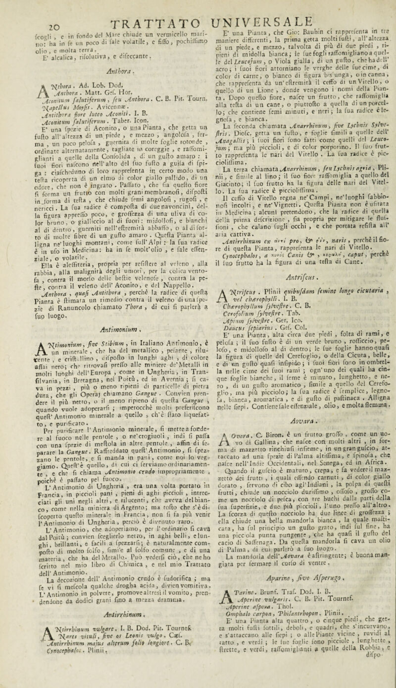 fcoHi , e in fondo dei Mare chiude un vermicello mari¬ no T ha in fe un poco di l'ale volatile, e fiffo, pochiflimo olio , e molta terra. E’ alcalica, rifolutiva, e dileccante. Anthora. ATgthora . Ad. Lob. Dod. Antbora . Matt. Gef. Hor. Aconitum falliti ferititi, feu Antbora. C. B. Pit. Touri». P^apellut Moyfis. Avicennae. Antìtb-ra fiore luteo Aconiti. I. B. Aconitum falutiferum . Taber. Icori. E’ una fpezie di Aconito, o una Pianta, che getta un furto all’altezza di un piede , e mezzo , angolofa , fer¬ ma , un poco pelofa , guernita di molte foglie rotonde , ordinate alternatamente, tagliate in coreggie , e raffomi- glianti a quelle della Confolida , d; un gufto amaro : i (uoi fiori nafcono nell’alto del fuo furto a guila di fpi- ga . ciafcheduno di loro rapprefenta in certo modo una teda ricoperta di un elmo di color giallo pallido, di un odore, che non è ingrato . Fallato , che fia querto fiore fi forma un frutto con molti grani membranofi, difpofti in forma di terta , che chiude femi angotefi , rugofi , e nericci. La fua radice è comporta di duenavoncini, del¬ la figura apprefifo poco, e groffezza di una uliva di co¬ lor bruno, o gialliccio al di fuori: midollofi, e bianchi al di dentro, guerniti nell’eftremità abbaffo, o al di {or¬ to di molte fibre di un gufto amaro . Quefta Pianta al¬ ligna ne’luoghi montani, come lull’Alpi : la fua radice è in ufo in Medicina: ha in fe molt’olio , e fale eften- ziale , o volatile. Ella è alertiteria, propria per refirtere al veleno , alla rabbia, alla malignità degli umori, per la colica vento¬ la contra il morto delle bertie velenofe , contra la pe¬ lle5, conrra il veleno dell’Aconito, e del Nappello. Antbora , quafi Antitbora , perchè la radice di quella Pianta è ftimara un rimedio contra il veleno diunafpe- zìe di Ranuncolo chiamato Tbora , di cui fi parlerà a fuo luogo. Antimonium , AJfti moniti m, five Stibium , in Italiano Antimonio, è un minerale , che ha del metallico , pelante , rilu¬ cente , e criftJlino , cifpofto in lunghi aghi , di colore affai nero; che ritrovafi preffo alle miniere de’Metalli in molti luoghi dell’Europa , come in Ungheria, in Tran- filvania, in Bretagna, nel Poitù, ed in Avernia ; fi ca¬ va in pezzi , più o meno ripieni di particelle di pietra dura, che gli Opera) chiamano Gangue . Convien pren¬ dere H più netto, o il meno ripieno di quefta Gangue , quando vuole adoperarli ; imperocché molti preferirono quefl’Antimonio minerale a quello , ch’è ilato liquefat¬ to, e purificato. . Per purificare l’Antimonio minerale, fi mette a fonde¬ re al fuoco nelle pentole , o ne’crogiuoli , indi fi parta con una fpezie di meftola in altre pentole , affin di fe- parare la Gangue. Raffreddato quell’Antimonio, fi fpez- zano le pentole, e fi manda in pani, come noi lo veg- slamo. Qneft’è quello, di cui ci ferviamo ordinariamen¬ te e che fi chiama Antimonio crudo impropriamente , poiché è paffaro pel fuoco. L’ Antimonio di Ungheria , era una volta portato in Francia, in piccioli pani , pieni di aghi piccioli , intrec¬ ciati gli uni negli altri, e rilucenti, che aveva del bian¬ co, come nella miniera di Argento; ma torto che s’èdi- fcoperto querto minerale in Francia, non fi fa più venir l’Antimonio di Ungheria, perciò è divenuto raro. L’Antimonio, che adoperiamo, per l’ordinario fi cava dal Poitù ; convien fceglierlo netto, in aghi belli, e lun¬ ghi, brillanti, e facili a fpezzarfi; è naturalmente com¬ porto di molto folfo, fimi’e al folfo comune , e di una materia, che ha del Metallo. Può vederli ciò, che ne ho fcritto nel mio libro di Chimica , e nel mio Trattato dell’Antimonio. . La decozione dell’ Antimonio crudo e Montica ; ma fe vi fi mefcola qualche drogha acida, divienvomitiva. L’Antimonio in polvere, promove altresì il vomito, pren¬ dendone da dodici grani fino a mezza dramma. Antirrhinum. \ Tfitirrbitium vif/gare. I. B. Dod. Pit. Tournek T^ares vituliyftve os Leonis vulgo. Capi. Antirrhinum tnajus alterniti folli) longiore. C. R>. Cyrtoccphaloj. Plinii. E’ una Pianta, che Gio: Bauhin ci rapprefenta in tre maniere differenti, la prima getta molti furti, all altezza di un piede, e mezzo, talvolta di piu di due piedi , ri¬ pieni di midolla bianca; le fue fogli raffomiglianoa quel¬ le del Leucojum , o Viola gialla, di un gufto, chehadtH acro; i Cuoi fiorì attorniano le verghe delle fue cime, di color di carne, o bianco di figura b's'unga, oin canna, che rapprefenta da un’eftremità il ceffo di un Vitello , o quello di un Lione , donde vengono i nomi della Pian¬ ta. Dopo querto fiore, nafce un frutto, che raflomiglia alla teda di un cane, o piuttofto a quella di un porcel¬ lo; che contiene femi minuti, e neri; la lua radice èie- gnofa, e bianca. La feconda chiamata Anarrhinum, five Lychnis Syhe- ftris. Diofc. getta un furto, e foglie fimili a quelle dell’ Anagallis ; i tuoi fiori fono fatti come quelli del Leuco¬ citi ma più piccioli, e di color porporino. Il fuo frut¬ to rapprefenta le nari del Vitello . La fua radice c pie- ciolilfima. La terza chiamata Anarrhinum , feu lycbnis agtia , 1 fi¬ nii, e limile al lino; il fuo fiore raffomiglia a quello dtl Giacinto; il fuo frutto ha la figura delle nari del Vitel¬ lo. La fua radice è piccioli (lima . _ . Il ceffo di Vitello regna ne’Campi, ne’luoghi fabbio- nofi incolti, e ne’Vignetti. Quefta Pianta non èufitata in Medicina; alcuni pretendono, che la radice di quella della prima deferizione , fia propria per mitigare le flut- fioni , che calano fugli occhi , e che portata refifta all’ aiia cattiva. ^Antirrhinum ex «Vr/ prò, & naris, perche il fio- re di quefta Pianta, rapprefenta le nari di Vitello. Cynocepbalos, a x^o'j Canis i? , xf, caput, perche il fuo frutto ha la figura di una terta di Cane. Antrifeus. \ • ArSfitrìjcus . Plinii quibufdam [emine longo cicutaria , vel cbeeropbylli. 1. B. Cbeeropbyllum fylvefire. C. B. Cerofohum fylvefire. Tab. Apinm fylvefire. Ger. Ico. Daucus fepiarius . Gef. Col. E’ una Pianta, alta circa due piedi , folta di rami, e pelofa ; il fuo fallo è di un verde bruno , rofticcio, pe- lofo, e midollofo al di dentro; le fue foglie hannoquafi la figura di quelle del Cerefoglio, o della Cicuta, belle, e di un gufto quafi infipido ; i fuoi fiori fono in ombrel¬ la nelle cime dei fuoi rami ; ogn’uno dei quali ha cin¬ que foglie bianche, il feme è minuto, lunghetto, e ne¬ ro , di un gufto aromatico , fienile a quello dei Cerefo¬ glio, ma più picciolo; la lua radice e femplice, legno- fa, bianca, aromatica , e di gufto di paftinaca . Alligna nelle fiepi. Contienelaleeffenziale, olio, emoltaflemma. Aovara. A. Ovata. C. Biron. è un frutto graffo , come un uo- Jr\ vo di Gallina, che nafce con molti altri , in for¬ ma di mazzetto rinchiufi infieme, in un gran gufeio, at¬ taccato ad una fpezie di Palma altirtìma, e fpinofa, che nafce nell’ Indie Occidentali, nel Senega, ed in Africa. Quando il gufeio è maturo, crepa, e fa vedereil maz¬ zetto dei frutti , i quafi effondo carnuti , di color giallo dorato , fervono di cibo agfiIndiani , la polpa di quefti frutti, chiude un nocciolo durilfimo , offolo , graffo co¬ me un nocciolo di pelea, con tre buchi dalle parti della fua fuperfizie, e due più piccioli, l’uno preffo all’altro. La feorza di querto nocciolo ha due linee di groffezza ; ella chiude una bella mandorla bianca , la quale mafti- cata, ha fui principio un gufto grato, indi fui fine, ha una picc ola punta pungente , che ha quafi il gufto del cacio di Saffenaga. Da quefta mandorla fi cava un olio di Palma, di cui parlerò a fuo luogo. La mandorla àz\Y Aovara è aftringente; è buona man¬ giata per fermare il corte di ventre. Aparine, five Afper ago , A Tarine. Brunf. Traf. Dod. I. B. Aperine vulgarit. C, B. Pit. Tournef- Apcrine afpc/a. Thol. Ompbalo carpon , Tbilantrbopon . Plinii. E’ una Pianta alta quattro, o cmque piedi, che get- ra molti fulli lottili, deboli, e quadri, che s’incurvano, e s’attaccano alle fiepi ; o alle Piante vicine , ruvidi al ratro , e verdi ; le lue foglie lono picciole , lunghette , ftrette, e verdi, raffomigfianti a quelle della Robbia, e difpo-