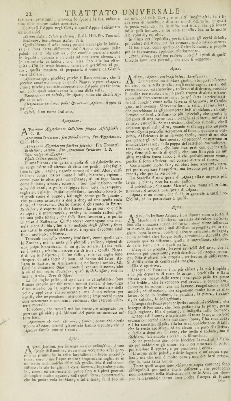 fu e parti penetranti ; provoca lo fputo ; la tua radice c una delle cinque radici aperitivc. Coltivali l’Àppio negli Orti, c quell’ Appio èchiamato da’Bottamci jLpium dolce ; Celeri Italomm. Rati. Hi fi. Pit. Tournee. Belltnutn, ftvc ,Apìum Ànice. Pa<-k. QueftaPianta è aitai nota; poiché fi mangia in infiala¬ ta ; è Hata fatta differente dall’ Appio comune dalle paludi per la fola coltura , che confifle particolarmente in legarla , quando è cresciuta ad una certa altezza , e in attorniarla di labbia , o di terra Imo alla lua eftre- mità . C'iò la rende bianca , tenera , e gratilfima al gu¬ fici ; quella maniera di prepararla è venuta da’Giardi¬ nieri Italiani. ^Apium ad ape \ pecchia; perchè è flato creduto, che le pecche a m altero il fiore di qurfla Pianta , opure ab apice, cuna; perchè gli antichi adoperavano l’Appio pertar coro¬ ne, colle quali adornavano la rima dèlia tefla. paludapium ex palude , & Apios ; come chi diceffe Ap¬ pio di palude. . Eleojclinum ex 5 pn/us {9* <rì\tvov ^ApiUììì » Appio di palude. Celeri, è un nome Italiano. Apocynum. AVocinum AEgyptiacnm lattefeens filiqtia JLfclepiaàìs . C. B. jLpocynurn Syriacum, feti Paluftrinunt, fivc yEgyptiacum. dui. H»fi. , ^f ^Apocynum sEpptìacum florìbus fpicatis. Pit. Tourner. Beidelfar, Mpìni, five „Ipocynum Syriacum. I. B. Off ai vulgo in ALgypto. Efiula Ìndica quibufdam. E’ una Pianta, che getta a guifa di unArbofcello cer¬ te verge dritte all’altezza di circa tre piedi; le tue foglie fonolunghe, larghe, egrofie comequelle dell’ Aloèmef- le l’una centra l’altra lungo i fufli , bianche , ripiene , come pure le altre parti delle Piante, di un lugo bianco come il latte, amaro, ed acro; i Tuoi fiori nafeono nelle cime dei rami, a guila di fpiga; fono fatte in campane, tagliate , e gialle. Partati quelli fiori, fuccedono loro frut¬ ti groiti come il pugno , bislunghi come grolle guaine , che pendono attaccati a due a due, ad una grolla coda dura, ed incurvata. Quello frutto è chiamato in Egitto Beidelfar , è coperto da due feorse . La prima , o quella di lopra , è membraaofa , verde ; la feconda raltomigha ad una pelle fiottile , che folle fiata lavorata , o pulita di color di Zafferano. Qbefie Icorze contengono una ma¬ lerba piena di fila , limile al mofcolo degli Alberi , fiotto cui tutta la capacità del frutto, è ripiena di cotone affai fino, morbido, e bianco. Trovanti in quello cotone, fiemi fatti, come quelli del¬ le Zucche , ma la metà più piccioli , roffìcci, ripieni di una polpa bianchiccia, di un gufilo amaro. La lua radi¬ ce è lunga , robufta , attorniata di fibre . Quella Pianta c di un bell’afpetto ; il fuo tulio , e le lue foglie fono ricoperti di una fpez;e di lana , ed hanno del fatte. Al¬ ligna in Egitto, in Aleffandria, e ne'luoghi umidi. Gli Egizj la chiamano Ojjar , donde è venuto il nome, che fi dà al fuo frutto Beidelfar, quafi Bcidel-Offar, cioè in lingua Araba, Covo di Offar. Le fue foglie pelle , ed applicate in cataplafmo , fono filmate proprie per rifolvere 1 tumori freddi: il loro fugo è un rimedio per la rogna, e per le altre malattie della pelle , applicato efteriormente : ma è un veleno per quelli, che ne prendono interiormente: imperocché purga cosi acremente e con tanta violenza, che cagiona difen- terie mortali. Il cotone, che trovati nel fuo frutto, è adoperato per guernire gli abiti: gli Abitanti del paefe ne mettouo ne* loro letti. uipocynum ab «V»- , (jn v.uvós. , Canir , come chi diceffe 'pinata di cane, perchè gli antichi hanno creduto, che 1* apocino faceffe morire i cani, Apos . & Tos. Tonflon. five birundo marina quibufdam , è una il fpezie di [fondine, ovvero un uccelletto aliai guer- r.Mo di p nne; ha la tefla larghiflìma, il becco picciolif- iimo , nero ; ma l’apre molto: imperocché inghiotte in un tratto una mofcha delle più groffe. Ha il colio cor- tiflimo, le ale lunghe, la coda forcuta, le gambe picchi¬ le , corte , ed attorniate di penne fino a i piedi guerniti di unghie molto aguzze, colle quali ferra, e penetra ciò, che ha prefo: vola lui Mare, e falla terra; fa il tuo rri- do ne’buchi delle Tori ; e m altri luoghi a’tì , fu i lì¬ di: vive di molche, e di afri infi tti dell aria, dei quali fa preda volando , ha la villa cosi fina , che gli Ict rge mille paflì lontano, e lor voia audoflo. Ha in fe molto l'ale volatile, ed olio. . Si dima per l’epildfia, per fortificare gli occhi deboli, pel dolore nefritico, per far orinare, prefo interiormente. Il luo nido, come quello dell’altre Rondini, c proprio per la fqumanzia, applicato efteriormente... i/lpos, quafi fine pedibus, perche i piedi di quell Uccello fono cosi piccioli, che non fi veggono. Apua. A Tua, jìphya , encbraficbalus. Lyrofiomus. E’ unpefeiolìno di Mare groffò , elungoal più come un dito, colla fella grolfa, cogli occhi larghi, e neri, eoi corpo bianco, ed argentino, roffìrcio al didentro, rotondo il doffo : non nuota, che in grolla truppa di altri: e fi ten¬ gono uniti (Lettamente infume . Se n’ è fatta la pelea in dif¬ ferenti luoghi: come nella Riviera di Genova, in Catalo¬ gna, in Provenza . Si cavano loro la tefla, e le interiora , che potrebbono fai gli corom pere : indi s’infialano, e fi con¬ fervano ne'barili. Si filmano più i piccioli, chei grotti: fi feelgono di una carne loda, bianchi al di fuori, roffìaldi dentro, e novelli. Se ne trovano , che fono sì molli, cheli disfanno quafi nelle dita, quando fi maneggiano un poco forte. Quelli pefciol ini accorrono al fuoco, quando ne veg¬ gono, e 1 Ideatori fe ne fervono fpefio, come di un elea per prendergli più facilmente, imperocché ne mettono in uno fcaldavi vande, folla poppa del battello: ma molti pre¬ tendono, che quelli, che fono fiati prefi con quel artifi¬ zio, fieno più molli di quelli, che fono flati prefi in un altra maniera lenza fuoco : il che probabilmente vie-ne , perchè fi fono affaticati nel correre dietro al fuoco. Contengono molto fale, eJ olio: (ono aperitivi, ep'o- prj per rifvegliare l’appetito, ma fervono più per gli ali¬ menti, che per la Medicina._ La Sardella è una fpezie di pipita, ella e un poco piu larga, e piana, non ha tanto gufto. . Il pefciolino, chiamato Me lette, che mangiali m I.in- guadoca, è ancora una fpezie dì yipua. jlpua', è un nome, che fi dà in generale a tutti ì pe- Cciplini, ed in particolare a quelli. Aqua. A Otta, in Italiano Acqua , è un liquore noto a tutto il ''Mondo : ella fifolleva, rarefatta dal calore del Sole, fino al!a mezzana ragion dell’aria , dove viene o enuta in nuvole da i venti; indi diftillafi in pioggia, ed in ru¬ giada (opra la terra, donde ellafcorre ne’fiumi, ne laghi, ed in infiniti altri luoghi baffi, eprofqndi; Acquifta cir¬ colando qualità differenti, giuda le ìmprelìioni, che pren¬ de dalle terre, per le quali palla. . . , . L'acqua di pioggia, ha certi fall acidi deh aria, che ia rendono più penetrante, e più deterfiva dell’acqua comu¬ ne. Ella è altresì più propria, per fervire di diffolvente. Si diff il la aifin di confervarla meglio. Ella è aperitiva. . ., L’acqua di Fontana è Ja più chiara , la piu limpida , e la più depurata di tutte le acque , perch’ella e fiata filtrata per mezzo delle terre ; ma ipeflo palla tra pietre affai fredde , che la rendono così cruda , e condenlata , ch'eccita in coloro, che ne bevono coagulazioni negl umori , ed eftruzioni, che cagionano molte Ione di ma¬ lattie, come lo fcorbnro, la paraiifia, la pietra, i catar¬ ri, le coliche, le indigeltioui. . . . , L'acqua dei Pozzi produce fpeffoi medefimiaccidenti, che le acque di Fontana, che fono pallate fra le pietre, perla fteffà ragione. Ella è pelante, e indigefta tulio ftomaco. L’acqua di Fiume, è la più Tana di tutte le acque per bere ordinario; perchè il Sole palatovi (opra, l’ha ribaldata, e l’ha corretta; di più, ella ha in se qualche poco di tale, che la rende aperitiva, ed in alcuni un poco rilaflativa, e facile a digerire . E’ vero, che fpeffb è torbida, ma fi rifehiara, lalciandola ripofare, o filtrandola. _ . Se ne prendono due, otre bicchieri la mattina a digiu¬ no per raddolcire gli umori acri , per umettare il petto, n:r rilaffare il ventre, e per promover l’orina. L’acqua delle paludi, odelle lagune e un acqua ripo- fata , ma che non è molto pura ; non dee berfi prima, che lìa fiata fatta bollire. Tutte quell’acque fono chiamare acqua comune; lono diftinguibili per molti effetti differenti , che producono non fidamente nella Medicina, ma nelle Arti; per eiem- nio le Lavandaie fanno bene , che l’acqua di Fiume * fcio-