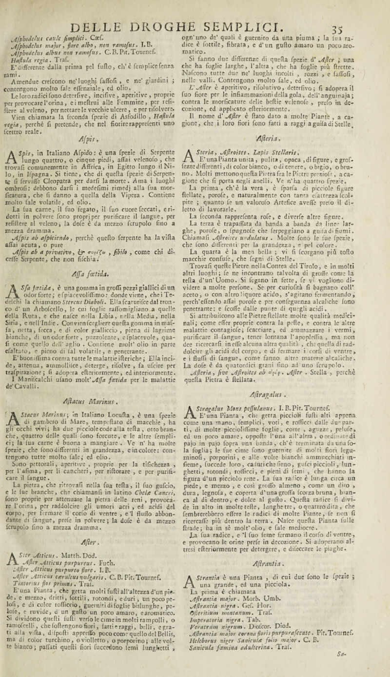 lAfphodelus caule fimplici. Caef. jlfphoAelus major, fiore albo, non ramofus. I.B. Mjpbodeltis albus non ramofus. C. B. Pit. Tournef. Hafìula regta. Traf. E’differente dalla prima pel fufto, eh’è Semplice Senza rami. . ... Amendue crefcono ne’luoghj faffofi , e ne’ giardini ; contengono molto Tale effenziale, ed olio. Le loro radici fono deterfive, incifive, aperitive, proprie per provocare l’orina, e i meRrui alle Femmine, per refi¬ fiere al veleno, per nettare le vecchie ulcere, e per rifolvere. Vien chiamata la feconda fpezie di Asfodillo , Hafìula regia, perchè fi pretende, che nel fiorirerapprefenti uno Scettro reale. Afpis. ASpìs, in Italiano Afpido: è una fpezie di Serpente lungo quattro, o cinque piedi, affai velenofo , che trovali comunemente in Affrica, in Egitto lungo il Ni¬ lo, in Ifpagna. Si tiene, che di quella fpezie di Serpen¬ te fi ferviffe Cleopatra per darfi la morte. A ma i luoghi ombrofi: debbono darfi i medefimi rimedj alla fua mor- ficatura, che fi danno a quella della Vipera . Contiene molto fale volatile, ed olio. La fua carne, il fuo fegato, il fuo cuore feccati, eri¬ dotti in polvere fono proprj per purificare il langue, per refillere al veleno ; la dofe è da mezzo fcrupolo fino a mezza dramma. Afpis ab afpiciendo, perchè quello ferpente ha la villa affai acuta, o pure „ifpis ab a privativo, & <m?ì%to , fibilo , come chi di- ceffe Serpente, che non fifehia/ Affa fatti da. Sfa feetida , è una gomma in groffi pezzi giallici di un odor forte; efp'acevoliff.mo: donde viene, cheiTe- defchì la chiamano Stercus Diaboli. Ella fearurifee dal tron¬ co d’ un Arbofcello, le cui foglie raffomigliano a quelle della Ruta, e che nafee rifila Libia, nella Media, nella Siria, enell'Indie. Convienfcegliere quella gomma in maf¬ ia , netta, fecca, e di color gialliccio, piena di lagrime bianche, di un odor forte, puzzolente, efpiacevole, qua¬ li come quello dell' aglio . Contiene molt’ olio in parte efaltato, e pieno di (al volarile, e penetrante. E’buoniifima conrra tutte le malattie itteriche ; Ella inci¬ de, attenua, ammollile, deterge, rifolve , fa ufeire per trafpirazione ; fi adop ra efleriormente, ed interiormente. I Maniscalchi ufano molt’ jlfra fostida per le malattie de’Cavalli. Aftacus Marinus. AStacus Marinus ; in Italiano Locufla , è una fpezie di gambero di Mare, tempefiato di macchie , ha gli occhi vivi; ha due picciole code alla tella , otto bran¬ che, quattro delle quali fono forcute, e le altre fempli- ci; la fua carne è buona a mangiare . Ve n’ ha molte fpezie, che fono differenti in grandezza, e in colore: con¬ tengono tutte molto fale; ed olio. Suno pettorali, aperitive , proprie per la tifichezza , per l’afima, per li cancheri, per rifiorare , e per purifi¬ care il langue. La pietra, che ritrovali nella fua teda, il fuo gufeio, e le lue branche, che chiamanfi in latino Chelar Cancri, fono proprie per attenuare la pietra delle reni , provoca¬ re l’orina, per raddolcire gli umori acri , ed acidi del corpo, per fermare il corfo di ventre , e’l fluflo abbon¬ dante di fangue, prefe in polvere; la dofe è da mezzo fcrupolo fino a mezza dramma. After. Ster jtttìcus. Matth. Dod. Mfter o4ttìcus purpureus. Fuch. ;Aftcr jlUicus purpureo fiore. I. B. M.fter jLtticus c<eruleus vulgaris. C. B. Pit. Tournef. Tintonus f.os primtts. Trai. E'una Pianta, che getta molti fuffi all’altezza d’un pie¬ de, e mezzo, dritti, fo etili, rotondi, e duri, un poco pe- loh, e di color rofficcìo, guerniti di foglie bislunghe, pe¬ lo^» c ruvide, d un gufto un poco amaro, earomatico. Si dividono queRi fu Ri verfo le cime in molti rampolli, o ramofcelli, che foRengono fiori, fatti e raggi, belli, e gra¬ ti aila v:Ra, difpofti apprdlo poco come quello del Bellis, ma di coior turchino, oviolletto, o porporino; alle vol¬ te bianco ; paffati queRi fiori fuccedono temi lunghetti , ogn’uno de’ quali c guernito da una piuma ; la lua ra¬ dice è fottile, fibrata, e d’un guRo amaro un poco aro¬ matico. Si fanno due differenze di queRa fpezie d’ jifter ; una che ha foglie larghe, l’altra , che ha foglie più Rrette. Nafcono tutte due ne* luoghi incolti , rozzi , e faffofi , nelle valli. Contengono molto fale, ed olio. L'M.lìer è aperitivo, rifolutivo, deterfivo; fi adoperali fuo fiore per le infiammazioni della gola, dell’ anguinaia ; contra le morficature delie beffie vtienofe , prefo in de¬ cozione, ed applicato eReriormente. Il nome d’ Mfter è Rato dato a molte Piante , a ca¬ gione, che i loro fiori fono fatti a raggi a guila dì Scelle, Afteria. Storia, Mftroites. Lapis Stellaris. E’ una Pianta unita , pulita, opaca , di figure, e grof- fezzedifferenti,di color bianco, odicerere, obigio, o bru¬ no. Molti mettonoquefia Pietra fra le Pietre prezioE , a ca¬ gione che fi porta negli anelli. Ve n’ha quattro fpezie. La prima , eh’è la vera , è fparfa di picciole figure fidiate, porofe, e naturalmente con tanta efattezza (col¬ pite ; quanto fe un valorolo Artefice aveffe preio il di¬ letto di lavorarle. La feconda rapprefenta rofe, e dìverfe altre figure. La terza c trapaffata da banda a banda da linee lar¬ ghe, porofe, o fpugnofe che ferpeggiano a guila di fiumi. Chiamali Jlftroìtcs undulatus . Molte fono le lue fpezie, che lono differenti per la grandezza, e pel colore. La quarta è la men bella ; vi fi feorgano più toRo macchie confufe, che Segni di Stelle. Trovali queRe Pietre nellaContea delTirolo, e in molti altri luoghi; fe ne incontrano talvolta di grolle come la teRa d’un’Uomo. Si legano in fette, fe v1 vogliono di¬ videre a molte perfone. Se per curiofità fi bagnano coll’ aceto, o con altro liquore acido, s’agitano fermentando, perch’effendo affai porofe e per confeguenza alcabche fono penetrante: e feoffe dalle putte di quegli acidi. Si attribuirono alle Pietre {iellate molte qualità medici¬ nali; come effer proprie contra la pefle, e contra le altre malattie contagiofe; fcacciare, ed ammazzare i vermi, purificare il fangue, tener lontana l’apopleffìa , ma non dee ricercarli in effe alcuna altra qualità , che quella di rad¬ dolcire gli acidi del corpo, e di fermare i corfi di ventre, e i fluffi di fangue, come fanno altre materie alcaiiche. La dofe è da quatorriici grani fino ad uno fcrupolo. Mfteria, ftve Mftroites ab «V?. Mfter . Stella , perchè queRa Pietra è flellata. Aftragalus . Stragalus Mons peffulanus, I. B. Pit. Tournef. E’una Pianta , che getta piccioli fuRi alti appena come una mano, Semplici, voti, e rofficci dalle du“ par¬ ti , di molte picciolilfime foglie, corte , aguzze, pelofe, ed un poco amare, oppoRe l’una all’altra, oordi '.itedi pajo in pajo fopra una banda, eh’è terminata da una lo¬ ia foglia; le fue cime fono guemite di molti fiori legu- minofi, porporini, e alle volte bianchi ammucchiati tn- fieme, Succede loro, caduti che fieno, gufei piccioli, lun¬ ghetti, rotondi, rollicci, e pieni di foni , che hanno la figura d’un picciolo rene. La fua radice c lunga circa un piede, e mezzo , e così groffo almeno , come un diro , dura, legnofa, e coperta d’una groffa feorza bruna , bian¬ ca al di dentro, e dolce al guRo. QueRa radice fi divi¬ de in alto in molte teRe, lunghe tre, o quattro dita , che Sembrerebbero effere le radici di moire Piante, fe non fi ricercaffe più dentro la terra . Nafee queRa Pianta fulle Rrade; ha in sè molt’olio, e fale mediocre. La fua radice, e ’I fuo feme fermano il corfo di ventre, e provocano le orine prefe in decozione. Si adoperano al¬ tresì eReriormente per detergere, e dileccare le piaghe. Aftrantia. AStrantia è una Pianta , di cui due fono le fpezie ; una grande, ed una picciola. La prima è chiamata Mftrantia major. Morb. Umb. Mflrantia nigra . Gef. Hor. Ofterìtium montanum. Traf. Imperatoria nigra. Tab. Veratrurn nigrum. Diofcor. Diod. M/ìr arnia ma'ìor corona fiorir pnrpurafccntC . PIt.Toumef. Helcborus niger Sanie ulte folio major. C. B. Sanicula feemina adulterina. Trai. Sa-