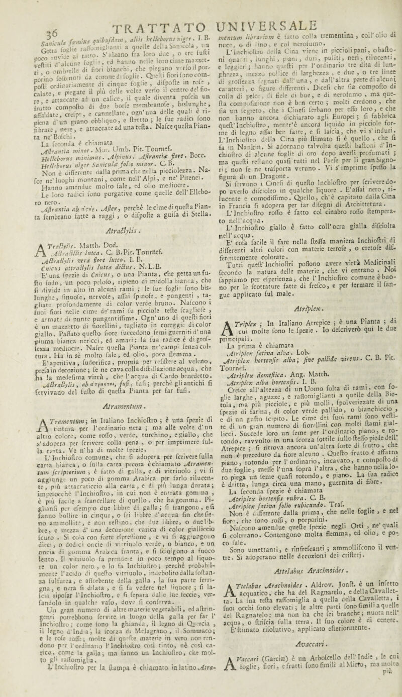 ((emina auìbufdant, alus belleborus niger. I B. a quelle della Sanici. , <m ,uvb- al cario, b’alaano fra loro due , o ere folle Si d-alcune lofi e. ed hanno nelleloro cime ma*l- n imbi-eile di fiori bianchi, che piegano v rloii por¬ porino foftenati da corone d. foglie . Qiefli fiori fono corn¬ eo; ordinariamente di cinque fogne , difpofte m refi , K-te e piegate il più delle volte verfo il centro del fio¬ re e attaccate ad un calice, .1 quale diventa pofcia un frutto comnofto di due borfe membranofe , bislunghe , affaldate, crdp, e cannellate, ogn’ una delle qua!' c ri¬ piena d’un grano obbhquo, e ftretto ; le fue radici lono fibrate, nere, e attaccate ad una tefta. Nafce quella Eian- ta ne’ Bofchi. La feconda è chiamata yilrantia minor . Mor. Umb. Pit. Tournef. Helleborus minibus. JLlpinus. franti* fiore. Bocc. Hdkborus nìger Saniculai fole minor. GB. Non è differente dalla prima che nella picciolezza. Na- fee ne’luoghi montani, come nell’Alpi, e ne’ Pirenei. ^Hanno amendue molto Tale, ed olio mediocre. Le loro radici fono purgative come quelle dell'Ellebo¬ ro nero. . _ ytjlranùa ah*ri»'?, .After, perche lecimed; quella\ ian- ta fembrano fatte a raggi , o difpofle a guifa di Stella. AtraBylis, ATrnflylis. Matth. Dod. .A8raffliti lutea. C. B.Pit.Tournef. yRrattylii rera flore luteo. I. B.^ Cnicus attraftylis lutea diBus. N.L. B. E’una Inezie di Cnicus, o una Pianta, che getta un fil¬ ilo lodo, un poco pelofo, ripieno di midolla bianca, che fi divide in alto in alcuni rami ; le fue fogli lono bis¬ lunghe, finuofe, nervofe, affai fpmofe, e pungenti , ta¬ gliate profondamente di color verde bruno. Nafcono i tuoi fiori nelle cime de’rami fu picciole tede fcaglicte , e armate di punte pungentiffime. Ogn’uno di quelli fiori è un mazzetto di fiorellini, tagliato in careggio di color giallo. Pattato quello fiore fuccedono femi guerniti d’una piuma bianca nerìcci, ed ama'i; la lua radice c di grol- fezza mediocre. Nafce quella Pianta ne’campi lenza col¬ tura. Ha in sè molto l'ale, ed olio, poca flemma. E’aperitiva, fudorifica, propria per refillere al veleno, prefa in decozione; le ne cava colla diftillazione acqua , che ha la medefima virtù , che l’acqua di C ardo benedetto. yflrafylis, ab*r?**roi, fufi, tufi; perchè gli antichi fi fervivano del fullo di quella Pianta per far fufi. Atramentum. A Tramentum-, in Italiano Inchioftro ; è una fpezie di tintura per l’ordinario nera ; ma alle volte d’un altro colore, come rotto, verde, turchino, e giallo, che 5,*adopera per fcrivere colla pena , o per imprimere fili¬ la carta. Ve n'ha di molte fpezie. L- Iuchiollro comune, che fi adopera per fcrivere fulla carta bianca, o fulla carta pecora èchiamato ytramen- tum fcriptortum > è fatto di galla, e dì vitriuolo ; vi fi aggiung un poco di gomma Arab-ca per farlo rilucen¬ te, più attaccaticcio alla carta, e di piu lunga durata; imperocché l*Inchioftro, in cui non è entrata gomma , è più facile a Cancellare di quello, che ha gomma. Pi- glianfi per efempio due libbre di galla; fi frangono, eli fanno bollire in cinque, o fei Imbre d’acqua fin che fie¬ no ammollite, e non reftino, che ’ue libbre, o due 1 ib- bre, e mezza d’ una decozione carica di color gialliccio feuro . Si cola con forte efpreifione , e vi fi aggiungo! o dicci, o dodici oncie li vmtiujIo verde, o bianco, e un oncia di gomma Arab-ca franta, e fi fciQÌgono a fuoco lento. Il vitriuolo fa prendeie in poco tempo al liquo¬ re un color nero , e lo fa Inchiotfro; perchè probab-l- mence l’acido di quello vtriuolo, indebolito dalla foflan- sa iulfurea, e attorbente della galla , la fua patte ferri¬ gna, e nera fi dilata , e fi fa vedere ne' 'ìquore ; fi la¬ ida ripofar l’Inchioftro, e fi fepara dal.e lue feccic, ver- fandolo in qualrh- vafo, dove fi conferva. Un gran numero di altre materie vegetabili, ed aftrm- genti potrebbono fervire in luogo della ga la per far 1* Inchioftro ; come lono la ghianda, il legno di Qu -rcia , il legno d’inda', la tcorza di Melagrano, il Sommaco; e le iole rotte; molte dì qu-fte materie in vero non ren¬ dono p.’r l’ordinano 1‘Inchioftro così tinto, nè così ca¬ rico, come la galla; ina fanno un Inchioftro, che mol¬ to gli rattomiglia. L'Inchioftro per la {lampa è chiamato in latino ytra- noce, o di lino, e col nerofumo. L’inchioftro deila Cina viene in piccioli pani , obafto- ni qua r: , lunghi, piani, duii, puliti, neri, rilucenti, e legger ; hanno quelli per l’ordinario tre dita di lun¬ ghezza, nezzo pollice di larghezza , e due , o tre linee d: pi otte* za legnati da!!’una, e da'l’altra parte di alcuni caiatteri, o figure differenti . Dcefi che fia comnofto di coila di pelce, di fiele oi bue, e di nerofumo , ma que¬ lla tompofiz’one non è b n certo ; molti credono , che fia un legreto, che i Ciuefi lèrhano per effo loro, e che non hanno ancora dichiarato agh Europei ; fi fabbrica queft’Inchioftro, merrr’è ancora liquido in picciole tor¬ me di legno affai ber fatte, e fi laida, che vi s’induri^ L’Inchiolìro della Cina più ftimato fi è quello , che 11 fa in Nankin. Si adornano talvolta quelli baffoni d’Itt- chioftro di alcune foglie di oro dopo averli profumati ; ma quelli refi ano quafi tutti nel Paefe per li gran Signo¬ ri ; non le ne trafporta veruno. Vi s’imprime f petto la figura di un Dragone. Si fervono 1. Cmefì di cjueflo lnchioflro p“r lcnvereco* po averlo difciolto in qualche liquore . E’affai nero, ri¬ lucente e comodittimo. Ciucilo, eh e capitato dalla Cina in Francia fi adopera per far difegni di Archittetura. L’Inchioftro rotto è fatto col cinabro rotto {tempera¬ to nell'acqua. V Inchioftro giallo c fatto coll’ocr3 gialla dilciolta nell’ acqua. . E’ cofa facile il fare nella flotta maniera Inchioltri di differenti altri colori con materie terrofe , o cretofe dif¬ ferentemente colorate. . .. Tutti quell’Inchioftri pottono avere virtù Medicinali fecondo la natura delle materie , che vi entrano - Noi Tappiamo per elperienza, che l’Inchioftro comune e buo¬ no per le feottature fatte di frefeo, e per fermare il (an¬ gue applicato fui male. Atrtylex. A Trip/ex ; In Italiano Atrepìce ; è una Pianta ; di cui molte fono le fpezie . Io uelcriverò qui le due principali. La prima è chiamata ytriplex fativa aloa. Lob. < _ _. ytriplex bortenjìs alba; fìve pallide virens. C. b. bit. Tournef. jLtrìplex domenica. Ang. Matth. .Atnplex alba bortenjìs. I. B. . . . Gelee all’altezza di un Uomo folta di rami, con to¬ glie larghe, aguzze , e raflomig'iarti a quelle della L >e- tola, ma più picciole, e più molli, (polverizzate di una fpezie di farina, dì color verde pallido, o bianchiccio , e di un gufto icipito. Le cime dei fimi rami ono.veni¬ te di un gran numero di fiorellini con molti Itami gial¬ licci. Succede loro un Cerne per J’ordinano piano, e ro¬ tondo, ravvolto in una feorza lottile fullo fletto piede deli Atrepice ; fi ritrova ancora un’altra forte di frutto , che non è preceduto da fiore alcuno . Quello frutto e affatto piano, rotondo per l’ordinario, incavato, e comporto di due foglie, mette l’una Copra l’altra, che hanno nella lo¬ ro piega un teme quafi rotondo, e piano. La lua rauicc è dritta, lunga circa una mano, guernita di fiore. La feconda fpezie è chiamata ytriplex bortenjìs rubra. C. B. Jltriplex fativa folio rubicundo. Trai. Non è differente dalla prima, che nelle foghe , e ne. fior-, che lono rotti, o porporini. , .. Nafcono amendue quelle fpezie negli Orti , ne quali fi coltivano. Contengono molta flemma, ed olio, e po¬ co l'ale. . .... .. Sono umettanti, e rinfrefcanti ; ammollifcono u ven¬ tre. Si adoperano nelle decozioni dei crifterj. Attelabus Aracbnoides. ATtelabus yrachnoidcs . Aldrov. Jonft. è un infetto acquatico, che ha del Ragliatelo, e della Cavallet¬ ta. La lua tefta rattomiglia a quella della Cavalletta, ì fuoi occhi fono elevati; le altre parti fono fienili a quelle ilei Ragnatelo: ma non fia che fei branche ; nuota nell acqua, o ftrifeia fulla terra, il fuo colore e di cenere. E’ftunato rilolutivo, applicato efteriorinente. Avaccari. AVaccari (Garciae) c un Arbofcello dell’Indie , le cut foglie, fiori, e frutti fonofimili al Mirto, ma molta