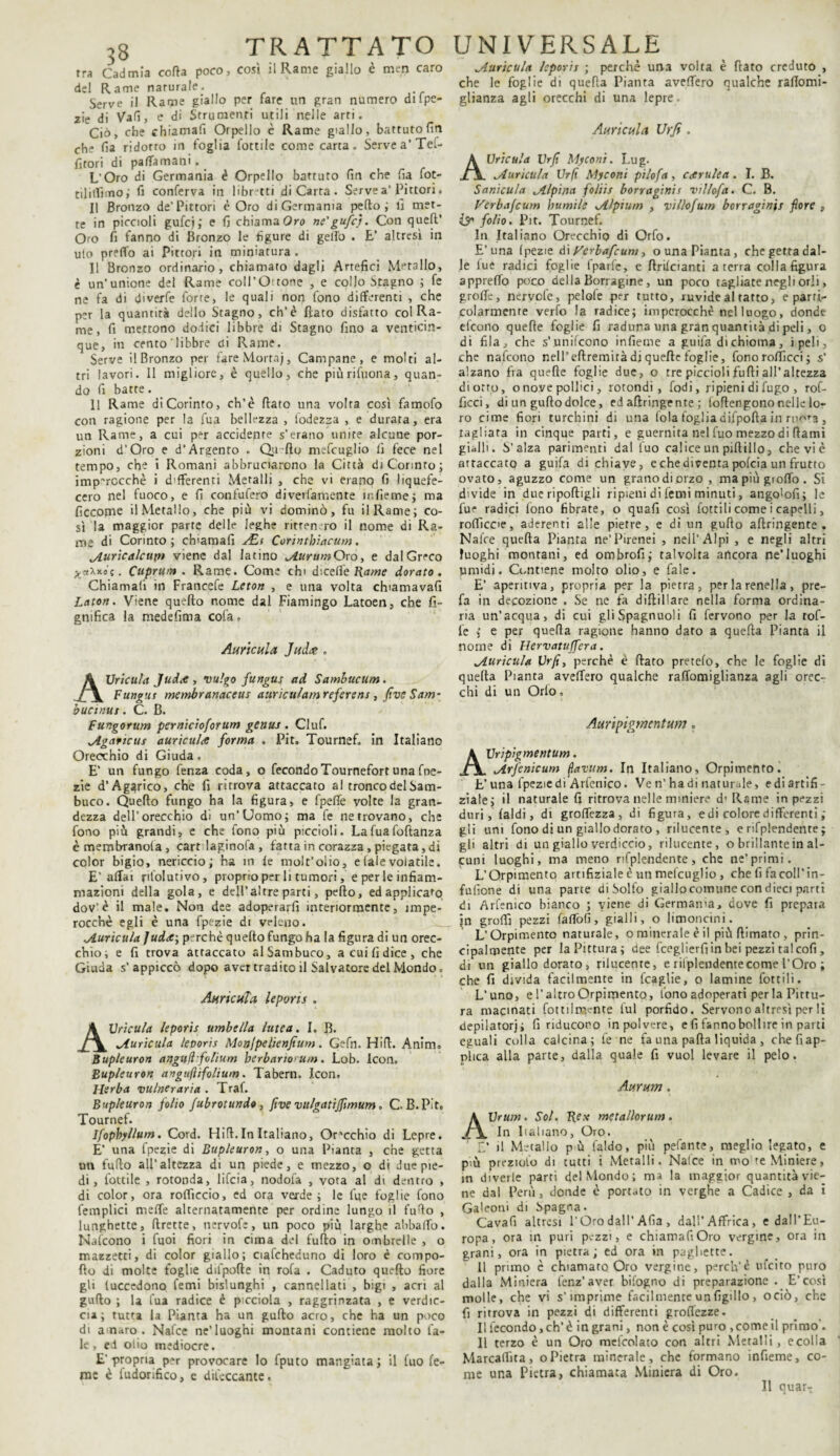 tra Cadmia corta poco, così il Rame giallo è men caro del Rame naturale. Serve il Rame giallo per fare un gran numero difpe- zie di Vali, e di Strumenti utili nelle arti. Ciò, che chiamali Orpello è Rame giallo, battuto fin che fia ridotto in foglia Cottile come carta. Servea’Tel- fitori di pallamani. L’Oro di Germania é Orpello battuto fin che fia fot- tililfimo; fi conferva in libriti di Carta . Serve a’ Littori. Il Bronzo de’Pittori è Oro di Germania perto ; fi met¬ te in piccioli gufcj; e fi chiama Oro ne'gufa. Con quell’ Oro fi fanno di Bronzo le figure di gell'o . E’ altresì in ulo predo ai Pittori in miniatura . Il Bronzo ordinario, chiamato dagli Artefici Metallo, è un’unione del Rame coll’O'.tone , e collo Stagno ; fe ne fa di diverfe forte, le quali non fono differenti , che per la quantità dello Stagno, eh’è fiato disfatto col Ra¬ me, fi mettono dodici libbre di Stagno fino a venticin¬ que, in cento libbre di Rame. Serve il Bronzo per fare Morra), Campane, e molti al¬ tri lavori. Il migliore, è quello, che piùrifuona, quan¬ do fi batte. 11 Rame di Corinto, ch’è fiato una volta così famofo con ragione per la fua bellezza , lodezza , e durata, era un Rame, a cui per accidente s’erano unire alcune por¬ zioni d'Oro e d’Argento . Qu fto mefcuglio fi fece nel tempo, che i Romani abbruciarono la Città di Corinto; imperocché i d'fferenti Metalli , che vi erano fi liquefe- cero nel fuoco, e fi confufero diverfamente infieme; ma ficcome il Metallo, che più vi dominò, fu il Rame; co¬ sì la maggior parte delle leghe ritren ro il nome di Ra¬ me di Corinto; chiamafi Ait Corintbiacum. giurie alcun» viene dal latino Aurum Oro, e dal Greco £*Xxos. Cuprti/n . Rame. Come chi dicerte Rame dorato. Chiamafi in Francefe Leton , e una volta chiamava!! Lato». Viene quello nome dal Fiamingo Latoen, che fs- gnifica la medefima cola - An/icnla Juàa „ lIncula Jud<e, vulgo funguj ad Samhucum. Fungut membranaceus aurkulam referens , five Sam- bucinus . C. B. Fungorum pernicioforum genus . Ciuf. Agaticus aurìcule forma . Pit. Tournef. in Italiano Orecchio di Giuda. E’ un fungo fenza coda, o fecondoTournefortunafne- zie d’Agarico, che fi ritrova attaccato al tronco del Sam¬ buco. Quello fungo ha la figura, e fpefle volte la gran¬ dezza dell’orecchio d; un'Uomo; ma fe ne trovano, che fono più grandi, e che fono più piccioli. La fua fofianza c membranola , cart laginofa , fatta in corazza, piegata, di color bigio, nericcio; ha in le moit’olio, e tale volatile. E’aliai nfolutivo, proprio per li tumori, e per le infiam¬ mazioni della gola, e dell’altre parti, pefto, ed applicato dov‘è il male. Non dee adoperarli interiormente, impe¬ rocché egli é una fpezie di veleno. Auricula Juder, p rehè quello fungo ha la figura di un orec¬ chio ; e fi trova attaccato al Sani buco, a cui fi dice, che Giuda s’appiccò dopo aver tradito il Salvatore del Mondo. Annotta leporis . AVricula leporis umbella lutea. I. B. Auricula levoris Monjpelienfium. Gefn. Hifi. Anim. Bupleuron angu/lfolium berbano'U/n. Lob. Icon. Bupleuron angufìifolium. Tabern. Icon. Herba vulneraria . Traf. Bupleuron folio fubrotundo, five vulgatijfimum. C B.Pit. Tournef. Ifopbyllum. Cord. Hifi. In Italiano, Orecchio di Lepre. E’ una fpezie di Bupleuron, o una Pianta , che getta un furto all’altezza di un piede, e mezzo, o di due pie¬ di , fottile , rotonda, lifeia, nodofa , vota al dt dentro , di color, ora rolTiecio, ed ora verde; le lue foglie fono femplici meffe alternatamente per ordine lungo il furto , lunghette, ftrette, nervofe, un poco più larghe abballo. Nafcono i fuoi fiori in cima del furto in ombrelle , o mazzetti, di color giallo; ciafcheduno di loro è compo¬ rto di molte foglie difpofte in rofa . Caduto quefto fiore gli luccedono femi bislunghi , cannellati , bigi , acri al gufto ; la fua radice è picciola , raggrinzata , e verdic¬ cia ; tutta la Pianta ha un gufto acro, che ha un poco di amaro . Nafce ne’luoghi montani contiene molto l'a¬ le, ed olio mediocre. E’propria per provocare Io fputo mangiata; il fuo fe- me è fudorifico, e difeccante. Auùcula leporis ; perché una volta é flato creduto , che le foglie di quella Pianta avellerò qualche raflomi- glianza agli orecchi di una lepre. Annoila Vrfi. AVricula Vrji Myconi. Lug. A uricula Vr[t Myconi pi lo fa , cerulea . I. B. Sanicula Alpina foliis borraginis villofa. C. B. F'erba/cum burniie Alpium , villofum borraginis fiore , i? folio. Pit. Tournef. In Italiano Orecchio di Orfo. E’una (pezie di Vcrbafcum, o una Pianta, che getta dal¬ le fue radici foglie fparfe, e ftrilcianti a terra colla figura apprefto poco della Borragine, un poco tagliate negli orli, grolle, nervofe, pelote per tutto, ruvide al tatto, e parti¬ colarmente verfo la radice; imperocché nelluogo, donde efeono quelle foglie fi raduna una gran quantità di peli, o di fila, che sVunifcono infieme a guila di chioma, i pel i, che nafcono nell’ eftremirà di quelle foglie, fono rollicci ; s’ alzano fra quelle foglie due, o tre piccioli furti all’altezza diorto, o nove pollici, rotondi, lodi, ripieni di fugo , rof- ficci, di un gufto dolce, ed aftringente ; lortengono nelle lo¬ ro cime fiori turchini di una fola foglia difpofta in mor3 , ragliata in cinque parti, e guernita nel fuo mezzo di ftamì gialli. S’alza parimenti dal fuo calice un piftillo, che vi è attaccato a guìfa di chiave, e che diventa pofeia un frutto ovato, aguzzo come un grano di orzo , ma più grolfo . Si divide in due riportigli ripieni di lèmi minuti, ango'ofi; le fur radici fono fibrate, o quafi così fotti li come i capelli> roftìccie, aderenti alle pietre, e di un gufto aftringente. Nafce quella Pianta ne’Pirenei , nell’Alpi , e negli altri luoghi montani, ed ombro!!; talvolta ancora ne’luoghi umidi. Cumene molto olio, e fale. E’ apentiva, propria per la pietra, per la renella, pre¬ fa in decozione . Se ne fa d i £E i I ! a re nella forma ordina¬ ria un’acqua, di cui gliSpagnuoli fi fervono per la rof- fe ; e per quella ragione hanno dato a quella Pianta il nome di Hervatuffera. Auricula Vrfi, perché è flato pretelo, che le foglie di quella Pianta avellerò qualche raftomiglianza agli orec¬ chi di un Orlo» Auripigtnentum. AVripigmentum. Arfenicum flavum. In Italiano, Orpimento. E’una fpezie di Arfenico. Ve n’ ha di naturale, ediartifi- ziate; il naturale fi ritrova nelle miniere d’ Rame in pezzi duri, laidi, di grortezza, di figura, e di colore differenti ; gli uni fono di un giallo dorato , rilucente, e rifplendente ; gli altri di un giallo verdiccio, rilucente, o brillante in al¬ cuni luoghi, ma meno rifplendente, che ne’primi. L’Orpimento artifiziale è un melcuglio, che fi fa coll’ in- fulìone di una parte di Solfo giallo comune con dieci parti di Arfenico bianco ; viene di Germania, dove fi prepara jn grorti pezzi lafTofi, gialli, o limoncini. L’Orpimento naturale, o minerale è il più filmato , prin¬ cipalmente per la Pittura; dee fceglierfi in bei pezzi talco!!, di un giallo dorato, rilucente, e rifplendente come l’Oro ; che fi divida facilmente in fcaglie, o lamine fottili. L’uno, e l’altro Orpimento, fono adoperati per la Pittu¬ ra macinati fot ti Intente lui porfido. Servono altresì per li depilatori; fi riducono in polvere, e fi fanno boli ire in parti eguali colla calcina; fe ne fa una palla liquida , che fi ap¬ plica alla parte, dalla quale fi vuol levare il pelo. Aurum. AVrum . Sol. Re.v metallorum . In Ballano, Oro. t; il Metallo pù l'aldo, più pelante, meglio legato, e più preziolo di tutti i Metalli. Nalce in mo re Miniere, in diverle parti del Mondo; ma la maggior quantità vie¬ ne dal Perù, donde è portato in verghe a Cadice , da i Galeoni di Spagna. Cavafi altresì l’Oro dall’Alia , dall’Affrica, e dall’Eu¬ ropa , ora in puri pezzi, e chiamafi Oro vergine, ora in grani, ora in pietra; ed ora in pagliette. 11 primo c chiamato Oro vergine, perca’è ufeito puro dalla Miniera fenz’aver bifogno di preparazione . E’così molle, che vi s’imprime facilmente un figlilo, ociò, che fi ritrova in pezzi di differenti groffezze. Il fecondo, ch’è in grani, non è così puro , come il primo . 11 terzo è un Oro mefcolato con altri Metalli, ecolla Marcartìta, oPietra minerale, che formano infieme, co¬ me una Pietra, chiamata Miniera di Oro. Il quar-.