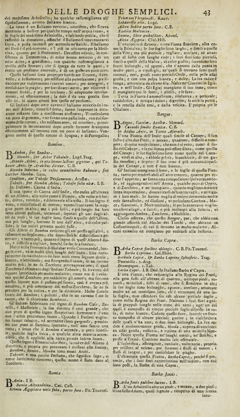 HE SEMPLICI. Trion um Tbeopbrafii. Rauv. Sabdarifa alia. Lugd. Jllceu Indica parvo fiore. C.B. Exotica Malvacea. Bamta, Eben quibufdam. Ad veri. Alcea AUgyptia: Clul. Hill. E’ unalpecie di Ketmia, o una Pianta flraniera , alta co¬ me la Bdmalva ; le fue foglie fono larghe, e limili a quelle della Vite; ma più picciole , tagliare, merlare, ed attac¬ cate al furto con lunghe code; i fuoi fiotilono piccioli, fimili a quelli della Malva, di color giallo ; (Accedono loro frutti bislunghi, ed aguzzi, che s’aprono dalla puntain molte parti , o riportigli, ne’quali fi trovano femiquafi rotondi, neri, grolfi come piccioli Orobi, colla pelle aflai grolla; e con una polpa bianca, e dolce. Lalua radiceè' lunga , attorniata da alcune fila .Nafcene’ Giardini in Egit¬ to, e nell’Indie. Gli Egizi mangiano il luo feme, come fi mangiano qui le lenti, i pifellr, e le fave. . Tutta la Pianta è ammolliente, rìfolutiva , e pettorale; raddolcire, e mitiga i dolori ; digerilce; fa ufcir la pietra, e la renella dalle reni, e dalla vellica. E’propria perle Oftalmie. Sangue. B.Angue, Garciae. Acoflae. Monard. Cannabi fimilis Exotica. C.B. In Arabo Avs, in Turco Afiaratb. E’una Pianta del l’Indie quali limile al Canape; il fuo> furto è alto due Piedi, e mezzo, quadrato, difficile a rom¬ pere; di color verdechiaro, che non è sì voto, come il fu¬ rto del Canape , e la cui fcorza può edere filata, come quella del Canape; le fue fòglie fono fatte come quelle del Cana¬ pe, verdi in alto, eabbafo pelote, bianchicce, di un gu- fto terreftre; e fcipiro: il fuo teme è più minutodìquel-. lo del Canape, e non è così bianco. Gl’Indiani mangiano il feme, e le foglie di quella Pian¬ ta , tanto per renderli abili all’atto venereo, quanto per ec¬ citar l’appetito ; ae fanno una compofizionefpolverizzando- le , ed aggiungendovi dell'Arreca , qualche poco di Oppio, e di Zucchero, e ne mangiano, quando voglionodormire lenza inquietudine, dimenticarli de’loro tra vagli, e mitiga¬ re i loro mali. Se hanno voglia di vedere dormendo molte cofe fantartiche, ed illufioni, vi mefcolanoCanfora , Ma- ce. Garofani, e Nocemolcada; fe pei lo contrario voglio¬ no effere allegri, e faceti, e più inclinati alla lufuria, vi aggiungono Ambra , Zucchero, eMufchio. Clufio offerva, che quello Bangue, par, che abbia una. grande affinità col Maslac dei Turchi , che abitano in Coftantinopoli, di cui fi fervono in molte malattie. Al¬ cuni eziandio ne mangiano per eccitarli alla lulfuria. Barba Caprce. BArba Caprce fioribus oblongis. C. B. Pit.Tournef. Barba Ceprtma . Gef. Hort. Barbuta Capra, Isn Barba Caprina Sylvefiris. Trag. Votentilla. 2.Aug. Drymopogon. i.Tab. Sarba Capri. I. B. Dod. In Italiano Barba d’Capra. E’una Pianta, che raflomiglia alla Regina dei Prati; ella geta furti all’altezza di quattro, o cinque piedi, ro¬ tondi, midollo!!, folti di rami, che fi {tendono in ale; le lue foglie fono bislunghe, aguzze, merlate,, attaccate molte ad un medefimo lato, eh’è terminato da una fo¬ la foglia, non effendovi fra effe alcune picciole foglie , come nella Regina dei Prati. Nafcono i fuoi fiori a giti¬ la di grappoli lunghi nelle cime dei rami ; ogn’ un dei qi^ali è comporto di cinque picciole fogliedifpofte in ro- la, di color bianco. Caduto quello fiore, fuccede un frut¬ to comporto di alcune picciole guaine ; in ciafcheduna delle quali v’ha uno, o due ferri bislunghi. La fua ra¬ dice è mediocremente grolla,, fibrofa , coperta di unafeor- za aliai grolla, rollicela, e ripiena di una midolla.bian- ca. Nafce quella Pianta ne’luoghi umidi, ne’Bolchì, e preffo a’Fiumi. Contiene molto fale effenziaìe. E’tudorifica, artringente,, cordiale, vulneraria, propria* per refirtere al veleno, per fermare i fluffi di ventre , » Aulii di fangue , e per confolidare le piaghe. E'chiamata quella Pianta, BarbaCapra , perchè fi pre¬ tende, che i fuoi fiori rapprefentino nell’ordine, con cui fono porti, la Barba di una Capra. Barba Jovis. BArba Jovis pulebre lucens . I. B. E’un Arboicello alto un piede, e mezzo, o due piedi; ixcimta s&gyptiaca vitis fiotto, parvo flore . Pit.Tournef. il tuo furto é duro, quali legnolo , ricoperto di una lcorza. lanu- DELLE DROG del medefimo Arbofcello; ha qualche raffomiglianza alP Opobaljamum, ovvero Ballamo bianco. La terza è un Balfamo nericcio, odorifero, che fi cava metrndo a bollire perqualche tempo nell’acqua irami, e le foglie del medefimo Arboicello, e lafciando pofeia, cheli raffreddi la decozione , affinchè il Balfamo fi trovi nuotarvi l’opra, e porta ratinarli per metterlo ne’fiafchi. 11 Saliamo del Perù è il più comune , e’l più in ufo tanto per la Medi¬ cina, quanto per li Profumieri. Deeeffere vifcofo, in con¬ fluenza di Trementina, di color bruno nericcio , di un odor dolce; e gratiflìmo, con qualche raffomiglianza a quello della Storace; che fi fparga da tutte le parti , e renda un profumo durevole, è di un guftoun poco acro. Quelli ballami fono proprj per fortificare il cuore, il cer¬ vello, e loftomaco; per refirtere alla putrefazione; per if- cacciareper trafpirazione icattivi umori; per detergere, e conlolidare le piaghe; per fortificare i nervi, per rilolvere i tumori freddi, e per lo icorbuto . Si adoperano interior¬ mente, ed efteriormente ; la dofe è da una goccia fino alle lei. Si ulano altresi ben ipelTo ne’profumi. Gl’Indiani dopo aver cavato il balfamo nericcio da i ra¬ mi dell’Albero, come li è detto, fanno fvaporarela deco¬ zione reGante fino a confiftenza dieftratto; Vi mefcolano un poco digomma, e ne fanno una parta loda, concnifor- mano delle corone, che refiftano nere, ed odorifere, princi¬ palmente fe incontanente dopo averle formate le ungono efteriormente all’intorno con un poco di balfamo. Ven¬ gono molte di quelle corone di Spagna, e di Portogallo* Bambou. BAmbou, five Bambus. Mambu, five Arbor Tabaixir. Lugd.Frag. Arando Arbor, in qua humor latteus gignitur , qui Ta- baxir Avic. Arabibus dicitur. C.B. Mambu Indorum , in cujus arundinibus Fabaxir , five Sacchar Mambu. Garz. Spodium, aut Tabafir Pirfianorum, Acoflae. Tabafir, five Mambu Arbor ; Tabafir folio olece. I. B. In Italiano. Canna d'india. E'una Ipezie di Canna dell’Indie, checrefee all’altezza di un Albero, alle voice come il Pioppo , alle volte più bal¬ lo , dritto, rotondo, e dilettevole alla villa . Il fuo legno è voto, e midollolo al di dentro; vanno i tuoi rami la mag¬ gior parte in arto ; ma i più belli, e più lunghi fra loro tono alcuni polloni, incurvati, feparati gli uni dagli al¬ tri da nodi ; le lue foglie fono limili a quelle dell'Ulivo, ma piu lunghe, lontane le une dall’altre, e dicolor pal¬ lido; le lue radici gettano molti furti . Gli Alberi di Bambou crefcono gli uni preffo agli altri, e talmente moltiplicano, che fannoBofchi difficiliffimi a pe¬ netrare ; e tanto piu , quanto il legno di quell’Albero è du¬ ro, e difficile a tagliare, benché fia facile a fendere. Na.tce nella Provincia di Malabar verfo Coromandel, lun¬ go le rive, ed in molti altri, luoghi dell’Indie . Elee natu¬ ralmente da cialcheduno dei tuoi nodi certo liquore denlo , bianco, e iatticmolo ; ma ftringendo il ramo, fe ne (preme molto più; Se ne fa Zucchero perevaporaz'one; il qual Zuccheio e chiamato dagl’indiani Tabaxir ; Si fervono del liquore [attirinolo per molte malattie; come noi fi l. rvia- roo qui del Zucchero per raddolcire gli umor»; ma lìccume quello liquore non è paffato pei fuoco, così è ancora più anodino, e più umettante del noflroZucchero. Se ne fa prendere per la colica, e per la dilenteria. Molte fono le ìpezie del Bambou ; i polloni , che fe ne cavano f >no le canne, che fi chiamano Bambocce. Gl Indiani fabbricano col legno di Bambou Cale , Ba- telli, e Mafferizie ; la fua durezza è cosi grande , che due pezzi di quelto legno ftropicciati fortememe l’uno con 1 altro producono fuoco . Quando i Paefani voglio¬ no tumar tabacco, ed accendere i loro gargoulis, prendo¬ no due pezzi di Bambou fpaccato , nell’ uno fanno una tacca; e lenza che il Bambou s’accenda, o getti fcintil- le, qualche foglia lecca, o qualche altra materia accen¬ dibile , che fi applichi, alla tacca prende (libito fuoco. Quello legno è ftimatofudorifico ; la radice dell’Albero è diuretica, e propria per provocare i meftrui alle femine. . Bambou, Bambù, Mambu fono nomi Arabi. Tabaxir è una parola Perfiana, che lignifica fugo , o umor lattiamolo concreto; quello nome è flato dato al Zucchero. Bamia . BAmìa. I B. Bamia Alexandrina. Caef. Cali.