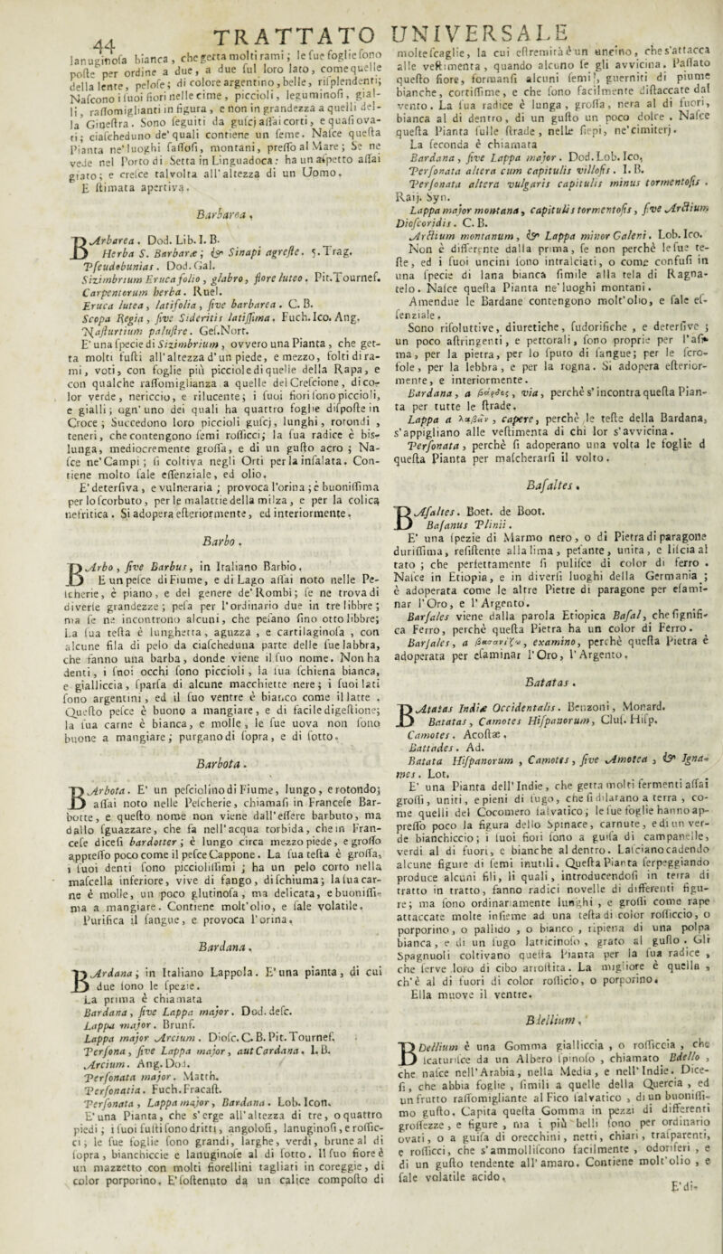 lanuXofa bianca, che gena molti rami ; le Tue foglie fono pofte per ordine a due, a due fui loro lato, comequelle della lente, pelofe; di colore argentino, belle, rivendenti; Nafconoi Cuoi fiori nelle cime, piccioli, leguminofì, gial¬ li, rattomigbanti in figura, e non in grandezza a quelli del¬ la' Giqertra. Sono feguiti da gufej affai corti, e quali ova¬ ri; ciafeheduno de’quali contiene un feme. Nafce querta Pianta ne’luoghi falTofi, montani, preffo al Mare ; Se ne vede nel Portoni Setta in Linguadoca : ha un appetto affai gt3to; e crelce talvolta all’altezza di un Uomo. E Rimata apertiva. Barbar e a, „Arborea . Dod. Lib. I. B- Herba S. Barbari ', Sinapi agrefte. 5-1 rag. Tfeudobunìas. Dod. Gal. Sizimbnum Eruca folio, glabro, fiore luteo. Pit.Tournef. Carpentcrum herba. Ruel. Eruca lutea, latifolia , ftve barbarea . C. B. Scopa Regia , fivs Sideritis latiffima, Fuch. Ico. Ang, J^ajìurtium paluftre. Gef.Nort. E’ una fpecie di Sizimbrium, ovvero una Pianta , che get¬ ta molti furti all’altezza d’un piede, e mezzo, folti di ra¬ mi, voti, con foglie più picciol e di quelle della Rapa, e con qualche raffomiglianza a quelle del Crelcione, di co¬ lor verde, nericcio, e rilucente; i fuoi fiori lono piccioli, e gialli ; ugn’ uno dei quali ha quattro foghe difporte in Croce; Succedono loro piccioli gulcj, lunghi, rotondi , teneri, che contengono femi rofficci; la fua radice è bis¬ lunga, mediocremente grolfa, e di un gufto acro ; Na¬ fce ne’Campi; lì coltiva negli Orti per la infialata. Con¬ tiene molto fiale effenziale, ed olio. E’deterfiva, e vulneraria; provoca l’orina ; è buoniffima per lofeorbuto, per le malattie della milza , e per la colica nefritica. Si adopera erterior mente, ed interiormente. Barbo. .Arbo, five Barbar, in Italiano Barbio. Eunpelce diFiume, e di Lago aliai noto nelle Pe- icherie, è piano, e del genere de’Rombi; fe ne trova di diverie grandezze; pela per l’ordinario due in tre libbre; ma fe ne incontrano alcuni, che pelano fino otto libbre; La (ua terta è lunghetta, aguzza , e cartilaginofa , con alcune fila di pelo da ciafeheduna parte delle lue labbra, che fanno una barba, donde viene il fino nome. Non ha denti, i lnoi occhi fono piccioli, la lua fchiena bianca, e gialliccia, fparfa di alcune macchiette nere; i fuoi lati fono argentini, ed il fuo ventre è bianco come il latte , Quello pefee è buono a mangiare, e di faciledigertione; la fua carne è bianca, e molle, le fue uova non fono buone a mangiare; purgano di fopra, e di fiotto. Barbota. Bjlrbota. E’ un pefciolinodi Fiume, lungo, erotondo; aliai noto nelle Pefcherie, chiamafi in Francefe Bar- botte, e quefto nome non viene dall’effere barbuto, ma dallo fguazzare, che fa nell’acqua torbida, che in Fran¬ cefe dicefi bardotter ; è lungo circa mezzo piede, e graffo appretto poco come il pefee Cappone . La fua tetta è grolla, i fuoi denti fono picciolittimi ; ha un pelo corro nella malcerta inferiore, vive di fango, difehiuma; la (ua car¬ ne è molle, un poco glutinofa, ma delicata, ebuoniflì- ma a mangiare. Contiene molt’olio, e fiale volatile. Purifica il (angue, e provoca l’orina. Bardana. Bardana ; in Italiano Lappola. E’una pianta, di cui due lono le fpezie. La prima è chiamata Bardana, five Lappa major. Dod.defc. Lappa major. Brunf. Lappa major JLrcium . Diofc. C. B. Pit. Tournef, Ter fona , five Lappa major, autCardana. 1. B. .Arcium. Ang. DoJ. Terfonata major. Matth. Terfonatia. Fuch.Fracaft. Terfonata, Lappa major. Bardana. Lob. Icon, E’una Pianta, che s’erge all’altezza di tre, oquattro piedi; i fuoi furti fono dritti, angolofi, lanuginofi, e roffic- ci ; le fue foglie fono grandi, larghe, verdi, brune al di lopra, bianchiccie e lanuginole al di lotto. Il fuo fiore è un mazzetto con molti fiorellini tagliati in coreggie, di color porporino. E’foftenuto da un calice comporto di UNIVERSALE molte fica glie, la cui cttremiràèun uncino, che s attacca alle veftimenta, quando alcuno le gli avvicina. Pattato quello fiore, formanfi alcuni femi?, guarniti di piume bianche, cortiffime, e che fono facilmente diftaccate dal vento. La lua radice è lunga, grotta, nera al di lucri, bianca al di dentro, di un gutto un poco dolce . Nafce querta Pianta fui le ftrade, nelle fiepi, ne’cimiterj. La feconda è chiamata Bardana, five Lappa major. Dod. Lob. Ico, Terfonata altera cum capitulis villo fis. I. B. Ter/o nata altera vulgaris capitulis minus tormentofis . Raij. Syn. Lappa major mon-tana, capitulis tormentofis, five ^Arftium Diofcoridis. C. B. [Arftium montanum , & Lappa minor Colevi. Lob. Ico. Non è differente dalla prima, fe non perchè le fue te¬ tte, ed i fuoi uncini fono intralciati, o come confufi in una fpecie di lana bianca Limile alla tela di Ragna- telo. Nalce quella Pianta ne'luoghi montani. Amendue le Bardane contengono molt’orto, e Tale ef¬ fenziale . Sono rifoluttive, diuretiche, fudorifiche , e deterfive ; un poco attiingenti, e pettorali, fono proprie per l’afi*> ma, per la pietra, per lo fputo di (angue; per le fcro- fole, per la lebbra, e per la rogna. Si adopera citerior¬ mente, e interiormente. Bardana, a > via, perchè s’incontra quella Pian¬ ta per tutte le ftrade. Lappa a , capere, perchè le tette della Bardana, s’appigliano arte vettime.nta di chi lor s’avvicina. Terfonata, perchè fi adoperano una volta le foglie d quella Pianta per malcherarfì il volto. Bafaltes. „/Lfaltes. Boer. de Boot. Ba/anus Tlinii. E’ una Ipezie di Marmo nero, o dì Pietra di paragone duriffìma, refiflente alia lima, pelante, unita, e lilciaal tato ; che perfettamente lì pulifee di color di ferro . Nafce in Etiopia, e in di veri! luoghi della Germania ; è adoperata come le altre Pietre di paragone per elami- nar l’Oro, e l’Argento. Barfales viene dalla parola Etiopica Bafal, che lignifi¬ ca Ferro, perchè quella Pietra ha un color di Ferro. Barja/es, a j3«oWjN, examino, perchè quella pietra è adoperata per efaminar l’Oro, l’Argento. Batatas. Statar Indi* Occidentalis. Benzoni, Monard. Batatas, Camotes Hifpanorum, Club Hifp. Camotes. Acoftae. Battades. Ad. Batata Wfpanorum , Camotes , five xAmotea , ÌS Igna¬ ve s. Lot. E’ una Pianta dell’Indie, che getta molti fermenti affai gratti, uniti, e pieni di lugo, che lì drtarano a terra , co¬ me quelli del Cocomero laivatico; le fue foglie hanno ap¬ pretto poco la figura dello spinace, carnute, e di un ver¬ de bianchiccio; i tuoi fiori fono a gu'l’a di campanelle, verdi al di fuori, e bianche al dentro. Latcianocadendo alcune figure di femi inutili. Quella Pianta lerpeggiando produce alcuni fili, li quali, introducendofi in terra di tratto in tratto, fanno radici novelle di differenti figu¬ re; ma fono ordinar amente lunghi , e grotti come rape attaccate molte infieme ad una tetta di color rotticelo, o porporino, o pallido , o bianco , ripiena di una polpa bianca, e di un fugo latricinofo , grato al gufto . Gir Spagnuoli coltivano quella Pianta per ìa fua radice , che lerve loro di cibo ari oli ita. La migliore è quella , eh’è al di fuori di color roftìcio, o porporino» Ella muove il ventre. Blelliu m, BDellium è una Gomma gialliccia , o rotticela , che icaturifce da un Albero (pinolo , chiamato Bdello , che nafce nell’Arabia, nella Media, e nell’Indie. Dice¬ fi, che abbia foglie , limili a quelle della Quercia , ed un frutto raffomigliante al Fico laivatico , di un buoniffì- mo gufto. Capita quella Gomma in pezzi di differenti groflèzze , e figure , ma i più berti fono per ordinario ovati, o a guifa di orecchini, netti, chiari, traiparenti, e rottìcci, che s’ammollirono facilmente , odoriferi , e di un gufto tendente all’amaro. Contiene molt’olio , e fiale volatile acido, .