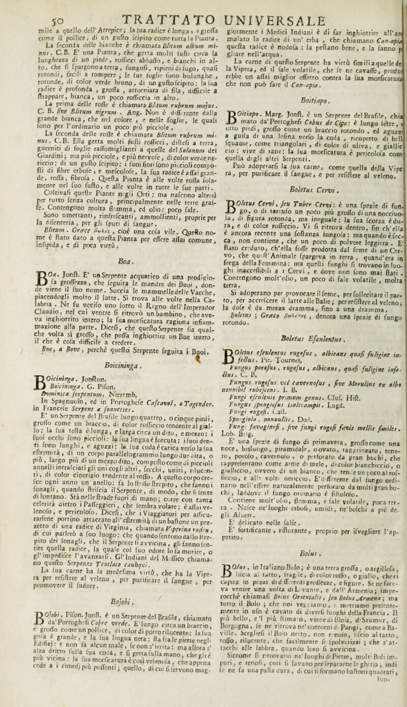 mile a quello dell' Afrepice; la lua radice è lunga ■> e graffa come il pollice, di un guflo lcipiro come tutta la Pianta . La feconda delle bianche c chiamata Blitum album mi¬ mi s. C. B. E’ una Pianta, che getta molti tulli citca la lunghezza di un piede, roflicci abballo, e bianchi in al¬ to, che fi fpargonoa terra , fungo!!, ripieni di fugo, quali rotondi, facili a rompere ; le lue foglie tono bislunghe , rotonde, di color verde bruno, di un gullofcipito: la lua radice è profonda , grolTa , attorniata di fila, difficile a frappare, bianca, un poco rolficcia in alto. La prima delle roffe è chiamata BLtum rubrum majus. C» B. Uve Blitum nigrum . Ang. Non è diffe rente dalla grande bianca, che nel colore , e nelle foglie, le quali fono per l'ordinario un poco più picciole . La feconda delle roffe è chiamata Blitum rubrum mi- nus. C. B. Ella getta molti pulii roffìcci, diftefi a terra, guerniti di foglie raffomiglianti a quelle de! Solarium dei Giardini; ma più picciole, epiùnervofe, di color verde ne¬ riccio: di un gullo feipito: i luoi fiori fono piccioli compo¬ lli di fibre erbofe , e mefcolofe, la fua radice è affai gran¬ de, roffa, fibroia . Quella Pianta è alle volte roffa fola- mente nel fuo furto, e alle volte in tutte le fue parti. Coltivali quelle Piante negli Orti : ma nafeono altresì per tutto lenza coltura , principalmente nelle terre graf¬ fe. Contengono molta flemma, ed olio: poco fale» Sono umettanti, rinlrefcanti, ammollienti, proprie per la difenteria , per gli fputi di langue. Blitum . Grtce (2v\òs, cioè una cofa vile, QueRo no¬ me è flato dato a quella Pianta per effere affai comune, infipida, e di poca virtù » Boa, BOa. Jonrt. E' un Serpente acquatico di una prodigio- la groffezza, che feguita le mandre dei Buoi , don¬ de viene il fuo nome. Succia le mammelledelleVacche, piacendogli molto il latte. Si trova alle volte nella Ca- Jabria . Ne fu uccifo uno fotto i! Regno dell’ Imperador Claudio, nel cui ventre fi ritrovò un bambino, che ave¬ va inghiottito intero; la fua morficatura cagiona infiam¬ mazione alla parte. Dicefi, che quello Serpente fia qual¬ che volta sì groffò, che poffa inghiottire un Bue intero, il che é cola difficile a credere. giormente i Medici Indiani è di far inghiottire all'an malato la radice di un1 erba , che chiamano Can-apia quella radice è nodofa : la pertano bene, e la fanno p gPare nell’acqua. La carne di quello Serpente ha virtù limili a quelle de la Vipera, ed il iale volatile, che le ne cavafle, produ; rebbe un aliai miglior efferro contra la fua morficatura che non può fare il Can-apia. Boitiapo. BOitiapo. Marg. Jonfl. è un Serpente deIBrafile, chia maro da Portoghefi Cobus de Cipo: è lungo lette, « otto piedi, groffò come un braccio rotondo , ed aguzzi' a guifa di una lefina verfo la coda , ricoperto di bell iquarne, come triangolari , di color di uliva, e giallic ciò. vive di lane: la lua morficatura è pericolofa coni' quella degli altri Serpenti. Può adoperarfi la lua carne, come quella della Vipe ra, per purificare il fangue, e per relirtere al veleno. Bolétus Cervi, BOletus Cervi, feu Tuber Cervi: è una fpezie di fun. go, o di tartufo un poco più groflo di una nocciuo- Ja, di figura rotonda, ma ineguale: la fua feorza è du¬ ra, e di color roflìccio. Vi fi ritrova dentro, fin ch’ella c ancora recente una fortanza fungofa : ma quando è fec- ca , non contiene , che un poco di polvere leggiera . E’ fiato creduto,, ch’ella foffe prodotta dal feme di unCer-- vo, che qmft’Animale fpargeva in terra, quand'era in frega della Femmina : ma quelli funghi fi trovano in luo¬ ghi maccefiib.il a 1 Cervi , e dove non fono mai flati . Contengono molt'olio, un poco di Tale volatile , molta' terra. Si adoperano per provocare il feme, per foli ecirare i! par¬ to, per accrefcere il latte alle Balie ; per relirtere al veleno; la dole è da mezza dramma, fino a una dramma. Boletus ; Graco £<wx/t»c , denota una Ipezie di fungo rotondo. Boletus Efculetitus. Boa, a Bove, perchè quello Serpente feguita i Buoi. Boicininga. BOicinirrga. Jofrrton. Boicininga. G. Pifon, Cnmimca jerpentum. Nieremb. . J Spagnuolo, ed in Porroghefe CafcaveI, oTagendcr. in Francele Serpent a (onnettes. E' un Serpente del Brafile lungoquartrp, ocinque piedi, grollo come un braccio, di color rofficcio tenaenteal gial¬ lo^ la lua cella è lunga, e larga circa un dito, e mezzo: i tuoi occhi fono piccioli; la lua lingua è forcuta : ifuoiden- ti tono lunghi, e aguzzi: la lua coda è carica verfo la lua eltremità , di un corpo parallelogrammo lungodue dita, o piu, largo piu di un mezzo dito, comportocomedi piccioli annelli intralciatigli uni cogli altri, lecchi, uniti, rilucen- ti, d. color cinerizio tendente al roflò. A quello corpo ere- Ice ogni anno un anello: fa lo Ileflo rtrepito, che fanno i fonagli, quando flrifcia il Serpente, di modo, che fi lente di lontano. Sta nelle firade fuori,di mano; corre con tanta celerità dietro i Paffeggieri, che lembra volare ; éaffa.ve- .enolo, e pericolofo. Dicefi, che i Viaggiatori per alficu- rarlene portino attaccato al l’ ellremità di un baffone un pez¬ zetto di una radice di Virginia, chiamata rperina radia , di cui parlerò a fuo luogo: che quandofentonodalloltre- pito dei fonagli, che il Serpente fi avvicina , gli fanno fen- tire quella radice, la quale col (uo odore lo fa morire, o gl impedifce l’avanzarli. Gl’Indiani del Maffeo chiama¬ no quelto Serpente Teutlaco cauhqui. La lua carne ha la medefima virtù, che ha la Vipe¬ ra per refi fiere al veleno , per purificare il fangue , per promovere il (udore. v Bojobi. BO}M. Pifon. Jonfl. # un Serpente trafile, chiamalo da ortogh Ji Ccbre verde. E'iungo circa un braccio, e graffo come un pollice, di colordi porro rilucente; la fua gola è grande, e la fua l.ngua nera; Ha fra le pietre negli alzL dnnnnr°n fa..alcun nia'e, fé non s* irrita : m* allora s’ alza dritto fu Ha fua coea, e fi getta fulla mano, chegliè piu vicina: la lua morficatura è cosi velenofa , cheapmia cede a i nmed,p.u portenti; quello, di cu. fi fervono mag- BOletut efeulentus rugofus , albicans quafi fulioine in- feElus. Pir. Tournet, tungus porofus, rugofus , albicans, quafi fulìgine infe- flus. C. B, Fungili rugofus ve/ cavemofus , five Morulius ex albo nonmbil rubejcens. 1. B. Fungi efeu/emt pnmum genus. Ciuf. Hill. Fungus jpongiofus Ualeiampu, Lugd. Fungi rugofi. Cali. SpO'.giola , nonnullts . Dod, Fungi favaginoft , five fungi rugofi favis mellis fimi le s . Lob. B ig. E’ una I pezie di fungo di primaveta, graffò come una noce, bislungo, piramidale, oovato, raggrinzato, tene¬ ro, porolo, cavernoio , o perforato da gran buchi, che rapprefentano come arme di mele, di color bianchiccio , o gialliccio, ovvero di un bianco, che ten. eun poco al rof- ficcio, e alle volte nenccio. E’a fferente dal lungo ordi¬ nario nell’effere naturalmente perforato da molti gran bu¬ chi, laddove il fungo ordinano è filfolofo. Contiene molt’olio, flemma, e fale volatile, poca ter¬ ra . Nafce ne’luoghi erboli, umidi, ne’bofchi a piè de gli Alberi. E’ delicato nelle falfe, E' fortificante, Sfiorante, proprio per Svegliare l’ap¬ petito. Bolus . BOlus , in Italiano Bolo; c una terra graffa , oargillofa, lilcia ai tatto, frògie, dicolorroffo, o giallo, checi capita in pezzi di d (ferenti groffezze, efigure. Seneface- va venire una volta di L vame, e dall’Armenia; impe¬ rocché chiamali bonir Qrientalis, feu Bolus ^Armena ; ma tutto il Bolo ; che noi veg' iamo, e mettiamo prelente- mente in ufo è cavato di divertì luoghi della Francia. Il più bello, e’1 più filmato, viene di Blois, dSaumur, di Borgogna, le ne ritrova ne’contorni d: Parigi, cornea Ba- vil le. Sceglie!! i I Bo io netto, non r nolo, lifeio altatto, rollo, rilucente, che facilmente fi (polverizzi ; che s’at¬ tacchi alle labbra, quando loro fi avvicina- Siccome fi ritrovano ne’luoghi di Pietre, molt; Boli im¬ puri, e renofi , cosi fi lavano per fepararne le ghtaja ; indi le ne fa una parta dura , di cui li formano baffoni quadrati,
