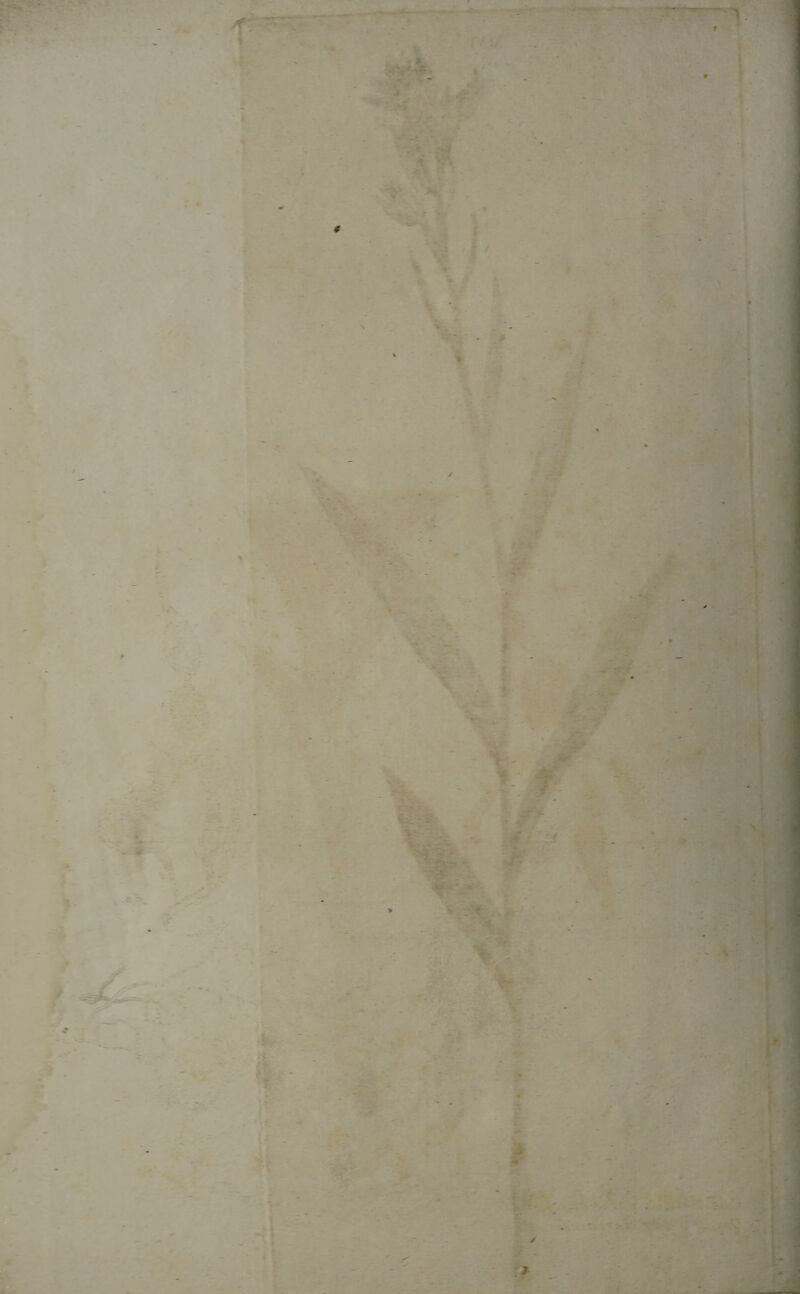 ^ ^ w' f 9 % /« - ^ •4 I U s 4i ' # 4. 4 t % -k '■ P WTj . <S‘- j' Fr .1. .r/ : • ^