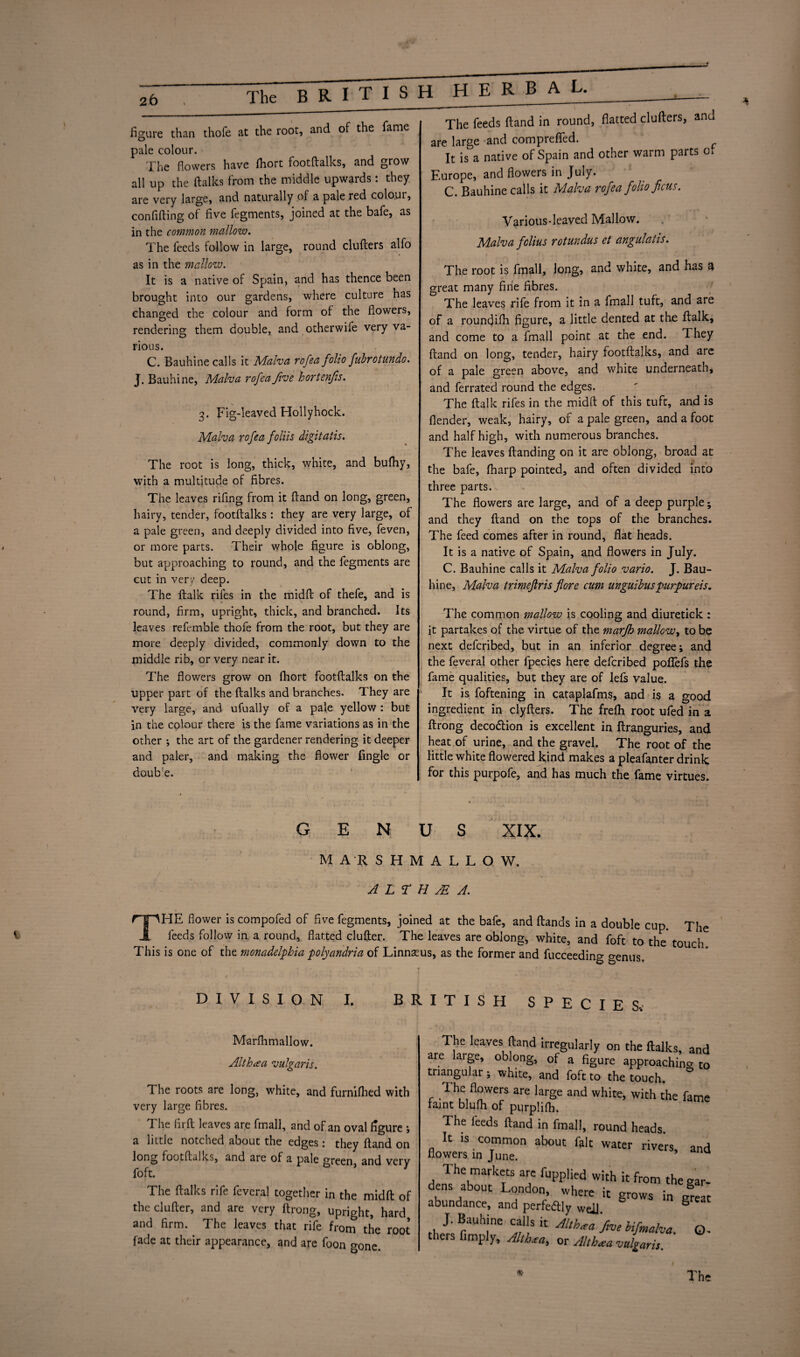 B R I T Fs H H E R B A L. figure than thofe at the root, and of the fame pale colour. Xhe flowers have fhort footftalks, and grow all up the ftalks from the middle upwards: they are very large, and naturally of a pale red coloui, confifling of five fegments, joined at the bafe, as in the common mallow. The feeds follow in large, round clutters alfo as in the mallow. It is a native of Spain, and has thence been brought into our gardens, where culture has changed the colour and form of the flowers, rendering them double, and otherwife very va¬ rious. C. Bauhine calls it Malva rofea folio fubrotundo. J. Bauhine, Malva rofea five hortenfis. 3. Fig-leaved Hollyhock. Malva rofea foliis digitatis. The root is long, thick, white, and bufhy, with a multitude of fibres. The leaves rifling from it ttand on long, green, hairy, tender, footftalks : they are very large, of a pale green, and deeply divided into five, (even, or more parts. Their whole figure is oblong, but approaching to round, and the flegments are cut in very deep. The ftalk rifes in the midft of thefle, and is round, firm, upright, thick, and branched. Its leaves reflemble thofe from the root, but they are more deeply divided, commonly down to the middle rib, or very near it. The flowers grow on fhort footftalks on the upper part of the ftalks and branches. They are very large, and ufually of a pale yellow : but in the colour there is the fame variations as in the other •, the art of the gardener rendering it deeper and paler, and making the flower fingle or doubie. The feeds (land in round, flatted clutters, and are large and comprefled. It is a native of Spain and other warm parts Ot Europe, and flowers in July. C. Bauhine calls it Malva rofea folio ficus. Various-leaved Mallow. Malva folius rotundus et angulalis. The root is flmall, long, and white, and has a great many fine fibres. The leaves rifle from it in a flmall tuft, and are of a roundifh figure, a little dented at the ftalk, and come to a flmall point at the end. They ftand on long, tender, hairy footftalks, and are of a pale green above, and white underneath, and ferrated round the edges. The ftalk rifes in the midft of this tuft, and is flender, weak, hairy, of a pale green, and a foot and half high, with numerous branches. The leaves ftanding on it are oblong, broad at the bafe, fharp pointed, and often divided into three parts. The flowers are large, and of a deep purple; and they ftand on the tops of the branches. The feed comes after in round, flat heads. It is a native of Spain, and flowers in July. C. Bauhine calls it Malva folio vario. J. Bau¬ hine, Malva trimeftris flore cum unguibus purpureis. The common mallow is cooling and diuretick : it partakes of the virtue of the marfh mallow, to be next deflcribed, but in an inferior degree; and the fleveral other fpecies here deflcribed pofiefs the fame qualities, but they are of left value. It is floftening in cataplaflms, and is a good ingredient in clyfters. The frelh root ufled in a ftrong deco&ion is excellent in ftranguries, and heat of urine, and the gravel. The root of the little white flowered kind makes a pleaflanter drink for this purpofle, and has much the fame virtues. v GENUS XIX. MARSHMALLOW. A L T H JE A. THE flower is compofled of five flegments, joined at the bafe, and ftands in a double cup. The feeds follow in a round, flatted clutter. The leaves are oblong, white, and floft to the* touch This is one of the monadelphia polyandria of Linnseus, as the former and flucceeding genus DIVISION I. BRITISH SPECIE Sv Marfhmallow. Althea vulgaris. The roots are long, white, and furniftied with very large fibres. The firft leaves are flmall, and of an oval figure ; a little notched about the edges: they ftand on long footftalks, and are of a pale green and very floft. The ftalks rifle fleveral together in the midft of the clufter, and are very ftrong, upright, hard and firm. The leaves that rifle from the root fade at their appearance, and are floon <mne. The leaves ftand irregularly on the ftalks, ai are large, oblong, of a figure approachino- tnangular; white, and foft to the touch. r Th,cifl°wers are large and white, with the far faint bluflh of purplifh. The leeds ftand in fmall, round heads. It is common about fait water rivers a flowers in June. ’ The markets arc implied with it from the g; dens about London where it grows in gr« abundance, and perfe&ly well. & J. Bauhine calls it Althea five lifmaha. ( thers fimply, Althea, or Althaea vulgaris. *
