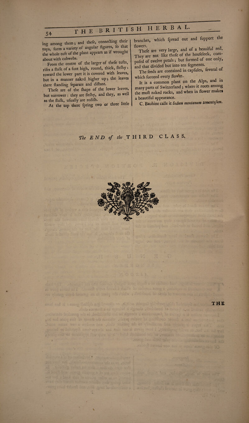 54 X H E B R I T I s H ing among them; and thefe, connecting their tops, form a variety of angular figures, fo that the whole tuft of the plant appears as if wrought about with cobwebs. From the centre of the larger of thefe tufts, rifes a ltalk of a foot high, round, thick, flelhy : toward the lower part it is covered with leaves, but in a manner naked higher up; the leaves there (landing feparate and diftant. Thefe are of the fbape of the lower leaves, but narrower : they are fiefiiy, and they, as well as the ftalk, ufually are redilb. At the top there fpring two or three little branches, which fpread out and fupport the flowers. , Thefe are very large, and of a beauirul red. They are not like thofe of the houfeleek, com- pofed of twelve petals; but formed of one only, and that divided but into ten fegments. The feeds are contained in capfules, feveral ot which fucceed every flowfer. It is a common plant on the Alps, and in many parts of Switzerland ; where it roots among the moft naked rocks, and when in flower make9 a beautiful appearance. C. Bauhine calls it SeduM montunum tCYiKntofum. the E ND of the THIRD CLASS, i i THE