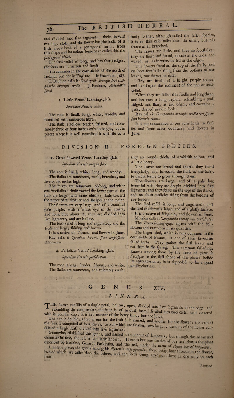 The BRITISH H K R B A L. and divided into five figments; thefe, toward evening, dole, and the flower has the look of a little arrow head of a pentagonal form : from this fhape and its colour fome have called this the -pentagonal violet. The feed-veflfel is long, and has fharp edges: the feeds are numerous and fmall. It is common in the corn-fields of the north of Ireland, but not in England. It flowers in July. C. Bauhine calls it Onobrychis arvenfis five cam¬ panula arvenfis erefta. J. Bauhine, Avicularia fylvii. 2. Little Venus’ Looking-glafs. Speculum Veneris minus. The root is fmall, long, white, woody, and furnifhed with numerous fibres. The (talk is hollow, tender, ftriated, and com¬ monly three or four inches only in height, but in places where it is well nourifhed it will rife to a foot; fo that, although called the lelfer fpecies, it is in this cafe taller than the other, but it is fcarce at all branched. The leaves are little, and have no footftalks: they are fliort and broad, obtufe at the ends, and waved, or, as it were, curled at the edges. The flowers ftand at the top of the ftalk, and on fhort footftalks rifing from the bofoms of the leaves, one flower on each. They are fmall, of a bright purple colour, and ftand upon the rudiment of the pod or feed- veflfel. When they are fallen this fwells and lengthens, and becomes a long capfule, refembling a pod, ridged, and fharp at the edges, and contains a great deal of minute feeds. Ray calls it Campanula arvenfis ere St a vel Specu¬ lum Veneris minus. It is not uncommon in our corn-fields in Suf- fex and fome other counties; and flowers in June. DIVISION II. FOREIGN SPECIES. i. Great flowered Venus’ Looking-glafs. Speculum Veneris magno flore. The root is fmall, white, long, and woody. The ftalks are numerous, weak, branched, and five or fix inches high. The leaves are numerous, oblong, and with¬ out footftalks: thofe toward the lower part of the ftalk are longer and more obtufe; thofe toward the upper part, ftfiftllef and (harper at the point. The flowers are very large, and of a beautiful pale purple, with a white eye in the centre, and fome blue about it: they are divided into five fegments, and are hollow. The feed-vefiel is long and angulated, and the feeds are large, Ihining and brown. It is a native of Thrace, and flowers in June. Ray calls it Speculum Veneris flore amplijfimo \Thracicum. 2. Perfoliate Venus’ Looking glafs. Speculum Veneris per foliatum. The root is long, (lender, fibrous, and white. The ftalks are numerous, and tolerably ered : they are round, thick, of a whitifh colour, and a little hoary. The leaves are broad and fhort: they ftand irregularly, and furround the ftalk at the bafe *, fo that it feems to grow through them. The flowers are large, and of a pale but beautiful red: they are deeply divided into five fegments, and they ftand on the tops of the ftalks, and on fhort pedicles rifing from the bofoms of the leaves. The feed-vefiel is long, and angulated ; and the feed moderately large, and of a glofiy furface. It is a native of Virginia, and flowers in June. Morifon calls it Campanula pentagonia perfoliata. The Venus looking-glafs agrees with the bell¬ flowers and rampions in its qualities. The larger kind, which is very common in the coin fields of France, is one of their favourite fallad herbs. They gather the firft leaves and eat them in the fpring. The common failading, known among them by the name of queue de / evefque, is the firft (hoot of this plant: befide its agreeable tafte, it is fuppofed to be a good antifcorbutick. GENUS XIV. L I N N M A. T “ fl?rr C°nf'fts of a finSle P«al> hollow- open, divided into five fegments at the ed«e and refembling the campanula : the fruit is of an oval form, divided into wo cells and covered with its peculiar cup : it is in a manner of the berry kind, but not juicy. d coverec‘ The cup is double ; there is one for the fruit iuft nampH ond „ a r in the fruit is compofed of four leaves two of which are fmaller r d another for the flower: the cup of fifts of a Angle leaf, divided into five figments ’ ° ^ = the CUP of the fl°wer Gronovius eltabhlhed this genus, and named it in honour of Linn-eus • hnr ri, . , , charafter be new, the reft is familiarly known There is but on, r ’ r h Ugh the name and described by Bauhine, Gerard, Parkfnfon, and tire reft, under thfnametf*“,* t* PlaM Linnaeus places the genus among his Mymmia rngioffcrmia, there two of which are taller than the others, and the feeds beimr cove d.0, ” ! j fruit. ' . : ° cuvxr£o. there is one onlv in each j x Linn* a.