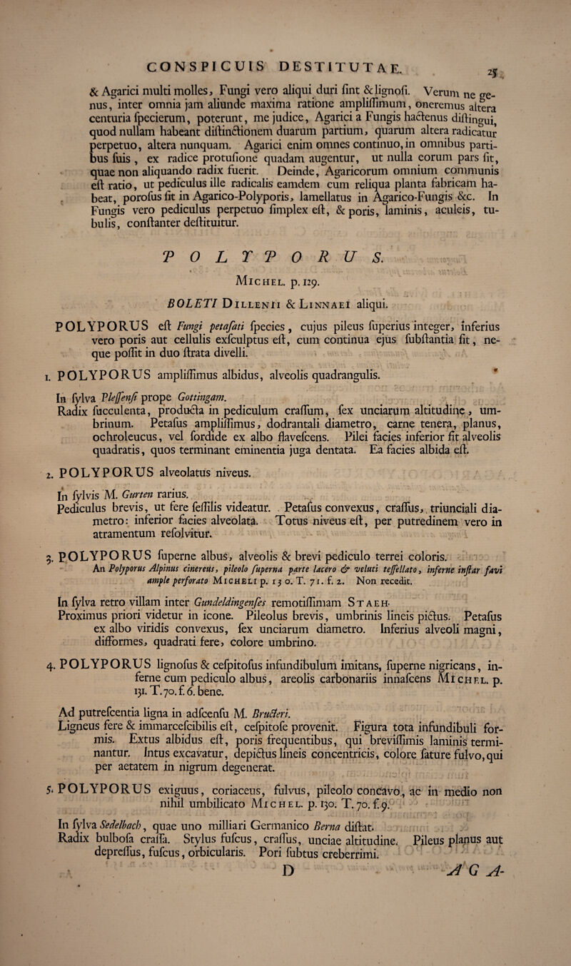 & Agarici multi molles. Fungi vero aliqui duri fint &lignofi. Verum ne ge¬ nus , inter omnia jam aliunde maxima ratione ampliflimum, oneremus aitera centuria fpecierum, poterunt, me judice, Agarici a Fungis hactenus diftingui, quod nullam habeant diftinctionem duarum partium, quarum altera radicatur perpetuo, altera nunquam. Agarici enim omnes continuo,in omnibus parti¬ bus fuis , ex radice protufione quadam augentur, ut nulla eorum pars lit, quae non aliquando radix fuerit. Deinde, Agaricorum omnium communis eft ratio, ut pediculus ille radicalis eamdem cum reliqua planta fabricam ha¬ beat, porofusfit in Agarico-Polyporis, lamellatus in Agarico-Fungis &c. In Fungis vero pediculus perpetuo limplex eft, &poris, laminis, aculeis, tu¬ bulis, conftanter deftituitur. TOLTTORUS. C-. ^ V T ' \ *’ f ^ -* * . . ... | 't . . ✓ • • . - - . . .v,.* K \ Michel. p. 129. * ~ * * 4 Zj % BOLETI D iLLENii &L1NNAEI aliqui. POLYPORUS eft Fungi petafati fpecies, cujus pileus fuperius integer, inferius vero poris aut cellulis exfculptus eft, cum continua ejus fubftantia fit, ne¬ que poflit in duo ftrata divelli. 1. POLYPORUS ampliflimus albidus, alveolis quadrangulis. In fylva Vleffenfi prope Gottingam. Radix fucculenta, producia in pediculum craflum* fex unciarum altitudine, um- brinum. Petafus ampliflimus, dodrantali diametro, carne tenera, planus, ochroleucus, vel fordide ex albo flavefcens. Pilei facies inferior fit alveolis quadratis, quos terminant eminentia juga dentata* Ea facies albida eft. 2. POLYPORUS alveolatus niveus. L ^ ,. , #¥i , , ‘ f J “* ■*. A • —- -**. •* In fylvis M. Gurten rarius. Pediculus brevis, ut fere feflilis videatur. Petafus convexus, craflus, triunciali dia¬ metro: inferior facies alveolata. Totus niveus eft, per putredinem vero in atramentum refolvitur. ; . ^ 3. POLYPORUS fuperne albus, alveolis & brevi pediculo terrei coloris. An Poljporus Alpinus cinerem, pileolo fuperna parte lacero & ve luti tejfellato, inferne infiar favi ample perforato Migheli p. 15 o. T. 71. £ 2. Non recedit. In fylva retro villam inter Gundeldingenfes remotiflimam Staeh- Proximus priori videtur in icone. Pileolus brevis, umbrinis lineis piftus. Petafus exalbo viridis convexus, fex Unciarum diametro. Inferius alveoli magni, difFormes, quadrati fere, colore umbrino. 4. POLYPORUS lignofus & cefpitofus infundibulum imitans, fuperne nigricans, in¬ ferne cum pediculo albus, areolis carbonariis innafcens Altchf.l. p. 131. T70.fi 6. bene. Ad putrefcentia ligna in adfcenfu M. Bru&eri. Ligneus fere & immarcefcibilis eft, cefpitofe provenit. Figura tota infundibuli for¬ mis. Extus albidus eft, poris frequentibus, qui breviflimis laminis termi¬ nantur. Intus excavatur, depiftus lineis concentricis, colore fature fulvo,qui per aetatem in nigrum degenerat. 4 * 1» * J A 4 v' ;• * ] i * \ ‘ ^ | , 1J I 5* POLYPORUS exiguus, coriaceus, fulvus, pileolo concavo, ac in medio non nihil umbilicato Michel. p. 130. T70.fi9; ' ? In fylva Sedelbach, quae uno milliari Germanico Berna diftat. Radix bulbofa crafla. Stylus fufcus, crafliis, unciae altitudine* Pileus planus aut deprefliis, fufcus, orbicularis. Pori liibtus creberrimi*  D A G A-