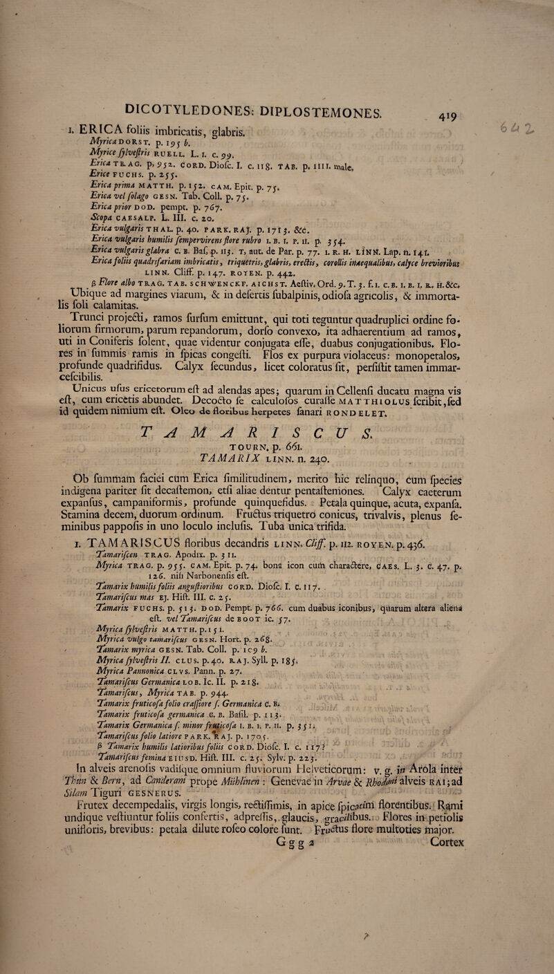 \ DICOTYLEDONES; DIPLOS TEMO NES. 419 1. ER 1CA foliis imbricatis, glabris. Myrica dorst. p. i936. Myrice fylveftris ruell. L. r. c. 99. Erica tlag. p>5>5 2~ Cord. Diofc. I. c. ng. tab. p. 1111, male, Erice fuchs. p. 2,55. Erica prima matth. p. 152. cam. Epit. p. 73. Erica vel folago gesn. Tab. Coli. p. 75* Erica frior dod. pempe. p. 767. Scopa caesalp. L. III. c. 20. Erica vulgaris th al. p. 40. park.raj. p.1713. &c. Erica vulgaris humilis fempervirens flore rubro 1. b. r. p. n. p, 334. Erica vulgaris glabra c. b. Baf, p. 115. t, aut. de Par. p. 77. 1. r. h. iJNtf. Lap. n. 14!. Erica foliis quadrifariam imbricatis, triquetris, glabris, erettis, corollis inaequalibus, calyce brevioribus linn. ClifF. p. 147. roten. p. 442. p Flore albo trag. tab. schwenckf. aichst. Aeftiv. Ord. 9.T. 3. f.i. c.b. i. b. i. r. h.&c* Ubique ad margines viarum, & in defertis lubalpinis, odiofa agricolis, & immorta- lis loli calamitas. Trunci proje£li, ramos furfum emittunt, qui toti teguntur quadruplici ordine fo¬ liorum firmorum, parum repandorum, dorfo convexo, ita adhaerentium ad ramos * uti in Coniferis folent, quae videntur conjugata effe, duabus conjugationibus. Flo¬ res in fummis ramis in fpicas congefti. Flos ex purpura violaceus: monopetalos> profunde quadrifidus. Calyx fecundus, licet coloratus fit, perfiflit tamen immar- cefcibilis. Unicus ufus ericetorum eft ad alendas apes; quarum in Cellenfi ducatu magna vis eff, cum ericetis abundet. Decodto fe calculofos curalfe matthiolus fcribit,fed id quidem nimium eft. Oleo de floribus herpetes fanari rondelet. tamariscus, TOURN, p. 661. TAMARIX linn. n. 240. Ob fummam faciei cum Erica fimilitudinem, merito hic relinquo, cum fpecieS indigena pariter fit decaftemon, etfi aliae dentur pentaftemones. Calyx caeterum expanfus, campaniformis, profunde quinquefidus. Petala quinque, acuta, expanfa. Stamina decem, duorum ordinum. Fru£tus triquetro conicus, trivalvis, plenus fe¬ minibus pappofis in uno loculo inclufis. Tuba unica trifida. . 1. TAMARISCUS floribus decandris linn. Clijf. p. 112. r o y e n. p. 436. Tamarifcen trag, Apodix. p. 3 11. Myrica trag. p. 935. cam. Epie. p. 74. bona icon cum chara&ere, Caes. L. 3. C. 47. p, 12G. nifi Narbonenfis eft. Tamarix humilis foliis anguflioribus Cord. Diofc. I. c. I i 7. Tamarifcus mas ej. Hift. III. c. 25. Tamarix fuchs. p. 51 3. dod. Pempt. p. 7GG. cum duabus iconibus, quarum akgra aliena! eft. vel Tamarifcus deBooT ic. 37. Myrica fylvefiris m a tt h. p. 1 3 i. Myrica vulgo tamarifcus gesn. Hort. p. zG%. ' Tamarix myrica gesn. Tab. Coli. p. 109 b. Myrica fylveftris II. clus. p. 40. raj. Syll. p. 183. Myrica Pannonica clvs. Pann. p. 27. Tamarifcus Germanica lob. ic. II. p. 218. Tamarifcus, Myrica tab. p. 944. Tamarix fruticofafolio crajjiore f Germanica C. B; Tamarix fruticofa germanica e. b. Bafil. p. 11 3. Tamarix Germanica f minor fruticofa 1. b. 1. p. 11. p. 3 3 1. Tamarifcus folio latiore park. raj. p. 1705. 0 Tamarix humilis latioribus foliis cord. Diofc. I. c. 117 1 Tamarifcus femina e m sd. Hift. III. c. 23. Sylv. p. 223. In alveis arenolis vadilque omnium fluviorum Helveticorum: v. g. itf Arola inter Thun & Bern, ad Canderam prope Miihlinen : Genevae in Arvae Sc Rhodii alveis RAi;ad Silam Tiguri gesnerus. Frutex decempedalis, virgis longis, re£liflimis, in apice fpicsdni florentibus. R$mi undique veftiuntur foliis confertis, adprellis,. glaucis, o-nic/iibus. Flores in petiolis unifloris, brevibus: petala dilute rofeo colore funt. Fru^us flore multoties major. G g g 3 Cortex ? 6 U Z \