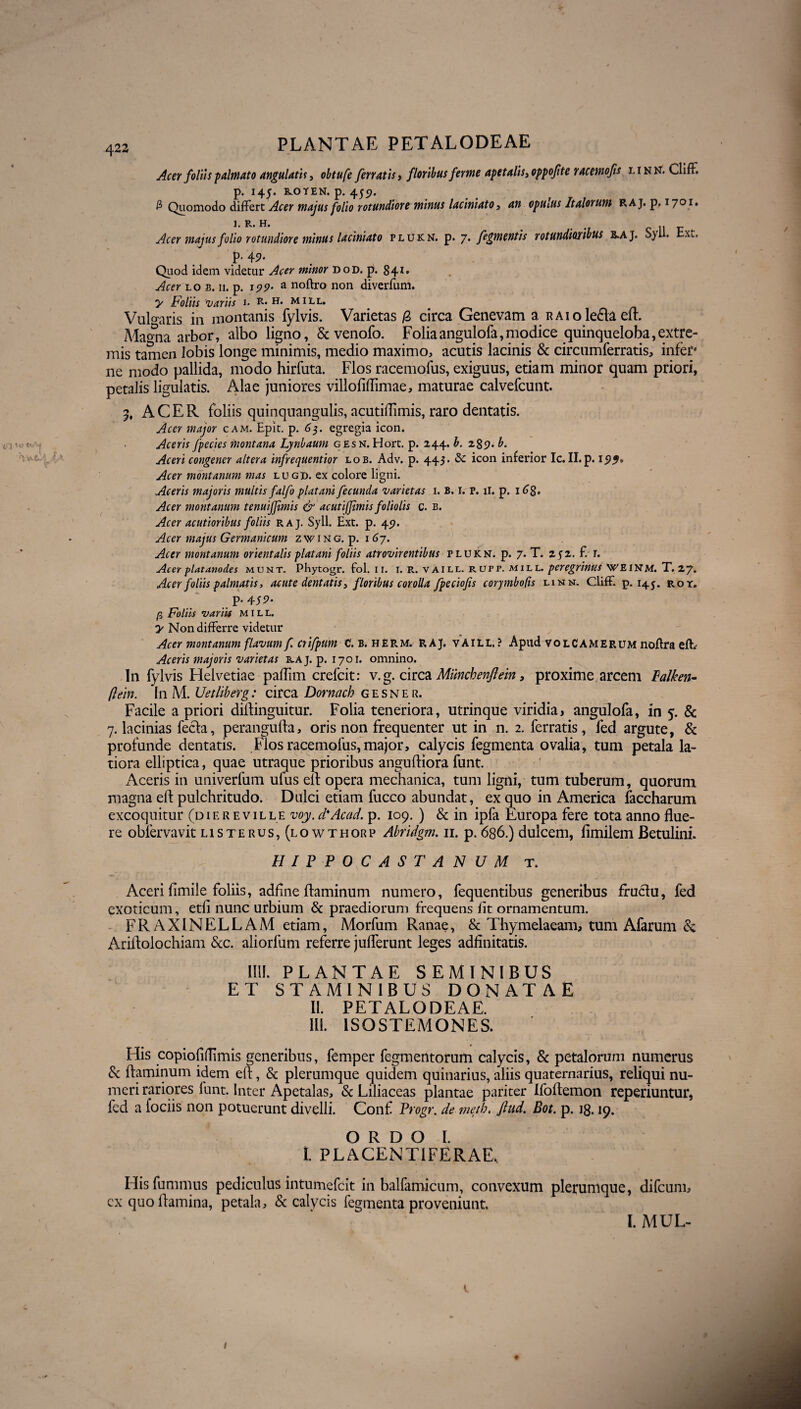 Acer foliis -palmato angulatis, obtufe ferratis, floribus ferme apetalis3 oppofte racemofis linn. Cliff. p. 145. KOYEN. p. 455;. fi Quomodo differt Acer majus folio rotundiore minus lacini at 0 3 an opuius Italorum RAj. p. 1701. 1. R. H. Acer majus folio rotundiore minus laciniato plukn. p. 7. fegmentis rotundioribus B.AJ. Syll. Ext, p. 45?. Quod idem videtur Acer minor dod. p. 841. Acer lo b. ii. p. ipp* a noftro non diverfum. y Foliis variis l h. mill. Vulgaris in montanis fylvis. Varietas /3 circa Genevam a raio leda ed. Magna arbor, albo ligno, & venofo. Foliaangulofa,modice quinqueloba,extre¬ mis tamen lobis longe minimis, medio maximo, acutis lacinis & circumferratis, infer* ne modo pallida, modo hirfuta. Flos racemofus, exiguus, etiam minor quam priori, petalis ligulatis. Alae juniores villofidimae, maturae calvefcunt. 5. ACER foliis quinquangulis, acutidimis, raro dentatis. Acer major cam. Epit. p. 65. egregia icon. Aceris [pedes montana Lynbaum gesn. Hort. p. 244. b. 289. b. Aceri congener altera infrequentior lob. Adv. p. 445* & icon inferior Ic. II.p. 15»^. Acer montanum mas lugd. ex colore ligni. Aceris majoris multis falfo platani fecunda varietas 1. B. 1. p. ii. p. i<?8* Acer montanum tenuiffimis & acuti(fimis foliolis c. b. Acer acutioribus foliis raj. Syll. Ext. p. 45?. Acer majus Germanicum zwing. p. 167. Acer montanum orientalis platani foliis atrovirentibus plukn. p. 7. T. 252. f. r. Acer platanodes munt. Phytogr. fol. i r. i. r. vaill. Rorr. mill. peregrinus WEINM. T. 27. Acer foliis palmatis, acute dentatis, floribus corolla fpeciofis corymbofis linn. Cliff. p. 145. rot. P- 459* p Foliis variis mill. y Non differre videtur Acer montanum flavum f. cri/pum C. b. h£rm. r aj. vaill.? Apud vol CAM erum noflra eff Aceris majoris varietas raj. p. 1701. omnino. In fylvis Helvetiae padim crefcit: v. g. circa Muncbenftein, proxime arcem Falken- flem. In Ad. Uetlibetg: circa Dornach gesner. Facile a priori didinguitur. Folia teneriora, utrinque viridia, angulofa, in 5. & 7. lacinias fecla, peranguda, oris non frequenter ut in n. 2. ferratis, fed argute, & profunde dentatis. Flos racemofus, major, calycis fegmenta ovalia, tum petala la¬ tiora elliptica, quae utraque prioribus angudiora funt. Aceris in univerfum ufus elf opera mechanica, tum ligni, tum tuberum, quorum magna ed pulchritudo. Dulci etiam fucco abundat, ex quo in America faccharum excoquitur (dif. re ville voy. d*Acad. p. 109. ) & in ipfa Europa fere tota anno flue- re obfervavit lis te rus, (lo wthorp Abridgm. 11. p. 686.) dulcem, fimilem Betulini. HIPPOCASTANUM t. Aceri fimile foliis, addne daminum numero, fequentibus generibus fruclu, fed exoticum, etfi nunc urbium & praediorum frequens ht ornamentum. FRAXINELLAM etiam, Morfum Ranae, & Thymelaeam, tum Afarum & Aridolochiam &c. aliorfum referre juderunt leges adfinitatis. 1111. PLANTAE SEMINIBUS ET STAMINIBUS DONATAE II. PETALODEAE. III. ISOSTEAiONES. His copiofidimis generibus, femper fegmentorum calycis, & petalorum numerus & daminum idem ed, & plerumque quidem quinarius, aliis quaternarius, reliqui nu¬ meri rariores funt. Inter Apetalas, & Liliaceas plantae pariter Ifodemon reperiuntur, fed a fociis non potuerunt divelli. Conf Progr. de meth. Jlud. Bot. p. 18.19. ORDO I. t PLACENTIFERAE, Hisfummus pediculus intumefcit in balfamicum, convexum plerumque, difcum, cx quo damina, petala, & calycis fegmenta proveniunt. I. MUL-