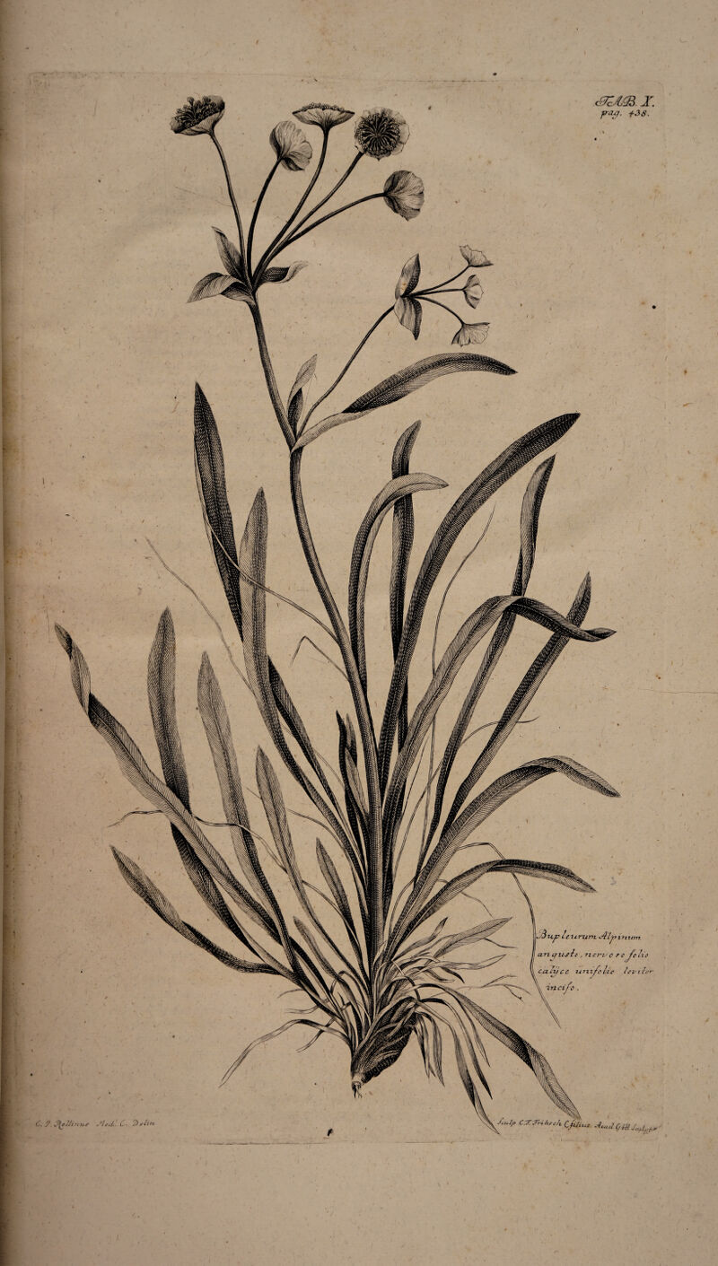 <r sim. x. pag. f38.