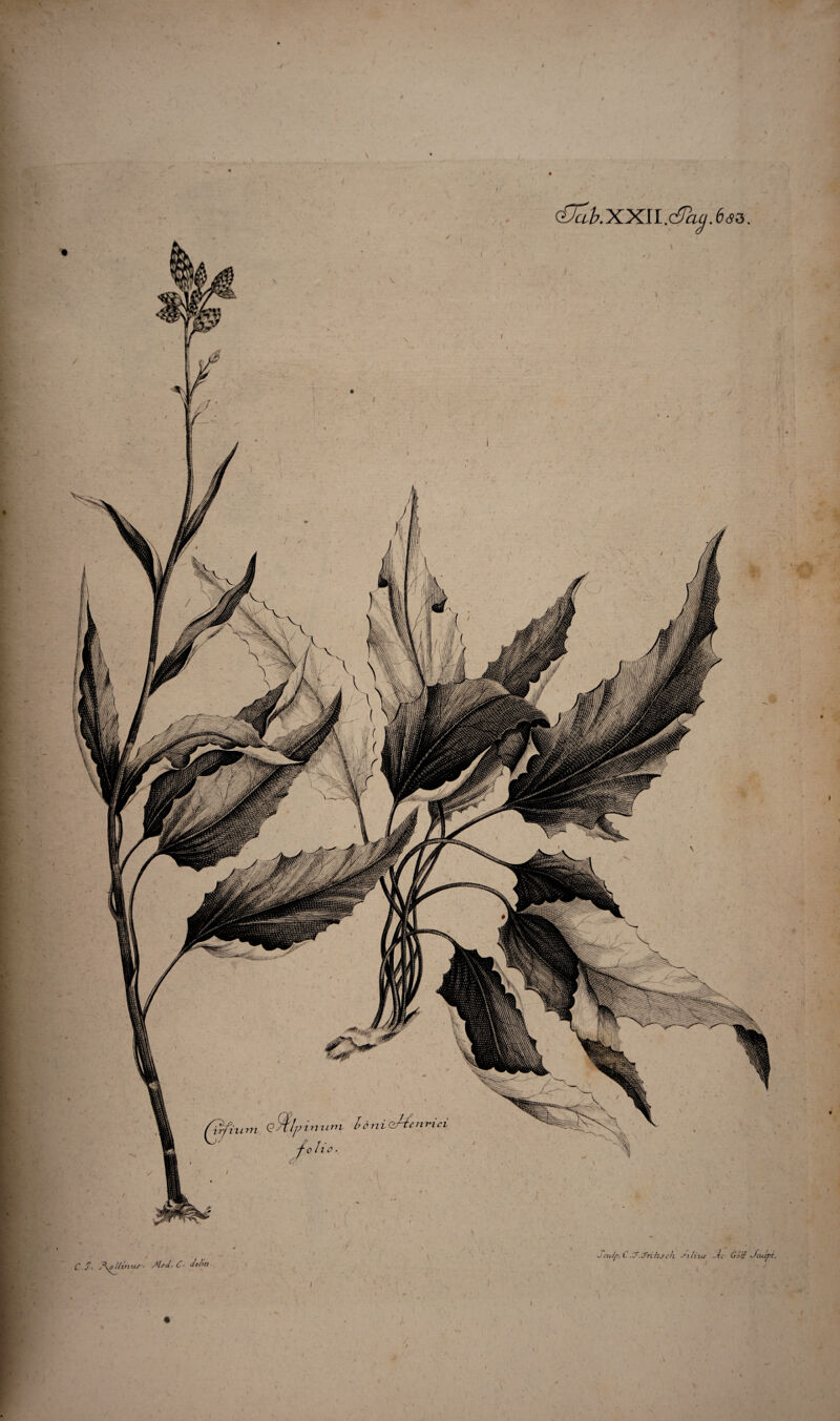 <flab.XXll.dPag.6s3. -i i C J. Aollinus-- MU. C- dtlin Seulp.L .T.Jrihsch. Jili-us Ac GoH Aculvt. I* J