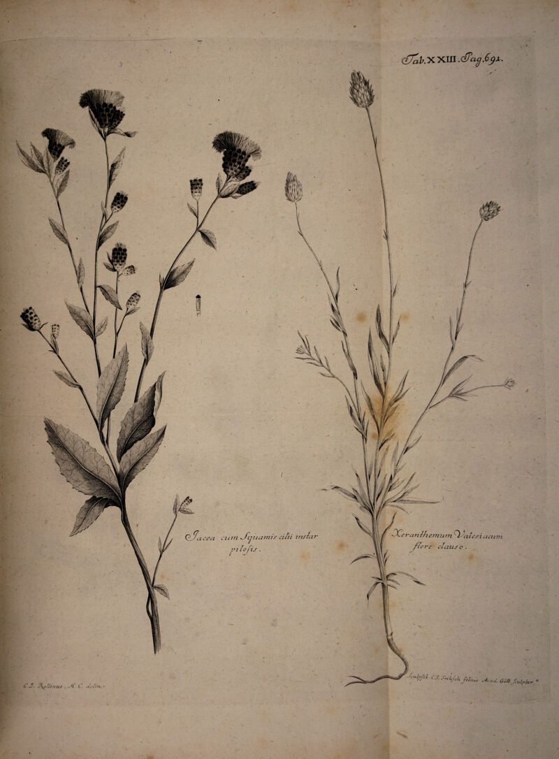 n (ffab.y* XIII .d?cig,6jx. Qj a ce a ceiin ^fauam ie cilii 2 n sia r ^Cc 7 •an Ihem u 777 Ice i c t a 1 m /fore elatis c . C.3. J\oll inur i C. df/m. ■