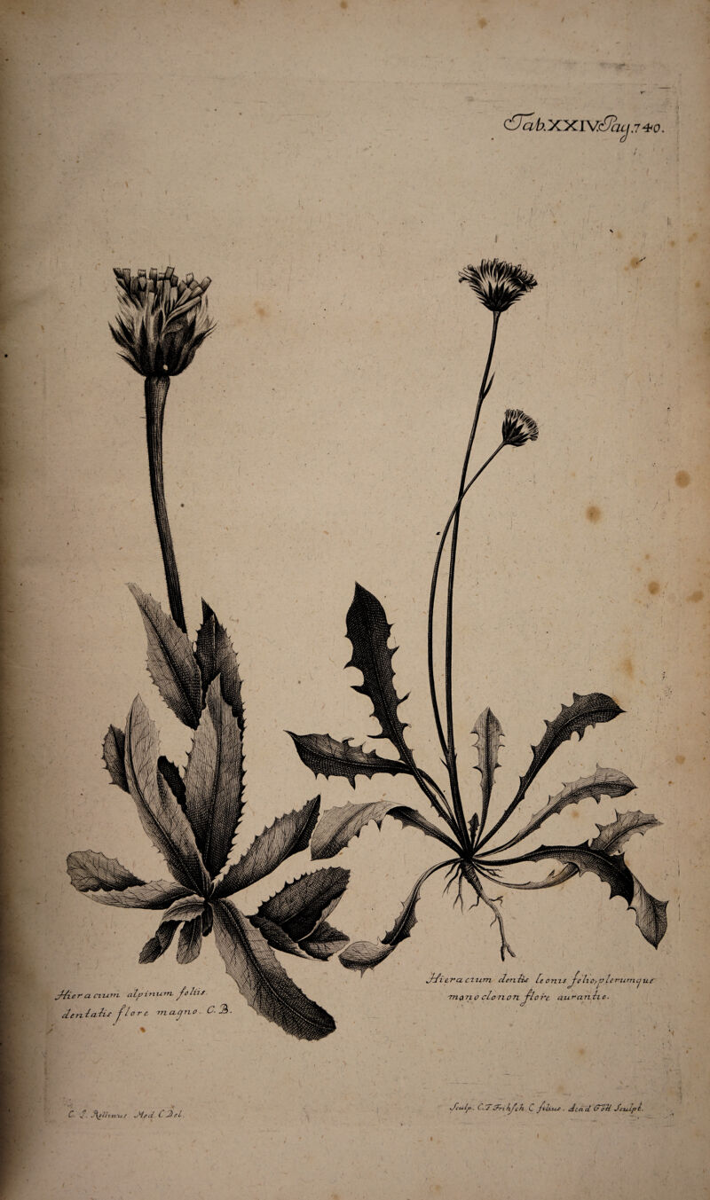 C. / 3\eZh tl*US oJed C J*tL. c9afeXXIV&$2w.7*0. Jzfie.ru cxnrn eleniis [e oms fpliO/vleruincjue’ mori o clo 7xo7i TLore aurcmtxo Jl° lx Jcu.lp. C. 7drxhjch. C julius . Accid dToli Jcxd.pl. Jfie r a cxtum alpinvim fchis J ^ Jen.la.lis flore inaequo. C- 2