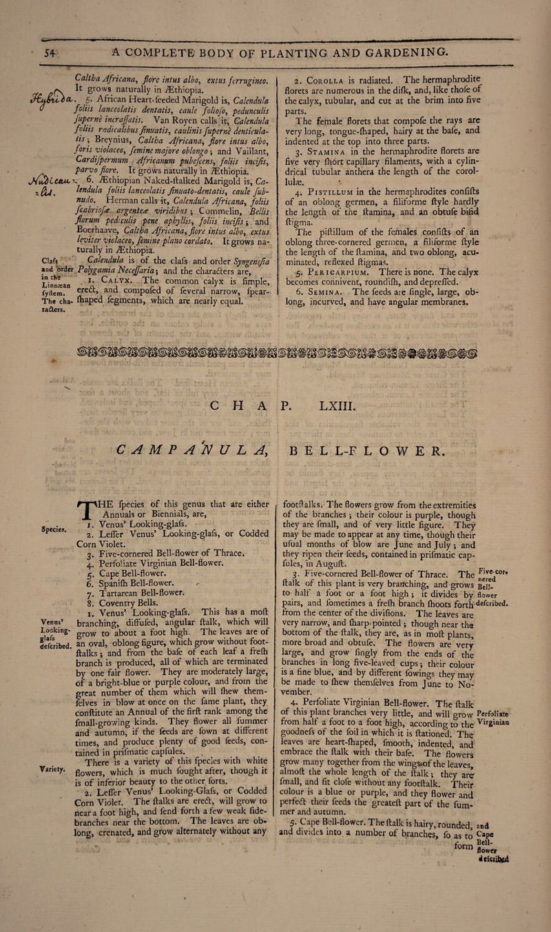 * 54 A COMPLETE BODY OF PLANTING AND GARDENING. XJdu Lulu. x&A, Clafs and order in the Linnsean fyftem. The cha¬ racters. Caltha Africana, fore intus albo, ext us ftrrugineo. It grows naturally in ./Ethiopia. . 5. African Heart- feeded Marigold is, Calendula foliis lanceolatis dentatis, caule foliofo, pedunculis fup erne incraffatis. Van Royen calls it, Calendula foliis radicalibus finuatis, caulinis fuperne denticula- tis; Breynius, Caltha Africana, fore intus albo, foris violaceo, femine majore oblongo ; and Vaillant, Cardifpermum Africanum pubefcens, foliis incifis, parvo fore. It grows naturally in /Ethiopia. 6. /Ethiopian Naked-ftalked Marigold is. Ca¬ lendula foliis lanceolatis fmuato-dentatis, caule fub- nudo. Herman calls it. Calendula Africana, foliis fcobriof<e argent e^ viridibus ; Commelin, Beilis forum pedrculis pene aphyllis, foliis incifis; and Boerhaave, Caltha Africana, *»/«$ albo, j leviter violaceo, femine piano cordato. It grows na¬ turally in /Ethiopia, Calendula is of the clafs and order Syngenefa Polygamia JSeceffaria'y and the charafters are, 1. Calyx. The common calyx is Ample, ere£t, and compofed of feveral narrow, fptar- fhaped fegments, which are nearly equal. 2. Corolla is radiated. The hermaphrodite florets are numerous in the difk, and, like thofe of the calyx, tubular, and cut at the brim into five parts. The female florets that compofe the rays are very long, tongue-fhaped, hairy at the bafe, and indented at the top into three parts. 3. Stamina in the hermaphrodite florets are five very fhort capillary filaments, with a cylin¬ drical tubular anthera the length of the corol- lulae. 4. Pistillum in the hermaphrodites confifts of an oblong germen, a filiforme ftyle hardly the length of the ftamina, and an obtufe bifid ftigma. The piftillum of the females confifts of an oblong three-cornered germen, a filiforme ftyle the length of the ftamina, and two oblong, acu¬ minated, reflexed ftigmas. 5. Pericarpium. There is none. The calyx becomes connivent, roundifh, and depreffed. 6. Semina. The feeds are Angle, large, ob¬ long, incurved, and have angular membranes. chap. lxiii. CAMPANULA, BELL-FLOWER. THE fpecies of this genus that are either Annuals or Biennials, are, Soecies *• Venus’ Looking-glafs. P * 2. Leffer Venus’ Looking-glafs, or Codded Corn Violet. 3. Five-cornered Bell-flower of Thrace. 4. Perfoliate Virginian Bell-flower. 5. Cape Bell-flower. 6. Spanifh Bell-flower. <- 7. Tartarean Bell-flower. 8. Coventry Bells. 1. Venus’ Looking-glafs. This has a mod Venus* branching, diffufed, angular ftalk, which will Looking- grQW tQ a f00t high. The leaves are of described. an oval, oblong figure, which grow without foot- * ftalks ; and from the bafe of each leaf a freih branch is produced, all of which are terminated by one fair flower. They are moderately large, of a bright-blue or purple colour, and from the great number of them which will flhew them- felves in blow at once on the fame plant, they conftitute an Annual of the firft rank among the fmall-growing kinds. They flower all fummer and autumn, if the feeds are fown at different times, and produce plenty of good feeds, con¬ tained in prifmatic capfules. There is a variety of this fpecies with white Variety. pl0WerSj which is much fought after, though it is of inferior beauty to the other forts. 2. Leffer Venus’ Looking-Glafs, or Codded Corn Violet. The ftalks are ere<5t, will grow to near a foot high, and fend forth a few weak fide- branches near the bottom. The leaves are ob¬ long, crenated, and grow alternately without any footflalks. The flowers grow from the extremities of the branches ; their colour is purple, though they are fmall, and of very little figure. They may be made to appear at any time, though their ufual months of blow are June and July ; and they ripen their feeds, contained in prifmatic cap¬ fules, in Auguft. 3. Five-cornered Bell-flower of Thrace. The ftalk of this plant is very branching, and grows Ben¬ to half a foot or a foot high; it divides by flower pairs, and fometimes a frefh branch (hoots forth dekdbed. from the center of the divifions. The leaves are very narrow, and (harp-pointed ; though near the bottom of the ftalk, they are, as in moft plants, more broad and obtufe. The flowers are very large, and grow fingly from the ends of the branches in long five-leaved cups; their colour is a fine blue, and by different fowings they may be made to (hew themfelves from June to No¬ vember. 4. Perfoliate Virginian Bell-flower. The ftalk of this plant branches very little, and will grow Perfoliate from half a foot to a foot high, according to the VirSiniaQ goodnefs of the foil in which it is ftationed. The leaves are heart-fhaped, fmooth, indented, and embrace the ftalk with their bafe. The flowers grow many together from the wingsmf the leaves, almoft the whole length of the ftalk; they are fmall, and fit clofe without any footftalk. Their colour is a blue or purple, and they flower and perfect their feeds the greateft part of the fum¬ mer and autumn. 5. Cape Bell-flower. The ftalk is hairy, rounded, and and divides into a number of branches, fo as to CaP« form Bel1' flower
