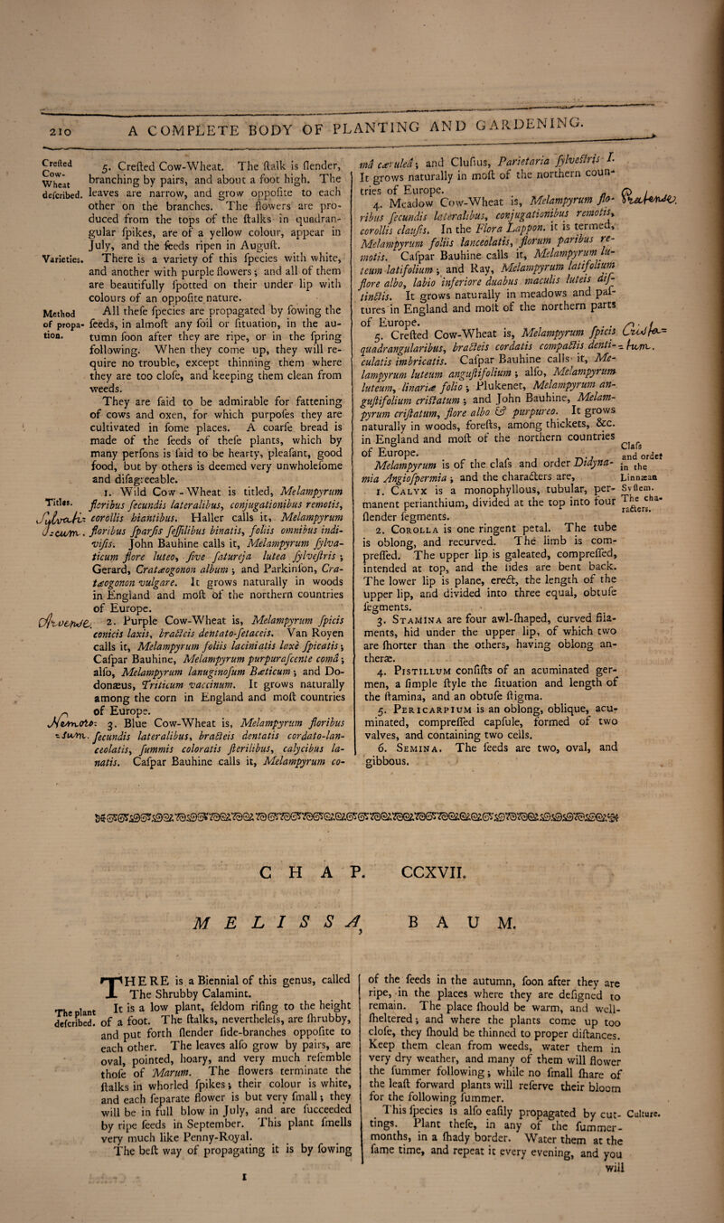 Crefted ^ Crefted Cow-Wheat. The (talk is (lender, Wheat branching by pairs, and about a foot high. The defcribed. leaves are narrow, and grow oppofite to each other on the branches. The flowers are pro¬ duced from the tops of the (talks in quadran¬ gular fpikes, are of a yellow colour, appear in July, and the feeds ripen in Auguft. Varieties. There is a variety of this fpecies with white, and another with purple flowers ; and all of them are beautifully fpotted on their under lip with colours of an oppofite nature. Method All thefe fpecies are propagated by fowing the of propa- feeds, in almoft any foil or fituation, in the au- tion. tumn foon after they are ripe, or in the fpring following. When they come up, they will re¬ quire no trouble, except thinning them where they are too clofe, and keeping them clean from weeds. They are faid to be admirable for fattening of cows and oxen, for which purpofes they are cultivated in fome places. A coarfe bread is made of the feeds of thefe plants, which by many perfons is faid to be hearty, pleafant, good food, but by others is deemed very unwholefome and difagreeable. i. Wild Cow-Wheat is titled, Melampyrum Titles, floribus fecundis lateralibus, conjugationibus remotis, Jlilxrv-fi' corollis hiantibus. Haller calls it, Melampyrum J-cwyri. floribus fparfis fejjilibus binatis, foliis omnibus indi- •vifis. John Bauhine calls it, Melampyrum fylva- ticum flore luteo, five fatureja lutea fylvejlris •, Gerard, Cratuiogonon album j and Parkinion, Cra- taogonon vulgare. It grows naturally in woods in England and mod of the northern countries of Europe. rClj%D&nxJ(d 2. Purple Cow-Wheat is, Melampyrum fpicis conicis laxis, brablcis dentato-fetaceis. Van Royen calls it, Melampyrum foliis laciniatis laxe fpicatis \ Cafpar Bauhine, Melampyrum purpurafeente coma; alfo, Melampyrum lanuginofum Baticum \ and Do- donasus, frituum vaccinum. It grows naturally among the corn in England and molt countries p of Europe. JivrtoOto-. 3. Blue Cow-Wheat is, Melampyrum floribus ■zSuAyi. fecundis lateralibus, brabieis dentatis cordato-lan- ceolatis, fummis coloratis fterilibus, calycibus la- natis. Cafpar Bauhine calls it, Melampyrum co¬ ma C£ .jruled; and Cluflus, Parietaria fylveflrjs L It grows naturally in mod of the northern coun¬ tries of Europe. 4. Meadow Cow-Wheat is, Melampyrum flo¬ ribus fecundis lateralibus, conjugationibus remotis* corollis claujis, In the Flora Lappon. it is termed, Melampyrum foliis lanceolatis, florum paribus re¬ motis. Cafpar Bauhine calls it, Melampyrum lu- teum latifolium y and Ray, Melampyrum latifoltum flore albo, labio inferiors duabus maculis luteis ctij- tinblis. It grows naturally in meadows and pal- tures in England and molt of the northern parts of Europe. 5. Crefted Cow-Wheat is, Melampyrum fpicis quadrangularibus, brabieis cordatis compablis denti- culatis imbricatis. Cafpar Bauhine calls it, Me¬ lampyrum luteum anguflifolium ; alfo, Melampyrum luteum, Unaria folio *, Plukenet, Melampyrum an¬ guflifolium criflatum ; and John Bauhine, Melam¬ pyrum criflatum, flore albo G purpureo. It grows naturally in woods, forefts, among thickets, &c. in England and moft of the northern countries of Europe. Melampyrum is of the clafs and order Didyna- mia Angiofpermia , and the characters are, 1. Calyx is a monophyllous, tubular, per¬ manent perianthium, divided at the top into four (lender fegments. 2. Corolla is one ringent petal. The tube is oblong, and recurved. The limb is com- prefled. The upper lip is galeated, comprefied, intended at top, and the iides are bent back. The lower lip is plane, ereCt, the length of the upper lip, and divided into three equal, obtufe fegments. 3. Stamina are four awl-ftiaped, curved fila¬ ments, hid under the upper lip, of which two are (horter than the others, having oblong an- therse. 4. Pistillum confifts of an acuminated ger- men, a Ample ftyle the fituation and length of the (lamina, and an obtufe ftigma. 5. Pericarpium is an oblong, oblique, acu¬ minated, comprefied capfule, formed of two valves, and containing two ceils. 6. Semina. The feeds are two, oval, and gibbous. - horn-. Clafs and ordet in the Linnjean Svflem. The cha¬ racters. CHAP. CCXVII. MELISSA^ BAUM. THERE is a Biennial of this genus, called The Shrubby Calamint. The plant It Is a low Plant’ ^ldom rifing to the height delcribed. of a foot. The (talks, nevertheless, are (hrubby, and put forth (lender fide-branches oppofite to each other. The leaves alfo grow by pairs, are oval, pointed, hoary, and very much refemble thofe of Marnm. The flowers terminate the ftalks in whorled fpikes j their colour is white, and each feparate flower is but very fmall; they will be in full blow in July, and are fucceeded by ripe feeds in September. This plant fmells very much like Penny-Royal. The beft way of propagating it is by fowing °f the feeds in the autumn, foon after they are ripe, -in the places where they are defigned to remain. The place fhould be warm, and well- (helteredi and where the plants come up too clofe, they fhould be thinned to proper diftances. Keep them clean from weeds, water them in very dry weather, and many of them will flower the fummer following; while no fmall fhare of the lead forward plants will referve their bloom for the following fummer. This fpecies is alfo eafily propagated by cut¬ tings. 1 lant thefe, in any of the fummer - months, in a (hady border. Water them at the fame time, and repeat it every evening, and you will Culture.