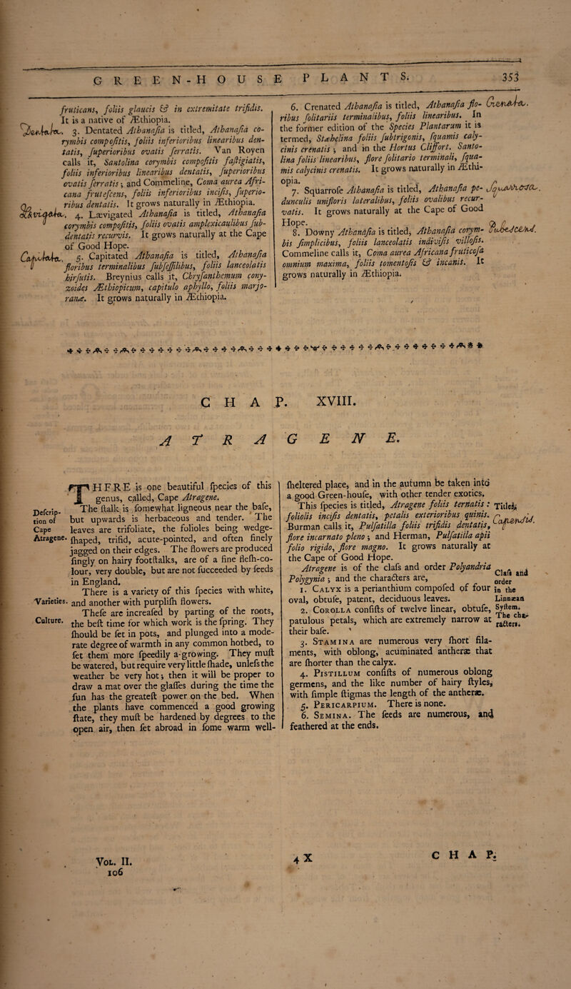 fruticans, foliis glaucis fc? in ex tr emit ate trifidts. It is a native of /Ethiopia. 3. Dentated Athanafia is titled, Athanafia co- rymbis compofitis, foliis inferioribus linearibus dm- tatis, fuperioribus ovatis ferratis. Van Royen calls it, Santolina corymbis compofitis fafiigiatis, foliis inferioribus linearibus dentatis, fuperioribus ovatis ferratis; and Commeline, Coma aurea Afri- cana frutefcens, foliis inferioribus incifis, fuperio- q. ribus dentatis. It grows naturally in Ethiopia. dC&VUMiUt,, 4. Levigated Athanafia is titled, Athanafia corymbis compofitis, foliis ovatis amplexicaulibus fub- dentatis recurvis. It grows naturally at the Cape of Good Hope. CcchvltiUo-, 5* Capitated Athanafia is titled, Athanafia v floribus terminalibus fubfefiilibus, foliis lanceolatis hirfutis. Breynius calls it. Chrysanthemum cony- zoides Mthiopicum, capitulo aphyllo, foliis marjo- ran*. It grows naturally in ,/Echiopia. 6. Crenated Athanafia is titled, Athanafia flo¬ ribus folitariis terminalibus, foliis linearibus. . In the former edition ot the Species Plant arum it is termed, Stahelina foliis fubtrigonis, fquamis caly- cinis crenatis *, and in the Hortus Clijfort. Santo¬ lina foliis linearibus, flore folitario terminali, fqua¬ mis calycinis crenatis. It grows naturally in ^Ethi¬ opia. ' _ A y. SqUarrofe Athanafia is titled, Athanafia pe- JoujxJiA&zftZ' dunculis unifloris la ter airbus, foliis ovalibus recur- vatis. It grows naturally at the Cape of Good Hope. 8. Downy Athandfia is titled, Athanafia corym¬ bis fimplicibus, foliis lanceolatis indivifis villofis. Commeline calls it, Coma aurea Africana fruticofa omnium maxima, foliis tomentofis & incanis. It grows naturally in ./Ethiopia. CHAP. XVIII. A 7* R A G E N E. Defcrip tion of Cape TH F R E is one beautiful fpecies of this genus, called, Cape Atragene. The (talk is fomewhat ligneous near the bafe, but upwards is herbaceous and tender. The ~-r- leaves are trifoliate, the folioles being wedge- Atragene. ft^pcd, trifid, acute-pointed, and often finely jagged on their edges. The flowers are produced fingly on hairy footftalks, are of a fine flefh-co- lour, very double, but are not fucceeded by feeds in England. There is a variety of this fpecies with white, Varieties. ancj another with purplifn flowers. Thefe are increafed by parting of the roots, Culture. tke befl. tjme for which work is the fpring. They Ihould be fet in pots, and plunged into a mode¬ rate degree of warmth in any common hotbed, to fet them more fpeedily a-growing. They muft be watered, but require very little fliade, unlefsthe weather be very hot*, then it will be proper to draw a mat over the glafles during the time the fun has the greateft power on the bed. When the plants have commenced a good growing Rate, they muft be hardened by degrees to the open air, then fet abroad in fome warm well- ftieltered place, and in the autumn be taken into a good Green-houfe, with other tender exotics. This fpecies is titled, Atragene foliis ternatis: Titled foliolis incifis dentatis, pet alts exterioribus quinis. p Burman calls it, Pulfatilla foliis trifidis dentatis, LafiefuJ flore incarnato pleno ; and Herman, Pulfatilla apii folio rigido, flore magno. It grows naturally at the Cape of Good Hope. Atragene is of the clafs and order Polyandries Polygynia ; and the charadters are, 1. Calyx is a perianthium compofed of four oval, obtuie, patent, deciduous leaves. 2. Corolla confifts of twelve linear, obtufe, patulous petals, which are extremely narrow at their bafe. ' 3. Stamina are numerous very fhort fila¬ ments, with oblong, acuminated antherae that are fhorter than the calyx. 4. Pistillum confifts of numerous oblong germens, and the like number of hairy ftyles, with Ample ftigmas the length of the anthcrae. Pericarpium. There is none. 6. Semina. The feeds are numerous, ini feathered at the ends. Claft and order in the Linnxati Syrtera. The cha? rafter*. * m S • VOL. II. 106 r CHAP, 1