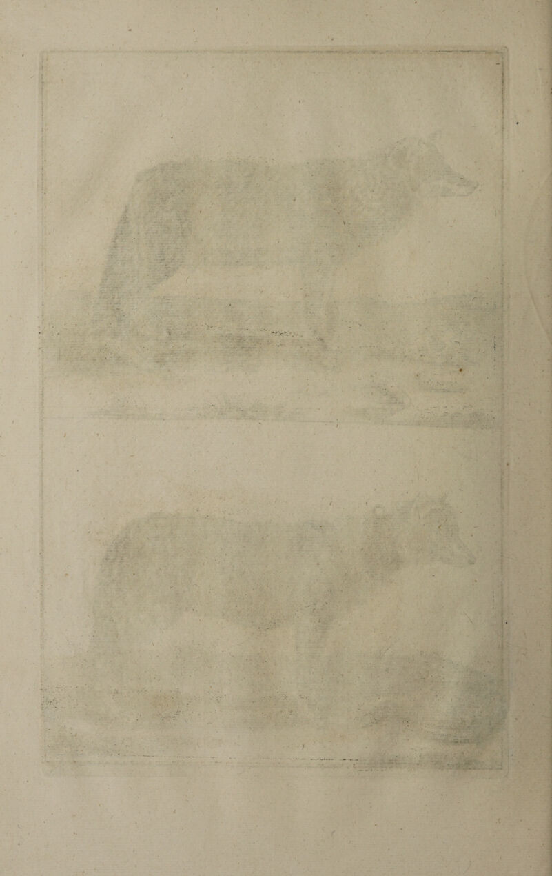 / - ' • »■- •