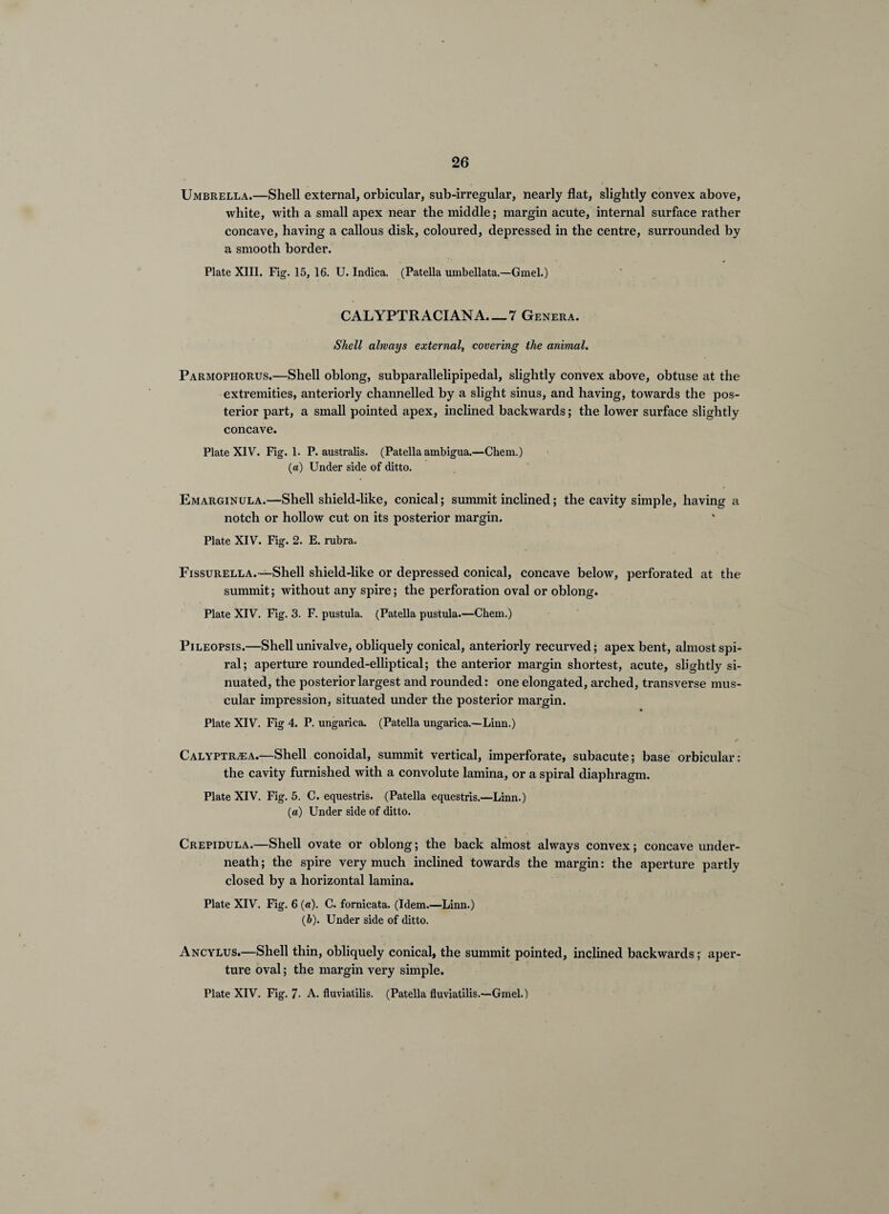 Umbrella.—Shell external, orbicular, sub-irregular, nearly flat, slightly convex above, white, with a small apex near the middle; margin acute, internal surface rather concave, having a callous disk, coloured, depressed in the centre, surrounded by a smooth border. Plate XIII. Fig. 15, 16. U. Indica. (Patella umbellata.—Gmel.) CALYPTRACIANA_7 Genera. Shell always external, covering the animal. Parmophorus.—Shell oblong, subparallelipipedal, slightly convex above, obtuse at the extremities, anteriorly channelled by a slight sinus, and having, towards the pos¬ terior part, a small pointed apex, inclined backwards; the lower surface slightly concave. Plate XIV. Fig. 1. P. australis. (Patella ambigua.—Chem.) (a) Under side of ditto. Emarginula.—Shell shield-like, conical; summit inclined; the cavity simple, having a notch or hollow cut on its posterior margin. Plate XIV. Fig. 2. E. rubra. FissuRELLA.—Shell shield-like or depressed conical, concave below, perforated at the summit; without any spire; the perforation oval or oblong. Plate XIV. Fig. 3. F. pustula. (Patella pustula.—Chem.) PiLEOPSis.—Shell univalve, obliquely conical, anteriorly recurved; apex bent, almost spi¬ ral; aperture rounded-elliptical; the anterior margin shortest, acute, slightly si- nuated, the posterior largest and rounded: one elongated, arched, transverse mus¬ cular impression, situated under the posterior margin. Plate XIV. Fig 4. P. ungariea. (Patella ungarica.—Linn.) ✓ Calyptr.®a.—Shell conoidal, summit vertical, imperforate, subacute; base orbicular: the cavity furnished with a convolute lamina, or a spiral diaphragm. Plate XIV. Fig. 5. C. equestris. (Patella equestris.—Linn.) (a) Under side of ditto. Crepidula.—Shell ovate or oblong; the back almost always convex; concave under¬ neath ; the spire very much inclined towards the margin: the aperture partly closed by a horizontal lamina. Plate XIV. Fig. 6 (a). C. fornicata. (Idem.—Linn.) (i). Under side of ditto. Ancylus.—Shell thin, obliquely conical, the summit pointed, inclined backwards; aper¬ ture oval; the margin very simple. Plate XIV. Fig. 7- A. fluviatilis. (Patella fluviatilis.—Gmel.)