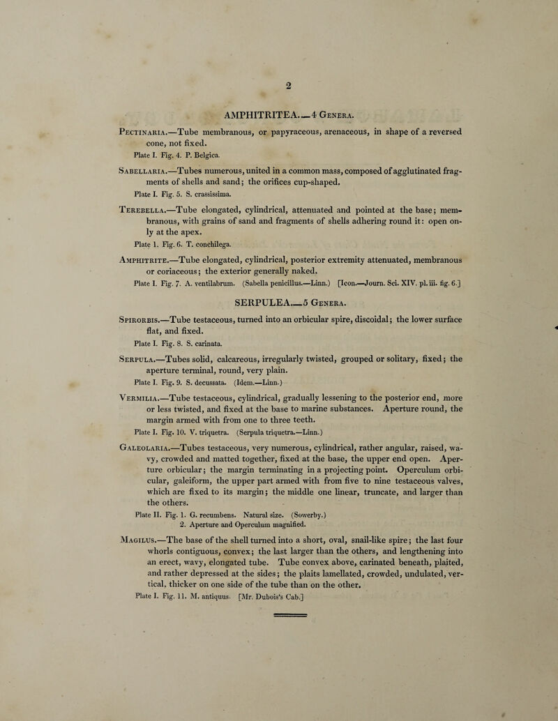 o AMPHITRITEA..—4 Genera. Pectinaria.—Tube membranous, or papyraceous, arenaceous, in shape of a reversed cone, not fixed. Plate I. Fig. 4. P. Belgica. S abell aria.—Tubes numerous, united in a common mass, composed of agglutinated frag¬ ments of shells and sand; the orifices cup-shaped, Plate I. Fig. 5. S. crassissima. Terebella.—Tube elongated, cylindrical, attenuated and pointed at the base; mem¬ branous, with grains of sand and fragments of shells adhering round it: open on¬ ly at the apex. Plate 1. Fig. 6. T. conchilega. Amphitrite.—Tube elongated, cylindrical, posterior extremity attenuated, membranous or coriaceous; the exterior generally naked. Plate I. Fig. 7- A. ventilabrum. (Sabella penicillus.—Linn.) [Icon.—Journ. Sci. XIV. pl.iii. fig. 6.] SERPULEA._5 Genera. Spirorbis.—Tube testaceous, turned into an orbicular spire, discoidal; the lower surface flat, and fixed. Plate I. Fig. 8. S. carinata. Serpula.—Tubes solid, calcareous, irregularly twisted, grouped or solitary, fixed; the aperture terminal, round, very plain. Plate I. Fig. 9. S. decussata. (Idem.—Linn.) Vermilia.—Tube testaceous, cylindrical, gradually lessening to the posterior end, more or less twisted, and fixed at the base to marine substances. Aperture round, the margin armed with from one to three teeth. Plate I. Fig. 10. V. triquetra. (Serpula triquetra.—Linn.) Galeolaria.—Tubes testaceous, very numerous, cylindrical, rather angular, raised, wa¬ vy, crowded and matted together, fixed at the base, the upper end open. Aper¬ ture orbicular; the margin terminating in a projecting point. Operculum orbi¬ cular, galeiform, the upper part armed with from five to nine testaceous valves, which are fixed to its margin; the middle one linear, truncate, and larger than the others. Plate II. Fig. 1. G. recumbens. Natural size. (Sowerby.) 2. Aperture and Operculum magnified. Magilus.—The base of the shell turned into a short, oval, snail-like spire; the last four whorls contiguous, convex; the last larger than the others, and lengthening into an erect, wavy, elongated tube. Tube convex above, carinated beneath, plaited, and rather depressed at the sides; the plaits lamellated, crowded, undulated, ver¬ tical, thicker on one side of the tube than on the other.