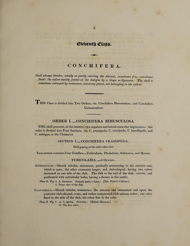 (frlrtJCUtfj <£la00u CONCHIFEEA. Shell always bivalve, wholly or partly covering the Animal; sometimes free, sometimes fixed: the valves mostly joined at the margin by a hinge or ligament. The shell is sometimes enlarged by testaceous, accessory pieces, not belonging to the valves. This class is divided into Two Orders, viz. Conchifera Bimusculosa, and Conchifera Unimusculosa. ORDER I_CONCHIFERA BIMUSCULOSA. THE shell presents, in the interior, two separate and lateral muscular impressions: this order is divided into Four Sections, viz. C. crassipeda, C. tenuipeda, C. lamellipeda, and C. ambigua or the Chamacea SECTION I_CONCHIFERA CRASSIPEDA. Shell gaping at the sides when shut. This section contains Four Families_Tubicolaria, Pholadaria, Solenacea, and Myaria. TUBICOLARIA_6 Genera. Aspergillum.—Sheath tubular, testaceous, gradually attenuating to the anterior end, which is open; the other extremity larger, and club-shaped; having two valves incrusted on one side of the club. The disk at the end of the club, convex, and perforated with subtubular holes, having a fissure in the centre. Plate II. Fig. 5. A. Javanum. (Serpula penis.—Linn.) [Mrs. Mawe’s Cabinet.] 6. Front view of the disk. Clavagella.—Sheath tubular, testaceous; the anterior end attenuated and open, the posterior club-shaped, ovate, and rather compressed with spinous tubes; one valve fixed in the side of the club, the other free in the tube. Plate II. Fig. 7. («) C, aperta. (Sowerby.) [British Museum.] (l) The free valve.