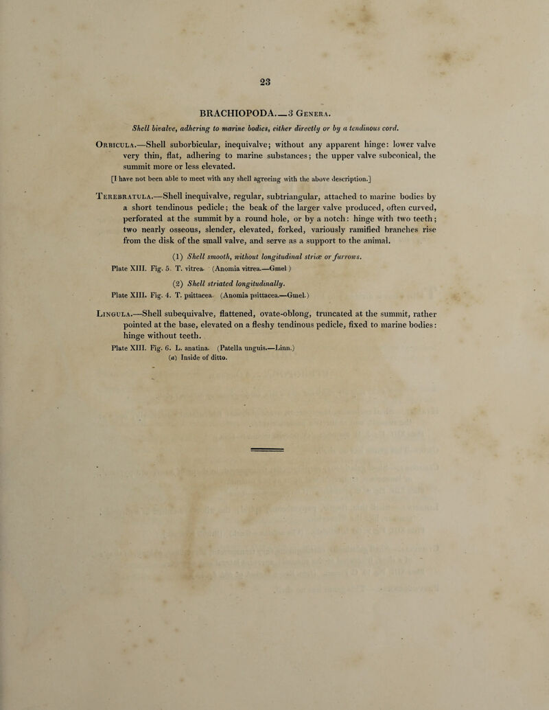 BRACHIOPODA_3 Genera. Shell bivalve, adhering to marine bodies, either directly or by a tendinous cord. Orbicula.—Shell suborbicular, inequivalve; without any apparent hinge: lower valve very thin, flat, adhering to marine substances; the upper valve subconical, the summit more or less elevated. [I have not been able to meet with any shell agreeing with the above description.] Terebratula.—Shell inequivalve, regular, subtriangular, attached to marine bodies by a short tendinous pedicle; the beak of the larger valve produced, often curved, perforated at the summit by a round hole, or by a notch: hinge with two teeth; two nearly osseous, slender, elevated, forked, variously ramified branches rise from the disk of the small valve, and serve as a support to the animal. (1) Shell smooth, without longitudinal str ive or furrows. Plate XIII. Fig. 5. T. vitrea- (Anomia vitrea.—Gmel) (2) Shell striated longitudinally. Plate XIII. Fig. 4. T. psittacea. (Anomia psittacea.—Gmel.) Lingula.—Shell subequivalve, flattened, ovate-oblong, truncated at the summit, rather pointed at the base, elevated on a fleshy tendinous pedicle, fixed to marine bodies: hinge without teeth. Plate XIII. Fig. 6. L. anatina. (Patella unguis.—Linn.) (a) Inside of ditto.