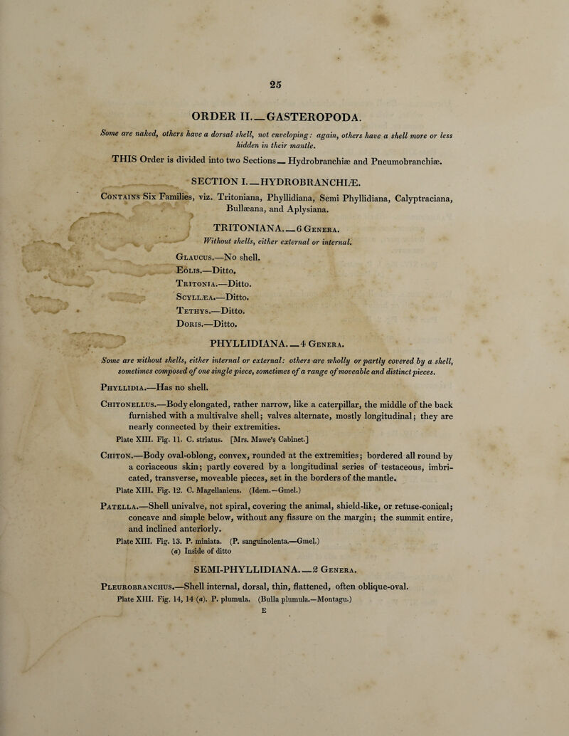 ORDER II_GASTEROPODA. Some are naked, others have a dorsal shell, not enveloping: again, others have a shell more or less hidden in their mantle. THIS Order is divided into two Sections—Hydrobranchiae and Pneumobi’anchiae. SECTION I— HYDROBRANCHLE. Contains Six Families, viz. Tritoniana, Phyllidiana, Semi Phyllidiana, Calyptraciana, Bullaeana, and Aplysiana. TRITONIANA._6 Genera. Without shells, either external or internal. Glaucus.—No shell. Eolis.—Ditto. Tritonia.—Ditto. Scyluea.—Ditto. Tethys.—Ditto. Doris.—Ditto. PHYLLIDIANA. — 4 Genera. Some are without shells, either internal or external: others are wholly or partly covered by a shell, sometimes composed of one single piece, sometimes of a range of moveable and distinct pieces. Phyllidia.—Has no shell. Chitonellus.—Body elongated, rather narrow, like a caterpillar, the middle of the back furnished with a multivalve shell; valves alternate, mostly longitudinal; they are nearly connected by their extremities. Plate XIII. Fig. 11. C. striatus. [Mrs. Mawe’s Cabinet.] Chiton.—Body oval-oblong, convex, rounded at the extremities; bordered all round by a coriaceous skin; partly covered by a longitudinal series of testaceous, imbri¬ cated, transverse, moveable pieces, set in the borders of the mantle. Plate XIII. Fig. 12. C. Magellanicus. (Idem.—Gmel.) Patella.—Shell univalve, not spiral, covering the animal, shield-like, or retuse-conical; concave and simple below, without any fissure on the margin; the summit entire, and inclined anteriorly. Plate XIII. Fig. 13. P. miniata. (P. sanguinolenta.—Gmel.) (a) Inside of ditto SEMI-PHYLLIDIANA_2 Genera. Pleurobranchus.—Shell internal, dorsal, thin, flattened, often oblique-oval. Plate XIII. Fig. 14, 14 («). P. plumula. (Bulla plumula.—Montagu.) E