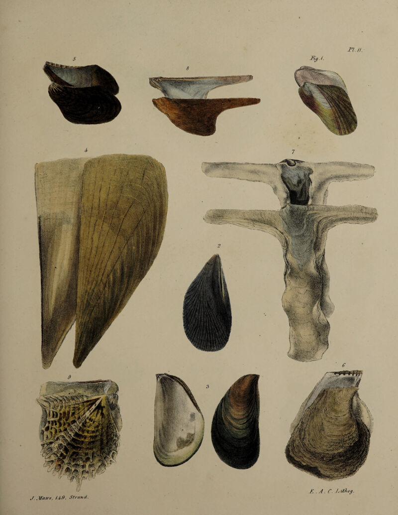 Pin. : Va1^>wV'-,Ss»/ \j. t;' isi.- i !&«& St rand J.