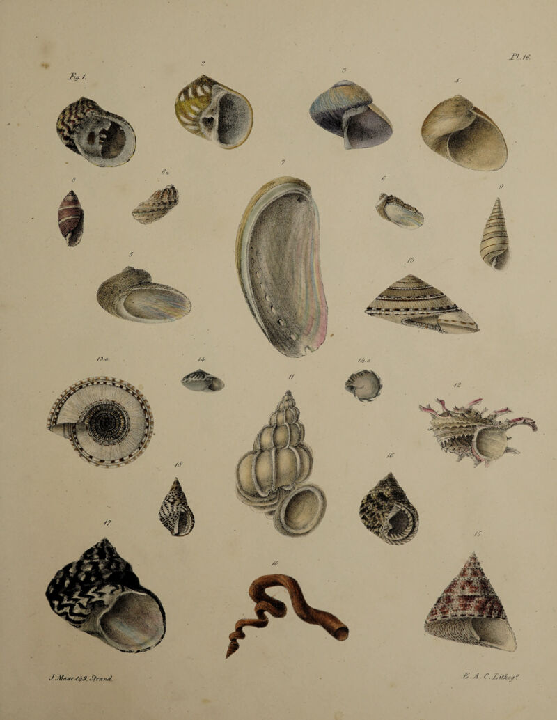 Tl. te. J.•Mawed/t#. •Strand: JS . A. C. JSitSiay f